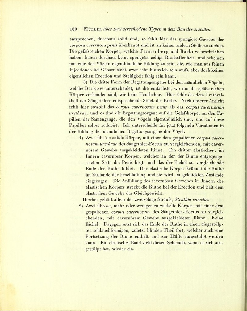 entsprechen, durchaus solid sind, so fehlt hier das spongiöse Gewebe der Corpora cacernosa penis überhaupt und ist an keiner andern Stelle zu suchen. Die gefäfsreichen Körper, welche Tannenberg und Barkow beschrieben haben, haben durchaus keine spongiöse zellige Beschaffenheit, und scheinen mir eine den Vögeln eigenthüinliche Bildung zu sein, die, wie man aus feinen Injectionen hei Gänsen sieht, zwar sehr blutreich sein mufs, aber doch keiner eigentlichen Erection und Steifigkeit fähig sein kann. 3) Die dritte Form der Begattungsorgane bei den männlichen Vögeln, welche Barkow unterscheidet, ist die einfachste, wo nur die gefäfsreichen Körper vorhanden sind, wie heim Haushahne. Hier fehle das demUrethral- theil der Säugethiere entsprechende Stück der Ruthe. Nach unserer Ansicht fehlt hier sowohl das corpus cac>ernosum penis als das corpus cavernosum urethrae, und es sind die Begattungsorgane auf die Gefäfskörper an den Pa- pillen der Samengänge, die den Vögeln eigenthümlich sind, und auf diese Papillen selbst reducirt. Ich unterscheide für jetzt folgende Variationen in der Bildung der männlichen Begattungsorgane der Vögel. 1) Zwei fibröse solide Körper, mit einer dem gespaltenen corpus caver- nosum urethrae des Säugethier-Foetus zu vergleichenden, mit caver- nösem Gewebe ausgekleideten Rinne. Ein dritter elastischer, im Innern cavernöser Körper, welcher an der der Rinne entgegenge- setzten Seite des Penis liegt, und das der Eichel zu vergleichende Ende der Ruthe bildet. Der elastische Körper krümmt die Ruthe im Zustande der Erschlaffung und sie wird im geknickten Zustande eingezogen. Die Anfüllung des cavernösen Gewebes im Innern des elastischen Körpers streckt die Ruthe bei der Erection und hält dem elastischen Gewebe das Gleichgewicht. Hierher gehört allein der zweizehige Straufs, Struthio camelus. 2) Zwei fibröse, mehr oder weniger entwickelte Körper, mit einer dem gespaltenen corpus cavernosum des Säugethier-Foetus zu verglei- chenden, mit cavernösem Gewebe ausgekleideten Rinne. Keine Eichel. Dagegen setzt sich das Ende der Ruthe in einen eingestülp- ten schlauchförmigen, zuletzt blinden Theil fort, welcher auch eine Fortsetzung der Rinne enthält und zur Hälfte ausgestülpt werden kann. Ein elastisches Band zieht diesen Schlauch, wenn er sich aus- gestülpt hat, wieder ein.