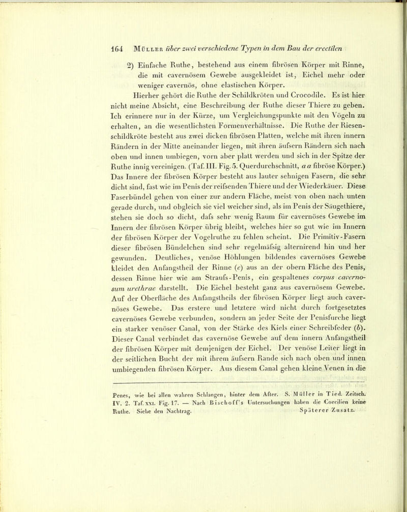 2) Einfache Ruthe, bestehend aus einem fibrösen Körper mit Rinne^ die mit cavernösem Gewebe ausgekleidet ist, Eichel mehr oder weniger cavernös, ohne elastischen Körper. Hierher gehört die Ruthe der Schildkröten und Crocodile. Es ist hier nicht meine Absicht, eine Beschreibung der Ruthe dieser Thiere zu geben. Ich erinnere nur in der Kürze, um Vergleichungspunkte mit den Vögeln zu erhalten, an die wesentlichsten Formenverhältnisse. Die Ruthe der Riesen- schildkröte besteht aus zwei dicken fibrösen Platten, welche mit ihren innern Rändern in der Mitte aneinander liegen, mit ihren äiifsern Rändern sich nach oben und innen umbiegen, vorn aber platt w'erden und sich in der Spitze der Ruthe innig vereinigen. (Taf.III. Fig.5. Querdurchschnitt, a « fibröse Körper.) Das Innere der fibrösen Körper besteht aus lauter sehnigen Fasern, die sehr dicht sind, fast wie im Penis der reifsenden Thiere und der Wiederkäuer. Diese Faserbündel gehen von einer zur andern Fläche, meist von oben nach unten gerade durch, und obgleich sie viel weicher sind, als im Penis der Säugethiere, stehen sie doch so dicht, dafs sehr wenig Raum für cavernöses Gewebe im Innern der fibrösen Körper übrig bleibt, welches hier so gut wie im Innern der fibrösen Körper der Vogelruthe zu fehlen scheint. Die Primitiv-Fasern dieser fibrösen Bündelchen sind sehr regelmäfsig alternirend hin und her gewunden. Deutliches, venöse Höhlungen bildendes cavernöses Gewebe kleidet den Anfangstheil der Rinne {e) aus an der obern Fläche des Penis, dessen Rinne hier wie am Straufs-Penis, ein gespaltenes corpus caverno- sum urethrae darstellt. Die Eichel besteht ganz aus cavernösem Gewebe. Auf der Oberfläche des Anfangstheils der fibrösen Körper liegt auch caver- nöses Gewebe. Das erstere und letztere wird nicht durch fortgesetztes cavernöses Gewebe verbunden, sondern an jeder Seite der Penisfurche liegt ein starker venöser Canal, von der Stärke des Kiels einer Schreibfeder {h). Dieser Canal verbindet das cavernöse Gewebe auf dem innern Anfangstheil der fibrösen Körper mit demjenigen der Eichel. Der venöse Leiter liegt in der seitlichen Bucht der mit ihrem äufsern Rande sich nach oben und innen umbiegenden fibrösen Körper. Aus diesem Canal gehen kleine Venen in die Pcnes, wie bei allen wahren Schlangen, hinter dem After. S. Müller in Tied. Zeitsch. IV. 2. Taf.xxi. Fig. 17. — Nach Bischoff’s Untersuchungen haben die Coecilien keine Ruthe. Siehe den Nachtrag. Späterer Zusatz.