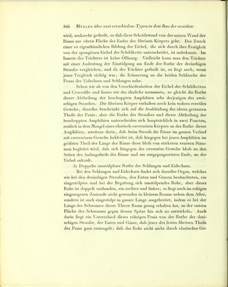 wird, senkrecht getheilt, so dafs diese Scheidewand von der untern Wand der Rinne zur obern Fläche des Endes des fibrösen Körpei’s geht. Der Zweck einer so eigenthüinlichen Bildung der Eichel, die sich durch ihre Festigkeit von der spongiösen Eichel der Schildkröte unterscheidet, ist unbekannt. Im Innern des Trichters ist keine Öffnung. Vielleicht kann man den Trichter mit einer Andeutung der Einstülpung am Ende der Ruthe der dreizehigen Straufse vergleichen, und da der Tilchter getheilt ist, so liegt auch, wenn jener Vergleich richtig war, die Erinnerung an die beiden Schläuche der Penes der Eidechsen und Schlangen nahe. Sehen wir ab von den Verschiedenheiten der Eichel der Schildkröten und Crocodile und fassen wir das ähnliche zusammen, so gleicht die Ruthe dieser Ahtheilung der beschuppten Amphibien sehr derjenigen des zwei- zehigen Straufses. Die fibrösen Körper enthalten noch kein wahres erectiles Gewebe, dasselbe beschränkt sich auf die Auskleidung des ohern gerinnten Theils des Penis; aber die Ruthe des Straufses und dieser Abtheilung der beschuppten Amphibien unterscheiden sich hauptsächlich in zwei Puncten, erstlich in dem Mangel eines elastisch-cavernösen Körpers an der Ruthe dieser Amphibien, zweitens darin, dafs beim Straufs die Rinne im ganzen Verlauf mit cavernösem Gewebe bekleidet ist, dafs hingegen bei jenen Amphibien im gröfsten Theil der Länge der Rinne diese hlofs von stärkei’en venösen Stäm- men begleitet wird, dafs sich hingegen das cavernöse Gewebe hlofs zu den Seiten des Anfangstheils der Rinne und am entgegengesetzten Ende, an der Eichel anhäuft. 3) Doppelte ausstülphare Ruthe der Schlangen und Eidechsen. Bei den Schlangen und Eidechsen findet sich dasselbe Organ, welches wir hei den dreizehigen Straufsen, den Enten und Gänsen beobachteten, ein eingestülptes und bei der Begattung sich umstülpendes Rohr, aber dieses Rohr ist doppelt vorhanden, ein rechtes und linkes; es liegt auch im ruhigen eingezogenen Zustande nicht gewunden in kleinem Raume neben dem After, sondern ist auch eingestülpt in ganzer Länge ausgehreitet, indem es hei der Länge des Schwanzes dieser Thiere Raum genug erhalten hat, an der untern Fläche des Schwanzes gegen dessen Spitze hin sich zu entwickeln. Auch darin liegt ein Unterschied dieses rührigen Penis von der Ruthe der drei- zehigen Straufse, der Enten und Gänse, dafs jener des festen fibrösen Theils des Penis ganz ermangelt; dafs das Rohr nicht mehr durch elastisches Ge-