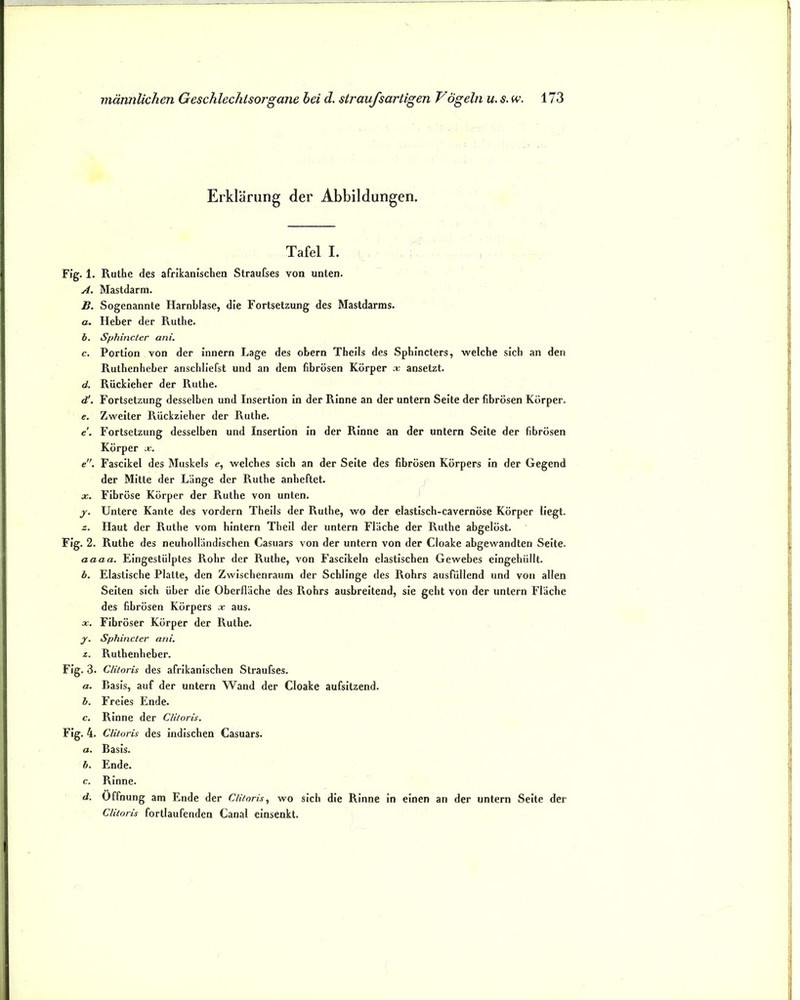 Erklärung der Abbildungen. Tafel I. Fig. 1. Ruthe des afrikanischen Straufses von unten. A. Mastdarm. B. Sogenannte Harnblase, die Fortsetzung des Mastdarms. a. Heber der Ruthe. b. Sphincter ani. c. Portion von der innern Lage des obern Theils des Sphincters, welche sich an den Ruthenheber anschliefst und an dem fibrösen Körper x ansetzt. d. Rückieher der Ruthe. d', Fortsetzung desselben und Insertion In der Rinne an der untern Seite der fibrösen Körper. e. Zweiter Rückzieher der Ruthe. e'. Fortsetzung desselben und Insertion in der Rinne an der untern Seite der fibrösen Körper x. e. Fascikel des Muskels e, welches sich an der Seite des fibrösen Körpers in der Gegend der Mitte der Länge der Ruthe anheftet. X. Fibröse Körper der Ruthe von unten. j. Untere Kante des vordem Theils der Ruthe, wo der elastlsch-cavernöse Körper Hegt. z. Haut der Ruthe vom hintern Theil der untern Fläche der Ruthe abgelöst. Fig. 2. Ruthe des neuholländischen Casuars von der untern von der Cloake abgewandten Seite. aaaa. Eingestülptes Rohr der Ruthe, von Fasclkeln elastischen Gewebes eingehüllt. b. Elastische Platte, den Zwischenraum der Schlinge des Rohrs ausfüllend und von allen Selten sich über die Oberfläche des Rohrs ausbreitend, sie geht von der untern Fläche des fibrösen Körpers x aus. X. Fibröser Körper der Ruthe. jr. Sphincter ani. z. Ruthenheber. Fig. 3. Clitoris des afrikanischen Straufses. a. Basis, auf der untern Wand der Cloake aufsitzend. b. Freies Ende. c. Rinne der Clitoris. Fig. 4. Clitoris des indischen Casuars. a. Basis. b. Ende. c. Rinne. d. Öffnung am Ende der Clitoris^ wo sich die Rinne in einen an der untern Seite der Clitoris fortlaufenden Canal einsenkt.