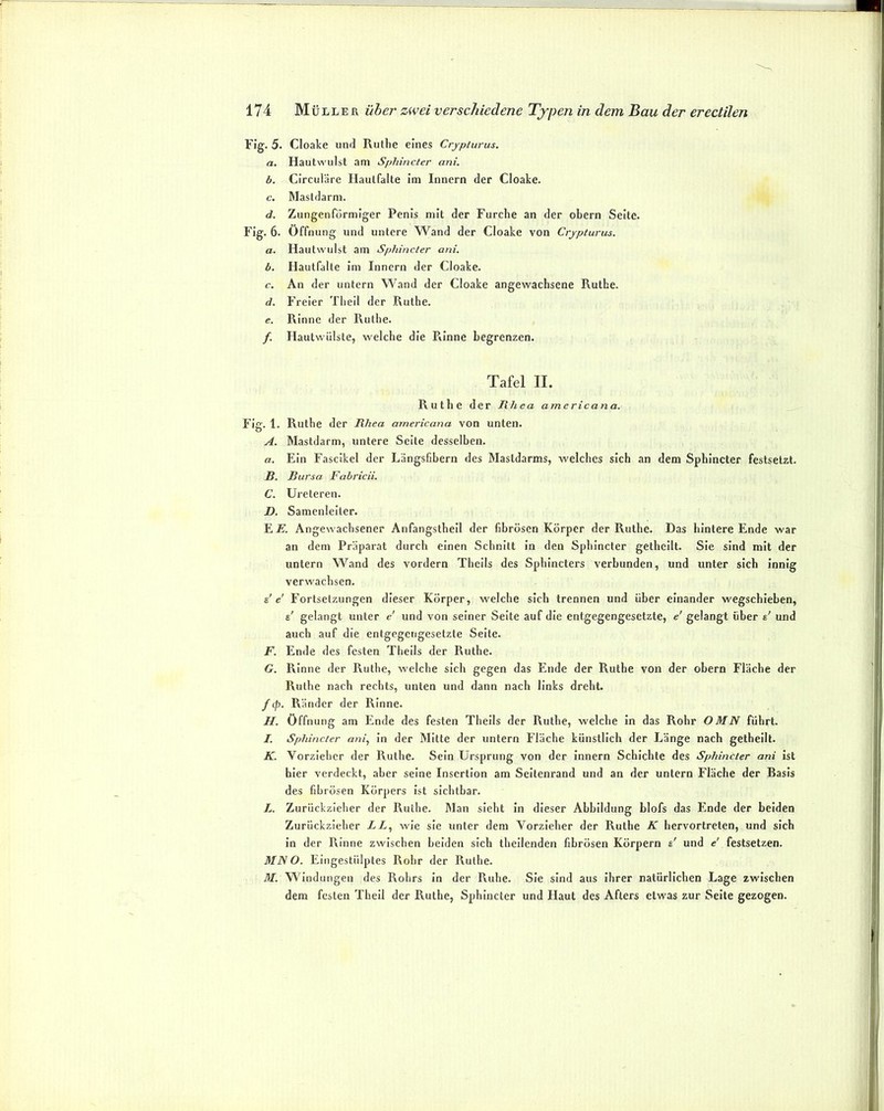 Fig. 5. Cloake und Ruthe eines Crypiurus, a. Hautwulst am Sphincter ani. b. Circulare Haulfalte im Innern der Cloake. c. Mastdarm. d. Zungenfürmiger Penis mit der Furche an der obern Seite. Fig. 6. Öffnung und untere Wand der Cloake von Crjpturus. a. Hautwulst am Sphincter ani. b. Hautfalte im Innern der Cloake. c. An der untern Wand der Cloake angewachsene Ruthe. d. Freier Theil der Ruthe. e. Rinne der Ruthe. /. Hautwülste, welche die Piinne begrenzen. Tafel II. Ruthe der Rh ea arnericana. Fis:. 1. Ruthe der Rhea arnericana von unten, o A. Mastdarm, untere Seite desselben. a. Ein Fascikel der Längsfibern des Mastdarms, welches sich an dem Sphincter festsetzt. B. Bursa Fabricii. C. Ureteren. Z). Samenleiter. Y.E. Angewachsener Anfangstheil der fibrösen Körper der Ruthe. Das hintere Ende war an dem Präparat durch einen Schnitt in den Sphincter getheilt. Sie sind mit der untern Wand des vordem Theils des Sphincters verbunden, und unter sich innig verwachsen. s' e Fortsetzungen dieser Körper, welche sich trennen und über einander wegschieben, g' gelangt unter e' und von seiner Seite auf die entgegengesetzte, e' gelangt über e' und auch auf die entgegengesetzte Seite. F. Ende des festen Theils der Ruthe. G. Rinne der Ruthe, welche sich gegen das Ende der Ruthe von der obern Flache der Ruthe nach rechts, unten und dann nach links dreht. / cp. Ränder der Rinne. H. Öffnung am Ende des festen Theils der Ruthe, welche in das Rohr OMN führt. I. Sphincter ani, ln der Mitte der untern Fläche künstlich der Länge nach getheilt. K. Vorzieher der Ruthe. Sein Ursprung von der innern Schichte des Sphincter ani ist hier verdeckt, aber seine Insertion am Seltenrand und an der untern Fläche der Basis des fibrösen Körpers ist sichtbar. L. Zurückzieher der Ruthe. Man sieht in dieser Abbildung blofs das Ende der beiden Zurückzieher LL, wie sie unter dem Vorzieher der Ruthe K hervortreten, und sich in der Rinne zwischen beiden sich thellenden fibrösen Körpern g' und e' festsetzen. MISO. Eingestülptes Rohr der Ruthe. M. Windungen des Rohrs in der Ruhe. Sie sind aus ihrer natürlichen Lage zwischen dem festen Theil der Ruthe, Sphincter und Haut des Afters etwas zur Seite gezogen.