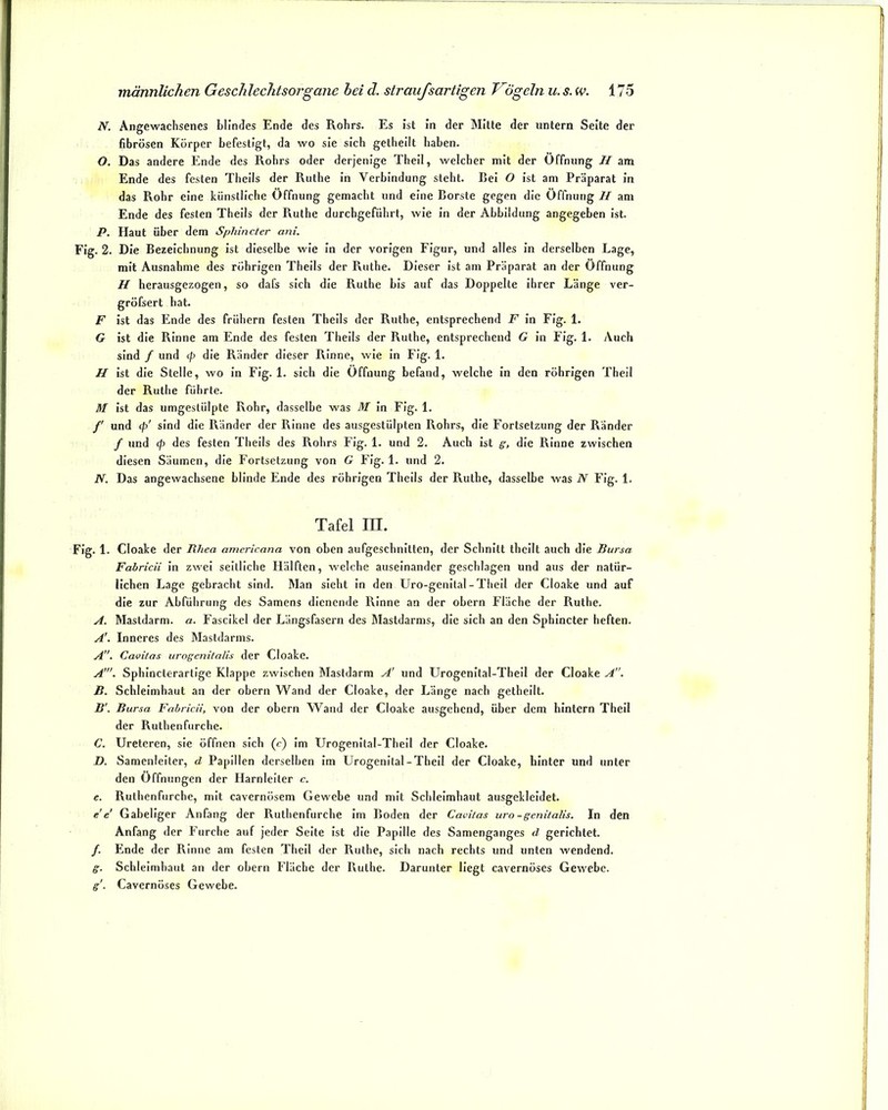 N. Angewachsenes blindes Ende des Rohrs. Es ist In der Mitte der untern Seite der fibrösen Körper befestigt, da wo sie sich getheilt haben. O. Das andere Ende des Rohrs oder derjenige Thell, welcher mit der Öffnung // am Ende des festen Thells der Ruthe In Verbindung steht. Bel O Ist am Präparat In das Rohr eine künstliche Öffnung gemacht und eine Borste gegen die Öffnung II am Ende des festen Thells der Ruthe durchgeführt, wie In der Abbildung angegeben Ist. P. Haut über dem Sphincter ani. Flg. 2. Die Bezeichnung ist dieselbe wie In der vorigen Figur, und alles In derselben Lage, mit Ausnahme des rührigen Thells der Ruthe. Dieser Ist am Präparat an der Öffnung H herausgezogen, so dafs sich die Ruthe bis auf das Doppelte Ihrer Länge ver- gröfsert hat. F Ist das Ende des frühem festen Thells der Ruthe, entsprechend F In Flg. 1. G ist die Rinne am Ende des festen Thells der Ruthe, entsprechend G In Fig. 1. Auch sind / und </> die Ränder dieser Rinne, wie in Flg. 1. H Ist die Stelle, wo In Fig. 1. sich die Öffnung befand, welche In den rührigen Theil der Ruthe führte. M Ist das umgestülpte Rohr, dasselbe was M in Flg. 1. f und cp' sind die Ränder der Rinne des ausgestülpten Rohrs, die Fortsetzung der Ränder / und f/) des festen Thells des Rohrs Flg. 1. und 2. Auch ist ff, die Rinne zwischen diesen Säumen, die Fortsetzung von G Flg. 1. und 2. N. Das angewachsene blinde Ende des rührigen Thells der Ruthe, dasselbe was N Flg. 1. Tafel m. Flg. 1. Cloake der lihea americana von oben aufgeschnitten, der Schnitt thellt auch die Bursa Fabricii In zwei seitliche Hälften, welche auseinander geschlagen und aus der natür- lichen Lage gebracht sind. Man sieht in den Uro-genital-Thell der Cloake und auf die zur Abführung des Samens dienende Rinne an der obern Fläche der Ruthe. A. Mastdarm. a. Fascikel der Längsfasern des Mastdarms, die sich an den Sphincter heften. A'. Inneres des Mastdarms. A. Cavilas uroffenitalis der Cloake. A'. Sphlncterartlge Klappe zwischen Masldarm A’ und Urogenital-Thell der Cloake A”, B. Schleimhaut an der obern Wand der Cloake, der Länge nach getheilt. B'. Bursa Fabricii, von der obern W^and der Cloake ausgehend, über dem hintern Theil der Ruthen furche. C. Ureteren, sie öffnen sich (c) Im Urogenltal-Theil der Cloake. D. Samenleiter, d Papillen derselben Im Urogenital-Thell der Cloake, hinter und unter den Öffnungen der Harnleiter c. e. Ruthenfurche, mit cavernüsem Gewebe und mit Schleimhaut ausgekleidet. e e Gabeliger Anfang der Ruthenfurche Im Boden der Cavilas uro-ffcnitalis. In den Anfang der Furche auf jeder Seite Ist die Papille des Samenganges d gerichtet. /. Ende der Rinne am festen Theil der Ruthe, sich nach rechts und unten wendend. ff. Schleimhaut an der obern Fläche der Ruthe. Darunter Hegt cavernöses Gewebe. ff'. Cavernöses Gewebe.