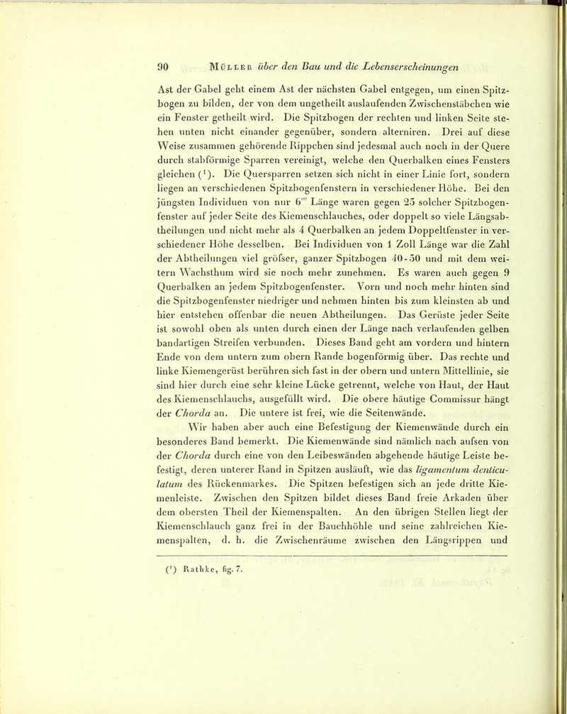 Ast der Gabel gebt einem Ast der nächsten Gabel entgegen, um einen Spitz- bogen zu bilden, der von dem ungetbeilt auslaufenden Zwiscbenstäbcben wie ein Fenster getbeilt wird. Die Spitzbogen der rechten und linken Seite ste- hen unten nicht einander gegenüber, sondern alterniren. Drei auf diese Weise zusammen gehörende Rippchen sind jedesmal auch noch in der Quere durch stabförmige Sparren vereinigt, welche den Querbalken eines Fensters gleichen (Q. Die Quersparren setzen sich nicht in einer Linie fort, sondern liegen an verschiedenen Spitzbogenfenstern in verschiedener Höhe. Bei den jüngsten Individuen von nur 6' Länge waren gegen 25 solcher Spitzbogen- fenster auf jeder Seite des Kiemenschiauches, oder doppelt so viele Längsab- theilungen und nicht mehr als 4 Querbalken an jedem Doppeltfenster in ver- schiedener Höhe desselben. Bei Individuen von 1 Zoll Länge war die Zahl der Abtheilungen viel gröfser, ganzer Spitzbogen 40-50 und mit dem wei- tern Wachsthum wird sie noch mehr zunehmen. Es waren auch gegen 9 Querbalken an jedem Spitzbogenfenster. Vorn und noch mehr hinten sind die Spitzbogenfenster niedriger und nehmen hinten bis zum kleinsten ab und hier entstehen offenbar die neuen Abtheilungen. Das Gerüste jeder Seite ist sowohl oben als unten durch einen der Länge nach verlaufenden gelben bandartigen Streifen verbunden. Dieses Band geht am vordem und hintern Ende von dem untern zum obern Rande bogenförmig über. Das rechte und linke Kiemengerüst berühren sich fast in der obern und untern Mittellinie, sie sind hier durch eine sehr kleine Lücke getrennt, welche von Haut, der Haut des Kiemenschlauchs, ausgefüllt wird. Die obere häutige Commissur hängt der Chorda an. Die untere ist frei, wie die Seitenwände. Wir haben aber auch eine Befestigung der Kiemenwände durch ein besonderes Band bemerkt. Die Kiemenwände sind nämlich nach aufsen von der Chorda durch eine von den Leibeswänden abgehende häutige Leiste be- festigt, deren unterer Rand in Spitzen ausläuft, wie das ligamentum deniicu- latum des Rückenmarkes. Die Spitzen befestigen sich an jede dritte Kie- menleiste. Zwischen den Spitzen bildet dieses Band freie Arkaden über dem obersten Theil der Kiemenspalten. An den übrigen Stellen liegt der Kiemenschlauch ganz frei in der Bauchhöhle und seine zahlreichen Kie- menspalten, d. h. die Zwischenräume zwischen den Längsrippen und (’) Ratlike, fig. 7.