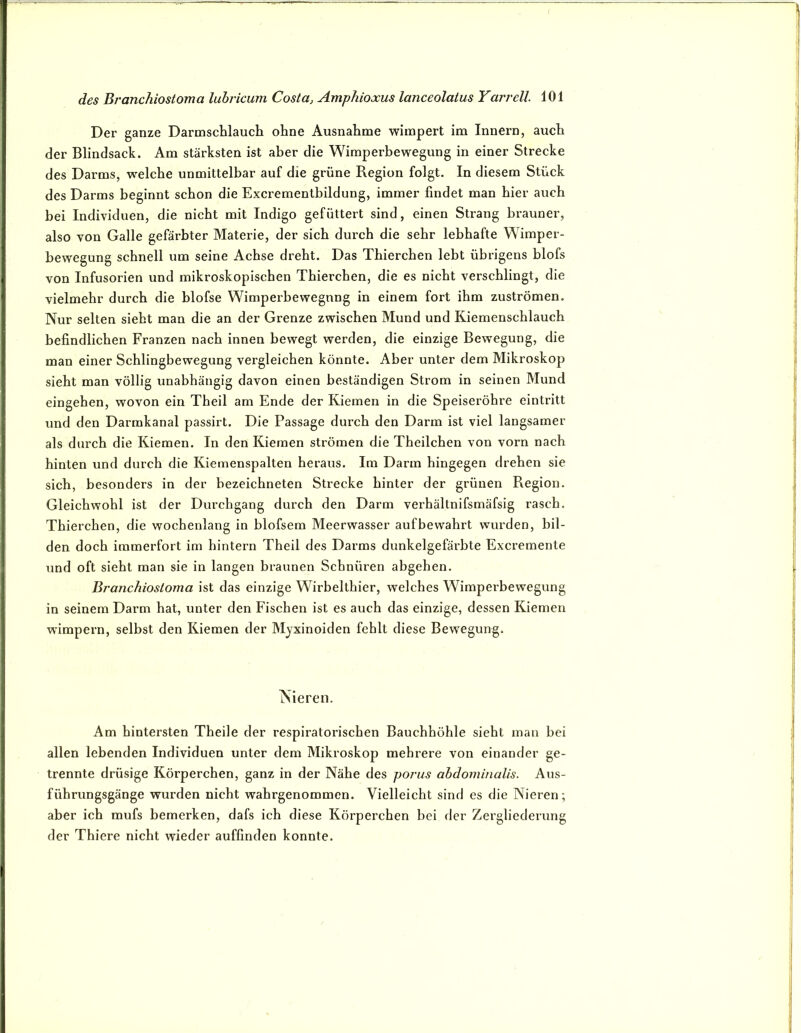 Der ganze Darmschlauch ohne Ausnahme wimpert im Innern, auch der Blindsack. Am stärksten ist aber die Wimperbewegung in einer Strecke des Darms, welche unmittelbar auf die grüne Region folgt. In diesem Stück des Darms beginnt schon die Excrementbildung, immer findet man hier auch bei Individuen, die nicht mit Indigo gefüttert sind, einen Strang brauner, also von Galle gefärbter Materie, der sich durch die sehr lebhafte Wimper- bewegung schnell um seine Achse dreht. Das Thierchen lebt übrigens blofs von Infusorien und mikroskopischen Thierchen, die es nicht verschlingt, die vielmehr durch die blofse Wimperbewegnng in einem fort ihm Zuströmen. Nur selten sieht man die an der Grenze zwischen Mund und Kiemenschlauch befindlichen Franzen nach innen bewegt werden, die einzige Bewegung, die man einer Schlingbewegung vergleichen könnte. Aber unter dem Mikroskop sieht man völlig unabhängig davon einen beständigen Strom in seinen Mund eingehen, wovon ein Theil am Ende der Kiemen in die Speiseröhre eintritt und den Darmkanal passirt. Die Passage dui’ch den Darm ist viel langsamer als durch die Kiemen. In den Kiemen strömen die Theilchen von vorn nach hinten und durch die Kiemenspalten heraus. Im Darm hingegen drehen sie sich, besonders in der bezeichneten Strecke hinter der grünen Region. Gleichwohl ist der Durchgang durch den Darm verhältnifsmäfsig rasch. Thierchen, die wochenlang in blofsem Meerwasser aufbewahrt wurden, bil- den doch immerfort im hintern Theil des Darms dunkelgefärbte Excremente und oft sieht man sie in langen braunen Schnüren abgehen. Branchiostoma ist das einzige Wirbelthier, welches Wimperbewegung in seinem Darm hat, unter den Fischen ist es auch das einzige, dessen Kiemen Wimpern, selbst den Kiemen der Myxinoiden fehlt diese Bewegung. Nieren. Am hintersten Theile der respiratorischen Bauchhöhle sieht man bei allen lebenden Individuen unter dem Mikroskop mehrere von einander ge- trennte drüsige Körperchen, ganz in der Nähe des porus abdominalis. Aus- führungsgänge wurden nicht wahrgenommen. Vielleicht sind es die Nieren; aber ich mufs bemerken, dafs ich diese Körperchen bei der Zergliederung der Thiere nicht wieder auffinden konnte.