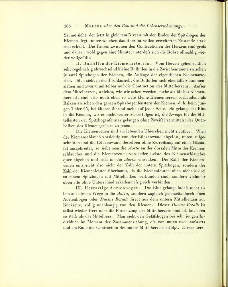 Saume sieht, der jetzt in gleichem Niveau mit den Enden der Spitzbogen der Kiemen liegt, unter welchen das Herz im vollen erweiterten Zustande stark sich erhebt. Die Pausen zwischen den Contractionen des Herzens sind grofs und dauern wohl gegen eine Minute, unterdefs sich die Röhre allmählig wie- der vollgefüllt. II. Bulbillen der Kiemenarterien. Vom Herzen gehen seitlich sehr regelmäfsig abwechselnd kleine Bulbillen in die Zwischenräume zwischen je zwei Spitzbogen der Kiemen, die Anfänge der eigentlichen Kiemenarte- rien. Man sieht in der Profilansicht die Bulbillen sich ebenfalls zusaramen- ziehen und zwar unmittelbar auf die Contraction des Mittelherzens. Aufser dem Mittelherzen, welches, wie wir sehen werden, mehr als blofses Kiemen- herz ist, sind also noch eben so viele kleine Kiemenherzen vorhanden, als Balken zwischen den ganzen Spitzbogenfenstern der Kiemen, d. h. beim jun- gen Thier 25, bei älteren 50 und mehr auf jeder Seite. So gelangt das Blut in die Kiemen, wo es nicht weiter zu verfolgen ist, die Zweige für die Mit- telleisten der Spitzbogenfenster gelangen ohne Zweifel vermittelst der Quer- balken des Kiemengerüstes zu jenen. Die Kiemenvenen sind am lebenden Thierchen nicht sichtbar. Wird der Kiemenschlauch vorsichtig von der Rückenwand abgelöst, unten aufge- schnitten und die Rückenwand desselben ohne Zerreifsung auf einer Glasta- fel ausgebreitet, so sieht man die Aorta an der dorsalen Mitte des Kiemen- schlauches und die Kiemenvenen von jeder Leiste des Kiemenschlauches quer abgehen und sich in die Aorta einsenken. Die Zahl der Kiemen- venen entspricht also nicht der Zahl der untern Spitzbogen, sondern der Zahl der Kiemenleisten überhaupt, da die Kiemenleisten oben nicht je drei zu einem Spitzbogen mit Mittelbalken verbunden sind, sondern vielmehr oben alle ohne Unterschied arkadenmäfsig sich verbinden. III. Herzartige Aortenbogen. Das Blut gelangt indefs nicht al- lein auf diesem Wege in die Aorta, sondern zugleich jederseits durch einen Aortenbogen oder Ductus Botalli direct aus dem untern Mittelherzen zur Rückseite, völlig unabhängig von den Kiemen. Dieser Ductus Botalli ist selbst wieder Herz oder die Fortsetzung des Mittelherzens und ist fast eben so stark als das Mittelherz. Man sieht den Gefäfsbogen bei sehr jungen In- dividuen im Moment der Zusammenziehung, die von unten nach aufwärts und am Ende der Contraction des untern Mittelherzens erfolgt. Dieser herz-