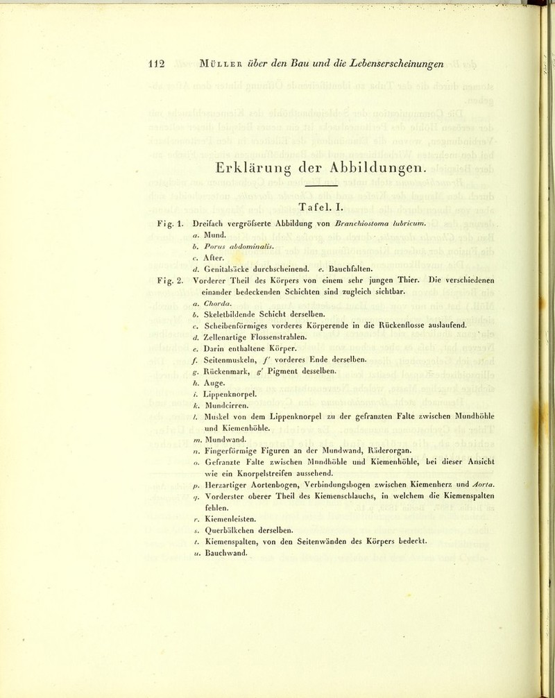 Erklärung der Abbildungen. Tafel. I. Fig. 1. Dreifach vergröfserte Abbildung von Branchiostoma lubricum. a. Mund. b. Porus abdominalis. c. After. d. Genilalsäcke durchscheinend, e. Bauchfalten. Fig. 2. Vorderer Theil des Körpers von einem sehr jungen Thier. Die verschiedenen einander bedeckenden Schichten sind 7uglelch sichtbar. a. Chorda. b. Skeletbildende Schicht derselben. c. Scheibenförmiges vorderes Körperende in die Rückenflosse auslaufend. d. Zellenartige Flossenstrahlen. e. Darin enthaltene Körper. /. Seltenmuskeln, /' vorderes Ende derselben. g. Rückenmark, g' Pigment desselben. h. Auge. i. LI[)penknorpel. k. Mundcirren. /. Muskel von dem Lippenknorpel zu der gefranzten Falte zwischen Mundhöhle und Kiemenhöhle. m. Mundwand. n. Fingerförmige Figuren an der Mundwand, Räderorgan. o. Gefranzte Falte zwischen Mundhöhle und Kiemenhöhlc, bei dieser Ansicht wie ein Knorpelstreifen aussehend. p. Herzartiger Aortenbogen, Verbindungsbogen zwischen Kiemenherz und Aorta. </. Vorderster oberer Theil des Kiemenschlauchs, In welchem die Klemenspalten fehlen. r. Kiemenleisten. f. Querbälkchen derselben. t. Klemenspalten, von den Seitenwänden des Körpers bedeckt. u. Rauchwand.