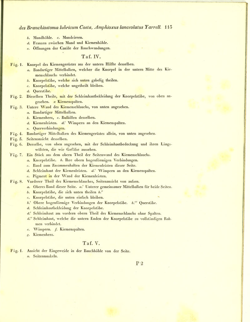 b. Mundhöhle, c. Mundcirren, d. Franzen zwischen Mund und Kiemenhöhle. e. Öffnungen der Canäle der Bauchwandungen. Taf. IV. 1. Knorpel des Kiemengerüstes aus der untern Hälfte desselben. a. Bandartiger Mlttelhalken, welcher die Knorpel ln der untern Mitte des Kie- menschlauchs verbindet. b. Knorpelstäbe, welche sich unten gabelig thellen. c. Knorpelstäbe, welche ungethellt bleiben. d. Querstäbe. 2. Dieselben Theile, mit der Schleimhautbekleidung der Knorpelstäbe, von oben an- gesehen. X Klemenspalten. 3. Untere Wand des Klemenschlauchs, von unten angesehen. a. Bandartiger Mlttelhalken. b. Kiemenherz, c. Bulhlllen desselben. d. Kiemenleisten, d.' Wimpern an den Kiemenspalten. e. Querverbindungen. 4. Bandartiger Mlttelhalken des Kiemengerüstes allein, von unten angesehen. 5. Seitenansicht desselben. 6. Derselbe, von oben angesehen, mit der Schleimhautbedeckung und ihren Längs- wülsten, die wie Gefäfse aussehen. 7. Ein Stück aus dem obern Thell der Seltenwand des Klemenschlauchs. a. Knorpelstäbe, b. Ihre obern bogenförmigen Verbindungen. c. Band zum Zusammenhalten der Kiemenleisten dieser Seite. d. Schleimhaut der Kiemenleisten, d.’ Wimpern an den Kiemenspalten. e. Pigment ln der Wand der Kiemenleisten. 8. Vorderer Thell des Kiemenschlauches, Seitenansicht von aufsen. a. Oberes Band dieser Seite. aJ Unterer gemeinsamer Mlttelhalken für beide Seiten. b. Knorpelstäbe, die sich unten thellen b.” c. Knorpelstähe, die unten einfach bleiben. ^ b.' Obere bogenförmige Verbindungen der Knorpelstäbe, b.' Querstäbe. d. Schleimhautbekleidung der Knorpelstäbe. d.' Schleimhaut am vordem obern Thell des Klemenschlauchs ohne Spalten. d.  Schleimhaut, welche die untern Enden der Knorpelstäbe zu vollständigen Rah men verbindet. e. Wimpern. /. Klemenspalten, g-. Kiemenherz. Taf. V. 1. Ansicht der Eingeweide in der Bauchhöhle von der Seite. a. Seltenmuskeln.