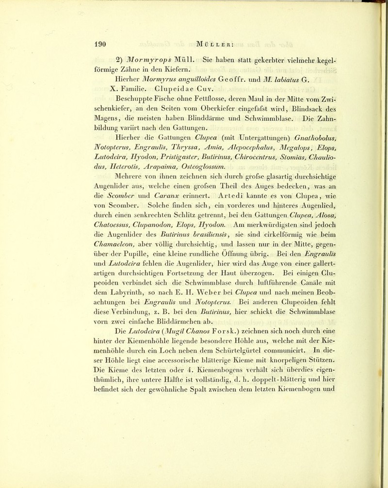 2) Moj'myrops Müll. Sie haben statt gekerbter vielmehr kegel- förmige Zähne in den Kiefern. Hiei’her Moj-mjj'us anguilloicles Geoffr. und M. labiatus G. X. Familie. Clnpeidae Cuv. Beschuppte Fische ohne Fettflosse, deren Maul in der Mitte vom Zwi- schenkiefer, an den Seiten vom Oberkiefer eingefafst wird, Blindsack des Magens, die meisten haben Blinddärme und Schwimmblase. Die Zahn- hildung variirt nach den Gattungen. Hierher die Gattungen Clupea (mit Untergattungen) Gnalhobolus, Notopterm, EngrauUs, Tlnyssa, Amia, Alepocephalus, Megalops, Elops, Lutodcira, Hyodon, Pristigaster, Butirinus, Chirocentrus, Stornias, Chaulio- dus, Ileterotis, Arapaima, Osteoglossum. Mehrere von ihnen zeichnen sich durch grofse glasartig durchsichtige Augenlider aus, welche einen grofsen Theil des Auges bedecken, was an die Scomber und Caranoc erinnert. Artedi kannte es von Clupea, wie von Scomber. Solche finden sich, ein vorderes und hinteres Augenlied, durch einen senkrechten Schlitz getrennt, hei den Gattungen Clupea, Alosa, Chatoessus, Clupanodon, Elops, Hyodon. Am merkwürdigsten sind jedoch die Augenlider des Butirinus brasiliensis, sie sind cirkelförmig wie heim Chamaeleon, aber völlig durchsichtig, und lassen nur in der Mitte, gegen- über der Pupille, eine kleine rundliche Öffnung übrig. Bei den EngrauUs und Lutodcira fehlen die Augenlider, hier wird das Auge von einer gallert- artigen durchsichtigen Fortsetzung der Haut überzogen. Bei einigen Clu- peoiden verbindet sich die Schwimmblase durch luftführende Canäle mit dem Labyrinth, so nach E. H. Weher hei Clupea und nach meinen Beob- achtungen bei EngrauUs und Notopterus. Bei anderen Clupeoiden fehlt diese Verbindung, z. B. hei den Butirinus, hier schickt die Schwimmblase vorn zwei einfache Bliddärmchen ab. Die Lutodcira {Mugil Chanos F orsk.) zeichnen sich noch durch eine hinter der Kiemenhöhle liegende besondere Höhle aus, welche mit der Kie- menhöhle durch ein Loch neben dem Schürtelgürtel communicirt. In die- ser Höhle liegt eine accessorische blätterige Kieme mit knorpeligen Stützen. Die Kieme des letzten oder 4. lüemenbogens vexdiält sich überdies eigen- thümlich, ihre untere Hälfte ist vollständig, d. h. doppelt-blätterig und hier befindet sich der gewöhnliche Spalt zwischen dem letzten Kiemenhogen und