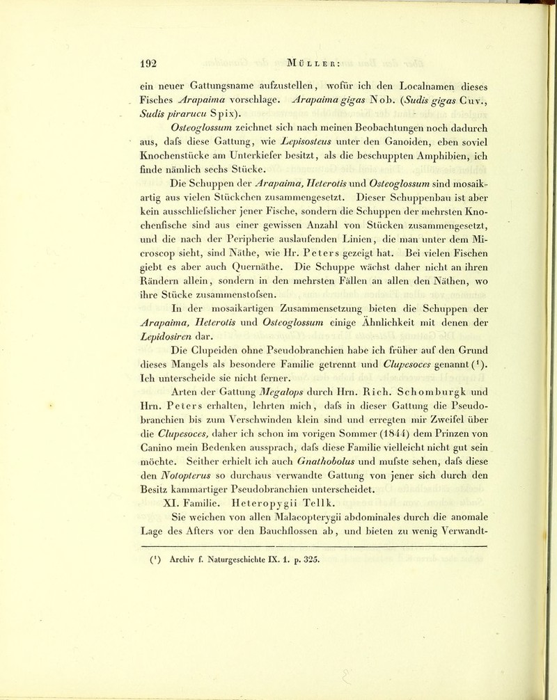 ein neuer Gattungsname aufzustellen, wofür ich den Localnamen dieses Fisches Arapaima voi’schlage. Arapaima gigas Nob. {Sudis gigas Cuv., Sudis pirarucu Spix). Osteoglossum zeichnet sich nach meinen Beobachtungen noch dadurch aus, dafs diese Gattung, wie Lepisosteus unter den Ganoiden, eben soviel Knochenstücke am Unterkiefer besitzt, als die beschuppten Amphibien, ich finde nämlich sechs Stücke. Die Schuppen der Arapaima, Tlelerotis und Osteoglossum sind mosaik- artig aus vielen Stückchen zusammengesetzt. Dieser Schuppenhau ist aber kein ausschliefslicher jener Fische, sondern die Schuppen der mehrsten Kno- chenfische sind aus einer gewissen Anzahl von Stücken zusammengesetzt, und die nach der Peripherie auslaufenden Linien, die man unter dem Mi- croscop sieht, sind Näthe, wie Hr. Peters gezeigt hat. Bei vielen Fischen giebt es aber auch Quernäthe. Die Schuppe wächst daher nicht an ihren Bändern allein, sondern in den mehrsten Fällen an allen den Näthen, wo ihre Stücke ziisammenstofsen. In der mosaikartigen Zusammensetzung bieten die Schuppen der Arapaima, Heterotis und Osteoglossum einige Ähnlichkeit mit denen der Lepidosiren dar. Die Clupeiden ohne Pseudobranchien habe ich früher auf den Grund dieses Mangels als besondere Familie getrennt und Clupesoces Ich unterscheide sie nicht fei’iier. Arten der Gattung Megalops durch Hrn. Rieh. Schomburgk und Hrn. Peters erhalten, lehrten mich, dafs in dieser Gattung die Pseudo- branchien bis zum Vex’schwinden klein sind und erregten mir Zweifel über die Clupesoces, daher ich schon im vorigen Sommer (1844) dem Prinzen von Canino mein Bedenken aussprach, dafs diese Familie vielleicht nicht gut sein möchte. Seither erhielt ich auch Gnathobolus und mufste sehen, dafs diese den Notoptej'us so durchaus verwandte Gattung von jener sich durch den Besitz kammartiger Pseudobranchien unterscheidet. XI. Familie. Heteropygü Tellk. Sie weichen von allen Malacopterygii abdominales durch die anomale Lage des Afters vor den Bauchflossen ab, und bieten zu wenig Verwandt- (’) Archiv f. Naturgeschichte IX, 1. p. 325.