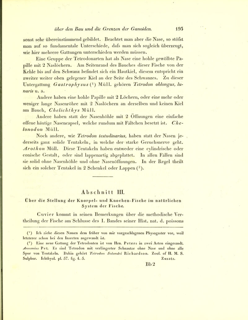 sonst sehr übereinstimmend gebildet. Beachtet man aber die Nase, so stöfst man auf so fundamentale Unterschiede, dafs man sich sogleich überzeugt, wie hier mehrere Gattungen unterschieden werden müssen. Eine Gruppe der Tetrodonarten hat als Nase eine hohle gewölbte Pa- pille mit 2 Naslüchern. Am Seitenrand des Bauches dieser Fische von der Kehle bis auf den Schwanz befindet sich ein Hautkiel, diesem entspricht ein zweiter weiter oben gelegener Kiel an der Seite des Schwanzes. Zu dieser Untergattung Gastrophjsus Müll, gehören Tetrodon ohlongus, lu- nar is u. a. Andere haben eine hohle Papille mit 2 Löchern, oder eine mehr oder weniger lange Naseimöhre mit 2 Naslöchern an derselben und keinen Kiel am Bauch, Chelichthys Müll. Andere haben statt der Nasenhöhle mit 2 Öffnungen eine einfache offene häutige Nasencapsel, welche rundum mit Fältchen besetzt ist. Che- lonodon Müll. Noch andere, wie Tetj'odon iestudinarius, haben statt der Nasen je- , derseits ganz solide Tentakeln, in welche der starke Geruchsnerve geht. Arothon Alüll. Diese Tentakeln haben entweder eine cylindrische oder conische Gestalt, oder sind lappenartig abgeplattet. In allen Fällen sind sie solid ohne Nasenhöhle und ohne Nasenöffnungen. In der Regel theilt sich ein solcher Tentakel in 2 Schenkel oder Lappen (“). Abschnitt III. Über die Stellung der Knorpel- und Knochen-Fische im natürlichen System der Fische. Cuvier kommt in seinen Bemerkungen über die methodische Ver- theilung der Fische am Schlüsse des I. Bandes seiner Hist. nat. d. poissons (*) (*) Ich ziehe diesen Namen dem früher von mir vorgeschlagenen Physogaster vor, weil letzterer schon hei den Insecten angewandt ist. (^) Eine neue Gattung der Tetrodonten ist von Ilrn. Peters in zwei Arten eingesandt. Anosrnius P e t. Es sind Tetrodon mit verlängerter Schnautze ohne Nase und ohne alle Spur von Tentakeln. Dahin gehört Tetrodon Solandri Richardson. Zool. of H. M. S. Sulphur. Ichthyol, pl. 57. fig. 4. 5. Zusatz. Bb2