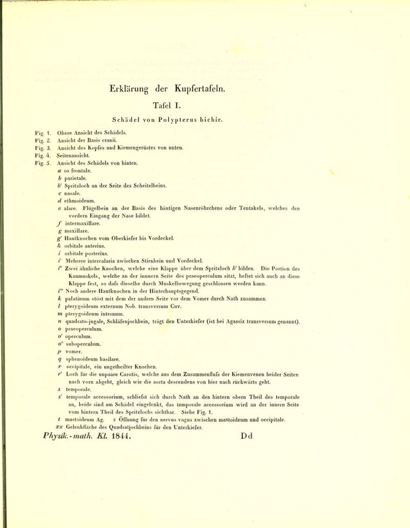 Erklärung der Kupfertafeln. Tafel I. Schädel von Polypterus bichir. Fig. 1. Obere Ansicht des Schädels. Fig. 2. Ansicht der Basis cranii. Fig. .3. Ansicht des Kopfes und Kiemengerüstes von unten. Fig. 4. Seitenansicht. Fig. 5. Ansicht des Schädels von hinten. a OS frontale. b parietale. b' Spritzloch an der Seite des Scheitelbeins. c nasale. d ethmoideum. e alare. Flügelbein an der Basis des häutigen Nasenröhrchens oder Tentakels, welches den vordem Eingang der Nase bildet. J intermaxiUare. g maxillare. Hautknochen vom Oberkiefer bis Vordeckel. h orbitale anterius. i orbitale posterius. i' Mehrere intercalaria zwischen Stirnbein und Vordeckel. i Zwei ähnliche Knochen, welche eine Klappe über dem Spritzloch b’ bilden. Die Portion des Kaumuskels, welche an der innnern Seite des praeoperculum sitzt, heftet sich auch an diese Klappe fest, so dafs dieselbe durch Muskelbewegung geschlossen werden kann. i’ Noch andere Hautknochen in der Hinterhauptsgegend. k palatinum stöst mit dem der andern Seite vor dem Vomer durch Nath zusammen. l pterygoideum externum Nob. transversum Cuv. Tti pterygoideum internum. n quadrato-jugale, Schläfenjochbein, trägt den Unterkiefer (ist bei Agassiz transversum genannt), O praeoperculum. o' operculum. o suboperculum. p vomer. 9 sphenoideum basilare. r occipilale, ein ungetheilter Knochen. r' Loch für die unpaare Carotis, welche aus dem Zusammenflufs der Kiemenvenen beider Seiten nach vorn abgeht, gleich wie die aorta descendens von hier nach rückwärts geht. S temporale. 5’ temjiorale accessorium, schliefst sich durch Nath an den hintern obern Theil des temporale an, beide sind am Schädel eingelenkt, das temporale accessorium wird an der innern Seite vom hintern Theil des Spritzlochs sichtbar. Siehe Fig. 1. t mastoideum Ag. 2 Öffnung für den nervus vagus zwischen mastoideum und occipitale. XX Gelenklläche des Quadratjochbeins für den Unterkiefer. Kl. 1844. Dd