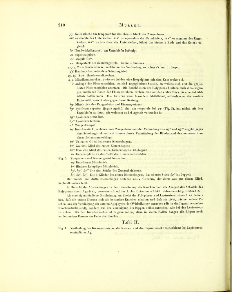yy Gelenkfläche am temporale für das oberste Stück des Zungenbeins. mx OS dentale des Unterkiefers, mx' os operculare des Unterkiefers, mx os angulare des Unter- kiefers, mx' OS articulare des Unterkiefers, bildet das hinterste Ende und das Gelenk zu- gleich. Ib Tdundwinkelknorpel, am Unterkiefer befestigt. SS superscapulare. s's scapula Cuv. cc Hauptstück des Schultergürtels. Cuvier’s humerus. cs, cs. Zwei Fvochenstücke, welche an der Verbindung zwischen s's und cc liegen. ff Hautknochen unter dem Schultergürtel. cp, cp Zwei Handwurzelknochen. 0. Mittelhandknochen, zwischen beiden eine Korpelplatte mit dem Knochenkern |S. S Anfänge der Flossenstralüen, es sind ungegliederte Stücke, an welche sich erst die geglie- derten Flossenstrahlen ansetzen. Die Bauchflossen des Polypterus besitzen auch diese eigen- genthümlichen Basen der Flossenstrahlen, welche man auf den ersten Blick für eine Art Mit- telfufs halten kann. Die Existenz einer besondern Mittelhand, aufserdem an der vordem Extremität, spricht aber gegen diese Deutung. hy Mittelstück des Zungenbeins und Kiemengerüstes. hy hyoideum superius (jugale Agafs.), sitzt am temporale bei yy (Fig. 2), hat nichts mit dem Unterkiefer zu thun, mit welchem es bei Agassiz verbunden ist. hy hyoideum secundum. hy hyoideum tertium. 11 Zuugenknorpel. hc Knochenstück, welches vom Zungenbein von der Verbindung von hy und hy abgeht, gegen den Schultergürtel und mit diesem durch Vermittelung der Bänder und des unpaaren Kno- chens hd zusammenhängt. hr Unterstes Glied des ersten Kiemenbogens. bd' Zweites Glied des ersten Kiemenbogens. bd Oberstes Glied des ersten Kiemenbogens, ist doppelt. rd Knochenplatte an der Stelle der Kiemenhautstrahlen. Fig. 6. Zungenbein und Kiemengerüst besonders. hy Knöchernes Mittelstück. br Hinteres knorpliges Mittelstück. hy, hy, hy’ Die drei Stücke des Zungenbeinhorns. bd, bd', bd, Die 3 Glieder des ersten Kiemenbogens, das oberste Stück bd ist doppelt. Der zweite und dritte Kiemenbogen bestehen aus 2 Gliedern, der vierte aus nur einem Glied. Schlundknochen fehlt. In Hinsicht der Abweichungen in der Bezeichnung der Knochen von der Analyse des Schädels des Polypterus durch Agafsiz, verweise ich auf das Archiv f. Anatomie 1843. Jahresbericht p. CCXXXIX. Als eine eigenthümliche Erscheinung am Skelet des Polypterus und Lepisosteus ist noch zu bemer- ken, dafs die untern Dornen sich als besondere Knochen erhalten und dafs sie nicht, wie bei andern Fi- schen, aus der Vereinigung der unteren Apophysen der Wirbelkörper entstehen (die in der Jugend besondere Knochenstücke sind), sondern aus der Vereinigung der Rippen selbst entstehen, wie bei den Lepisosteus zu sehen. Bei den Knochenfischen ist es ganz anders, denn in vielen Fällen hängen die Rippen noch an den untern Dornen am Ende des Bauches. Tafel II. Fig. 1. Vertheilung der Kiemenarterie an die Kiemen und die respiratorische Nebenkieme bei Lepisosteus semiradiatus Ag.