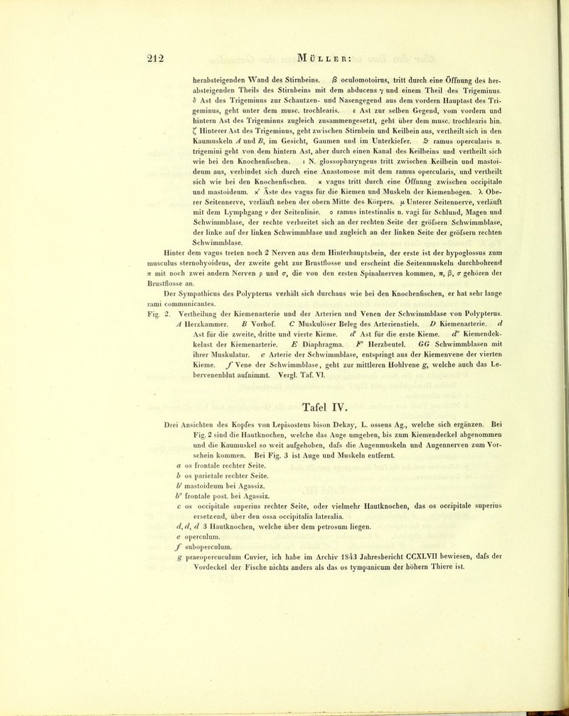 herabsteigenden Wand des Stirnbeins. ß oculomotoirns, tritt durch eine Öffnung des her- absteigenden Theils des Stirnbeins mit dem abducens 7 und einem Theil des Trigeminus. S Ast des Trigeminus zur Schautzen- und Nasengegend aus dem vordem Hauptast des Tri- geminus, gellt unter dem musc. trochlearis. g Ast zur selben Gegend, vom vordem und hintern Ast des Trigeminus zugleich zusammengesetzt, geht über dem musc. trochlearis hin. ^ Hinterer Ast des Trigeminus, geht zwischen Stirnbein und Keilbein aus, vertheilt sich in den Kaumuskeln A und B, im Gesicht, Gaumen und im Unterkiefer. S- ramus opercularis n. trigemini gellt von dem hintern Ast, aber durch einen Kanal des Keilbeins und vertheilt sich wie bei den Knochenfischen. i N. glossopharyngeus tritt zwischen Keilbein und mastoi- deum aus, verbindet sich durch eine Anastomose mit dem ramus opercularis, und vertheilt sich wie bei den Knochenfischen. x vagus tritt durch eine Öffnung zwischen occipitale und mastoideum. x’ Aste des vagus für die Kiemen und Muskeln der Kiemenbogen. X Obe- rer Seitennerve, verläuft neben der obern Mitte des Körpers, f* Unterer Seitennerve, verläuft mit dem Lymphgang v der Seitenlinie. 0 ramus intestinalis n. vagi für Schlund, Magen und Schwimmblase, der rechte verbreitet sich an der rechten Seite der gröfsern Schwimmblase, der linke auf der linken Schwimmblase und zugleich an der linken Seite der gröfsern rechten Schwimmblase. Hinter dem vagus treten noch 2 Nerven aus dem Hinterhauptsbein, der erste ist der hypoglossus zum musculus sternohyoideus, der zweite geht zur Brustflosse und erscheint die Seitenmuskelu durchbohrend n mit noch zwei andern Nerven p und o-, die von den ersten Spinalnerven kommen, tt, ß, <r gehören der Brustflosse an. Der Sympathicus des Polypterus verhält sich durchaus wie bei den Knochenfischen, er hat sehr lange rami communicantes. Fig. 2. Vertheilung der Kiemenarterie und der Arterien und Venen der Schwimmblase von Polypterus. A Herzkammer. B Vorhof. C Muskulöser Beleg des Arterienstiels. D Kiemenarterie. d Ast für die zweite, dritte und vierte Kieme. d' Ast für die erste Kieme. d Kiemendek- kelast der Kiemenarterie. E Diaphragma. F' Herzbeutel. GG Schwimmblasen mit ihrer Muskulatur. e Arterie der Schwimmblase, entspringt aus der Kiemenvene der vierten Kieme. yVene der Schwimmblase, geht zur mittleren Hohlvene g, welche auch das Le- bervenenblut aufnimmt. Vergl. Taf. VI. Tafel IV. Drei Ansichten des Kopfes von Lepisosteus bison Dekay, L. osseus Ag., welche sich ergänzen. Bei Fig. 2 sind die Hautknochen, welche das Auge umgeben, bis zum Kiem'endeckel abgenommen und die Kaumuskel so weit aufgehoben, dafs die Augenmuskeln und Augennerven zum Vor- schein kommen. Bei Fig. 3 ist Auge und Muskeln entfernt, a OS frontale rechter Seite. h OS parietale rechter Seite. b' mastoideum bei Agassiz. b” frontale post, bei Agassiz. c OS occipitale superius rechter Seite, oder vielmehr Hautknochen, das os occipitale superius ersetzend, über den ossa occipitalia lateralia. d,d,d 3 Hautknochen, welche über dem petrosum liegen. e operculum. f suboperculum. g praeopercuculum Cuvier, ich habe im Archiv 1843 Jahresbericht CCXLVII bewiesen, dafs der Vordeukel der Fische nichts anders als das os tympanicum der hohem Thiere ist.