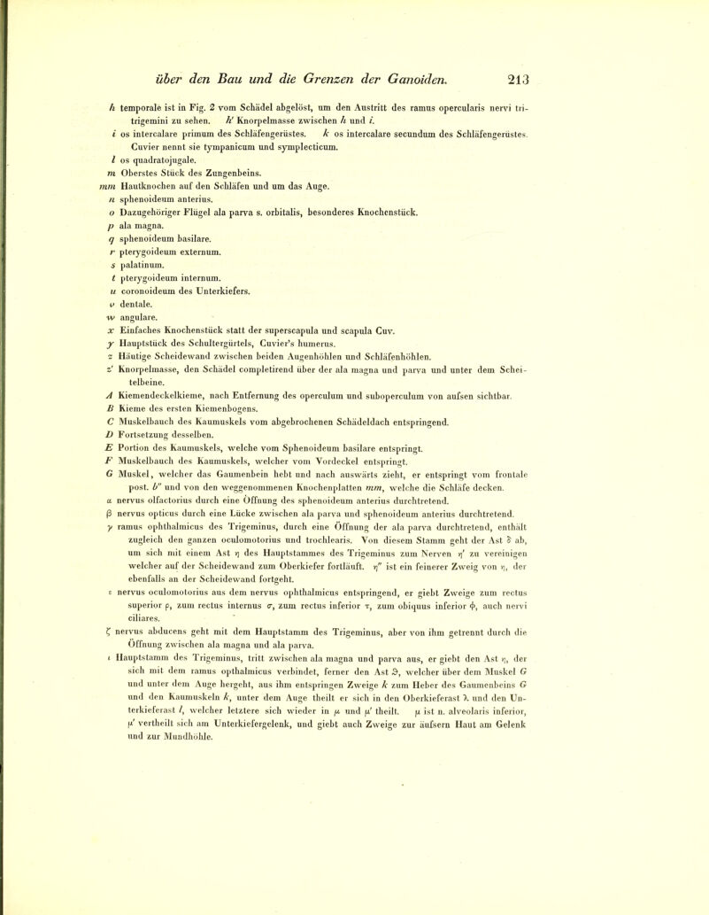 h temporale ist in Fig. 2 vom Schädel abgelöst, um den Austritt des ramus opercularis nervi tii- trigemini zu sehen. h! Rnorpelmasse zwischen h und i. i OS intercalare primum des Schläfengerüstes. k os intercalare secundum des Schläfengerüstes. Cuvier nennt sie tympanicum und symplecticum. l OS quadratojugale. m Oberstes Stück des Zungenbeins. mm Hautknochen auf den Schläfen und um das Auge. n sphenoideum anterius. 0 Dazugehöriger Flügel ala parva s. orbitalis, besonderes Knochenstück. p ala magna. q sphenoideum basilare. r pterygoideum externum. s palatinum. t pterygoideum inlernum. u coronoideum des Unterkiefers. V dentale. w angulare. X Einfaches Knochenstück statt der superscapula und scapula Cuv. y Hauptstück des Schultergürtels, Cuvier’s humerus. z Häutige Scheidewand zwischen beiden Augenhöhlen und Schläfenhöhlen. z' Knorpelmasse, den Schädel completirend über der ala magna und parva und unter dem Schei- telbeine. A Kiemendeckelkieme, nach Entfernung des operculum und suboperculum von aufsen sichtbar. B Kieme des ersten Kiemenbogens. C Muskelbauch des Kaumuskels vom abgebrochenen Schädeldach entspringend. D Fortsetzung desselben. E Portion des Kaumuskels, welche vom Sphenoideum basilare entspringt. F Wluskelbauch des Kaumuskels, welcher vom Vordeckel entspringt. G Muskel, welcher das Gaumenbein hebt und nach auswärts zieht, er entspringt vom frontale post, b und von den weggenommenen Knochenplatten vtm, welche die Schläfe decken. a nervus olfactorius durch eine Öffnung des sphenoideum anterius durchtretend, ß nervus opticus durch eine Lücke zwischen ala j)arva und sphenoideum anterius durchtretend. y ramus ophthalmicus des Trigeminus, durch eine Öffnung der ala parva durchtretend, enthält zugleich den ganzen oculomotorius und trochlearis. Von diesem Stamm geht der Ast S' ab, um sich mit einem Ast »] des Hanptstammes des Trigeminus zum Nerven r{ zu vereinigen welcher auf der Scheidewand ziun Oberkiefer fortläuft, rj ist ein feinerer Zweig von rj, der ebenfalls an der Scheidewand fortgeht. E nervus oculomotorius aus dem nervus ophthalmicus entspringend, er giebt Zweige zum rectus Superior p, zum rectus internus er, zum rectus inferior t, zum obiepius inferior 4>, auch nervi ciliares. ^ nervus abducens geht mit dem Hauptstamm des Trigeminus, aber von ihm getrennt durch die Öffnung zwisclien ala magna und ala j)arva. 1 Hauptstamm des Trigeminus, tritt zwischen ala magna und parva aus, er giebt den Ast »], der sich mit dem ramus optbalmicus verbindet, ferner den Ast B, welcher über dem Muskel G und unter dem Auge hergeht, aus ihm entspringen Zweige k zum Heber des Gaumenbeins G und den Kaumuskeln k, unter dem Auge theilt er sich in den Oberkieferast X und den Un- terkieferast /, welcher letztere sich wieder in pt und pi' theilt. p ist n. alveolaris inferior, ji' vertheilt sich am Unterkiefergelenk, und giebt auch Zweige zur äufsern Haut am Gelenk und zur Mundhöhle.