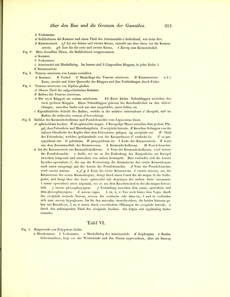 b Vorkammer. a' Gefäfsdrüaen die Kammer und einen Theil des Arterienstiels c bedeckend, wie beim Stör. d Kiemenarterie, ef Ast zur dritten und vierten Kieme, entsteht aus dem obern Ast der Kiemen- arterie. g'Ä Aste für die erste und zweite Kieme, i Zweig zum Kiemendeckel, Fig. 3*. Herz desselben Thiers, die Gefäfsdrüsen weggenommen. a Kammer. b Vorkammer. c Arterienstel mit Muskelbeleg. Im Innern sind 4 Längsreihen Klappen, in jeder Reihe 3. d Kiemenarterie. Fig. 4. Truncus arteriosus von Lamna cornubica. A Kammer. B Vorhof. C Muskellage des Truncus arteriosus. D Kiemenarterie. a b c Erste, zweite und dritte Querreihe der Klappen und ihre Verbindungen durch Fäden. Fig. 5. Truncus arteriosus von Xiphias gladius. A Oberer Theil der aufgeschnittenen Kammer. B Bulbus des Truncus arteriosus. a Die zwei Klappen am ostium arteriosum. bb Zwei kleine Nebenklappen zwischen den Zwei gröfsern Klappen. Diese Nebenklappen gehören bei Kncnihenfiscben zu den Abwei- chungen, zuweilen findet sich nur eine ausgebildet, meist fehlen sie. c Eigenthümliche Schicht des Bulbus, welche in die mittlere Arterienhaut c' übergeht, und im Bulbus die trabeculae carneae d hervorbringt. Fig. 6. Gefäfse der Kiemendeckelkieme und Pseudobranchie vom Lepisosteus bison. A sphenoideum basilare. B ala sphenoidea magna. C Knorpelige Masse zwischen dem grofsen Flü- gel, dem Felsenbein und Hinterhauptbein. D occipitale laterale. E Knochen-Schuppen von der äufsern Oberfläche des Kopfes über dem Felsenbeine gelegen, Ag. occipitale ext. E' Theil des Felsenbeins, welches gröfstentheils von der Knorpelmasse C verdeckt ist. F os pte- rygoideum ext. G palatinum. H pterygoideum int. J Ende der Kiemenarterie. K Aorta aus dem Zusammenflufs der Kiemenvenen. L Kiemendeckelkieme. Ä1 Pseudobranchie. a Ast der Kiemenarterie zur Kiemendeckelkieme. b Vene der Kiemendeckelkieme, wird Arterie der Pseudobranchie. c Stelle, wo sie an der Einlenkung des Zungenbeins am Knorpel zwischen temporale und intercalare von aufsen herumgeht. Hier verbindet sich die Arteria hyoideo-opercularis c', die aus der Fortsetzung der Kiemenvene des ersten Kiemenbogens nach unten entspringt, mit der Arterie der Pseudobranchie. d Vene der Pseudobranchie, wird carotis interna. g, h Erste bis vierte Kiemenvene, e' carotis externa, aus der Kiemenvene des ersten Kiemenbogens, dringt durch einen Canal der ala magna in die Schlä- grube, und hängt über der basis sphenoidei mit derjenigen der andern Seite zusammen. i ramus opercularis nervi Irigemini, wo er aus dem Knochencanal in der ala magna hervor- tritt. ] nervus glossopharyngeus. j' Verbindung zwischen dem ramus opercularis und dem glossopharyngeus. k nervus vagus. l, m, n, o Vier noch hinter dem Vagus durch das occipitale tretende Nerven, wovon der vorderste sehr dünn ist, l und m verbinden sich zum nervus hypoglossus Im für den musculus sternohyoideus, die beiden hinteren ge- hen zur Brustflosse, l, m, n treten durch verschiedene Öffnungen des occipitale laterale, o durch den aufsteigenden Theil des occipitale basilare. Sie folgen sich regelmäfsig hinter einander. Tafel VI. Fig. 1. Eingeweide von Polypterus bichir. a Herzkammer, b Vorkammer. c Muskelbeleg des Arterienstiels, d diaphragma. e Rechte Schwimmblase, liegt vor der Wirbelsäule und den Nieren angewachsen, über sie hinweg