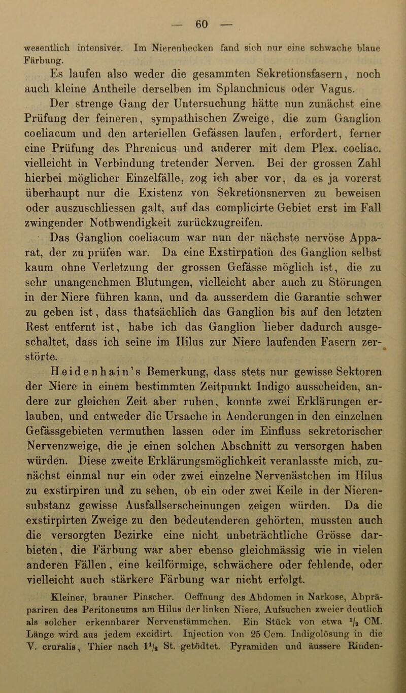 wesentlich intensiver. Im Nierenbecken fand sich nur eine schwache blaue Färbung. Es laufen also weder die gesammten Sekretionsfasern, noch auch kleine Antheile derselben im Splanchnicus oder Vagus. Der strenge Gang der Untersuchung hätte nun zunächst eine Prüfung der feineren, sympathischen Zweige, die zum Ganglion coeliacum und den arteriellen Gefässen laufen, erfordert, ferner eine Prüfung des Phrenicus und anderer mit dem Plex. coeliac. vielleicht in Verbindung tretender Nerven. Bei der grossen Zahl hierbei möglicher Einzelfälle, zog ich aber vor, da es ja vorerst überhaupt nur die Existenz von Sekretionsnerven zu beweisen oder auszuschliessen galt, auf das complicirte Gebiet erst im Fall zwingender Nothwendigkeit zurückzugreifen. Das Ganglion coeliacum war nun der nächste nervöse Appa- rat, der zu prüfen war. Da eine Exstirpation des Ganglion selbst kaum ohne Verletzung der grossen Gefässe möglich ist, die zu sehr unangenehmen Blutungen, vielleicht aber auch zu Störungen in der Niere führen kann, und da ausserdem die Garantie schwer zu geben ist, dass thatsächlich das Ganglion bis auf den letzten Rest entfernt ist, habe ich das Ganglion lieber dadurch ausge- schaltet, dass ich seine im Hilus zur Niere laufenden Fasern zer-^ störte. Heidenhain’s Bemerkung, dass stets nur gewisse Sektoren der Niere in einem bestimmten Zeitpunkt Indigo ausscheiden, an- dere zur gleichen Zeit aber ruhen, konnte zwei Erklärungen er- lauben, und entweder die Ursache in Aenderungen in den einzelnen Gefässgebieten vermuthen lassen oder im Einfluss sekretorischer Nervenzweige, die je einen solchen Abschnitt zu versorgen haben würden. Diese zweite Erklärungsmöglichkeit veranlasste mich, zu- nächst einmal nur ein oder zwei einzelne Nervenästchen im Hilus zu exstirpiren und zu sehen, ob ein oder zwei Keile in der Nieren- substanz gewisse Ausfallserscheinungen zeigen würden. Da die exstirpirten Zweige zu den bedeutenderen gehörten, mussten auch die versorgten Bezirke eine nicht unbeträchtliche Grösse dar- bieten, die Färbung war aber ebenso gleichmässig wie in vielen anderen Fällen, eine keilförmige, schwächere oder fehlende, oder vielleicht auch stärkere Färbung war nicht erfolgt. Kleiner, brauner Pinscher. Oeffnung des Abdomen in Narkose, Abprä- pariren des Peritoneums am Hilus der linken Niere, Aufsuchen zweier deutlich als solcher erkennbarer Nervenstämmchen. Ein Stück von etwa CM. Länge wird aus jedem excidirt. Injection von 25 Ccm. Indigolösung in die V. cruralis, Thier nach l*/j St. getödtet. Pyramiden und äussere Rinden-