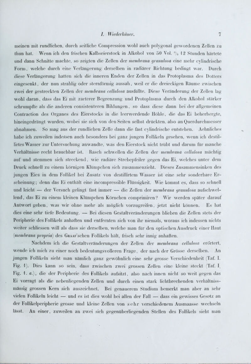 meinen mit rundlichen, durch seitliche Compression wohl auch polygonal gewordenen Zellen zu tliun hat. Wenn ich den frischen Kalbseierstock in Alkohol von 50 Yol. % 12 Stunden härtete und dann Schnitte machte, so zeigten die Zellen der membrana granulosa eine mehr cylindrische Form, welche durch eine Verlängerung derselben in radiärer Richtung bedingt war. Durch diese Verlängerung hatten sich die inneren Enden der Zellen in das Protoplasma des Dotters eingesenkt , der nun strahlig oder sternförmig aussah, weil er die dreieckigen Räume zwischen zwei der gestreckten Zellen der membrana cellulosa ausfüllte. Diese Veränderung der Zellen lag wohl daran, dass das Ei mit zarterer Begrenzung und Protoplasma durch den Alkohol stärker schrumpfte als die anderen consistenteren Bildungen, so dass diese dann bei der allgemeinen Contraction des Organes des Eierstocks in die leerwerdende Höhle, die das Ei beherbergte, hineingedrängt wurden, wobei sie sich von den Seiten selbst drückten, also an Querdurchmesser abnahmen. So mag aus der rundlichen Zelle dann die fast cylindrische entstehen. Aehnliches habe ich zuweilen indessen auch besonders bei ganz jungen Follikeln gesehen, wenn ich destil- lirtes Wasser zur Untersuchung anwandle, was den Eierstock nicht trübt und darum für manche Verhältnisse recht brauchbar ist. Rasch schwellen die Zellen der membrana cellulosa mächtig auf und stemmen sich streckend, wie radiäre Strebepfeiler gegen das Ei, welches unter dem Druck schnell zu einem körnigen Klümpchen sich zusammenzieht. Dieses Zusammensinken des jungen Eies in dem Follikel bei Zusatz von destillirtem Wasser ist eine sehr sonderbare Er- scheinung ; denn das Ei enthält eine incompressible Flüssigkeit. Wie kommt es, dass so schnell und leicht — der Versuch gelingt last immer — die Zellen der membrana granulosa aufschwel- lend, das Ei zu einem kleinen Klümpchen Körnchen comprimiren? Wir werden später darauf Antwort geben, was wir ohne mehr als möglich vorzugreifen, jetzt nicht können. Es hat dies eine sehr tiefe Bedeutung. — Bei diesen Gestaltveränderungen blieben die Zellen stets der Peripherie des Follikels anhaften und entfernten sich von ihr niemals, woraus ich indessen nichts weiter schliessen will als dass sie derselben, welche man für den optischen Ausdruck einer Haut [membrana proprio) des GiuAF’schen Follikels hält, frisch sehr innig anhaften. Nachdem ich die Gestaltveränderungen der Zellen der membrana cellulosa erörtert, wende ich mich zu einer noch bedeutungsvolleren Frage, der nach der Grösse derselben. An jungen Follikeln sieht man nämlich ganz gewöhnlich eine sehr grosse Verschiedenheit (Taf. I. Fig. 1). Dies kann so sein, dass zwischen zwei grossen Zellen eine kleine steckt Taf. I. Fig. 1. a.), die der Peripherie des Follikels aufsitzt , also nach innen nicht so weit gegen das Ei vorragt als die nebenliegenden Zellen und durch einen stark lichtbrechenden verhällniss- mässig grossen Kern sich auszeichnet. Bei genauerem Studium bemerkt man aber an sehr vielen Follikeln leicht — und es ist dies wohl bei allen der Fall — dass ein gewisses Gesetz an der Follikelperipherie grosse und kleine Zellen von sehr verschiedenem Ausmaasse wechseln lässt. An einer, zuweilen an zwei sich gegenüberliegenden Stellen des Follikels sieht man