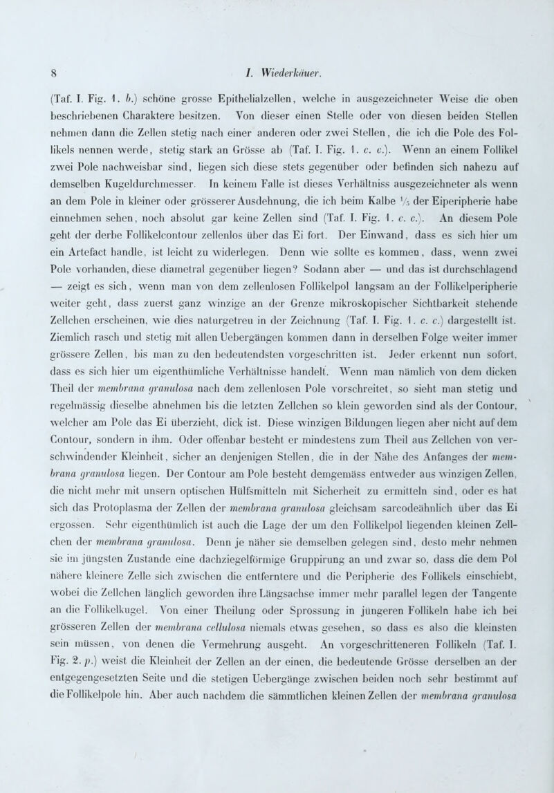 (Taf. I. Fig. 1. b.) schöne grosse Epithelialzellen, welche in ausgezeichneter Weise die oben beschriebenen Charaktere besitzen. Von dieser einen Stelle oder von diesen beiden Stellen nehmen dann die Zellen stetig nach einer anderen oder zwei Stellen, die ich die Pole des Fol- likels nennen werde, stetig stark an Grösse ab (Taf. I. Fig. I. c. c.). Wenn an einem Follikel zwei Pole nachweisbar sind, liegen sich diese stets gegenüber oder befinden sich nahezu auf demselben Kugeldurchmesser. In keinem Falle ist dieses Verhältnis ausgezeichneter als wenn an dem Pole in kleiner oder grösserer Ausdehnung, die ich beim Kalbe Vs der Eiperipherie habe einnehmen sehen, noch absolut gar keine Zellen sind (Taf. I. Fig. I. c. c.). An diesem Pole geht der derbe Follikelcontour zellenlos über das Ei fort. Der Einwand, dass es sich hier um ein Artefact handle, ist leicht zu widerlegen. Denn wie sollte es kommen, dass, wenn zwei Pole vorhanden, diese diametral gegenüber liegen? Sodann aber — und das ist durchschlagend — zeigt es sich, wenn man von dem zellenlosen Follikelpol langsam an der Follikelperipherie weiter geht, dass zuerst ganz winzige an der Grenze mikroskopischer Sichtbarkeit stehende Zellchen erscheinen, wie dies naturgetreu in der Zeichnung (Taf. I. Fig. I. c. c.) dargestellt ist. Ziemlich rasch und stetig mit allen Uebergängen kommen dann in derselben Folge weiter immer grössere Zellen, bis man zu den bedeutendsten vorgeschritten ist. Jeder erkennt nun sofort, dass es sich hier um eigenthümliche Verhältnisse handelt. Wenn man nämlich von dem dicken Tlieil der membrana granulosa nach dem zellenlosen Pole vorschreitet, so sieht man stetig und regelmässig dieselbe abnehmen bis die letzten Zellchen so klein geworden sind als der Contour, welcher am Pole das Ei überzieht, dick ist. Diese winzigen Bildungen liegen aber nicht auf dem Contour, sondern in ihm. Oder offenbar besteht er mindestens zum Theil aus Zellchen von ver- schwindender Kleinheit, sicher an denjenigen Stellen, die in der Nähe des Anfanges der mem- brana granulosa liegen. Der Contour am Pole besteht demgemäss entweder aus winzigen Zellen, die nicht mehr mit unsern optischen Hülfsmitteln mit Sicherheit zu ermitteln sind, oder es hat sich das Protoplasma der Zellen der membrana granulosa gleichsam sarcodeähnlich über das Ei ergossen. Sehr eigenthümlich ist auch die Lage der um den Follikel pol liegenden kleinen Zell- chen der membrana granulosa. Denn je näher sie demselben gelegen sind, desto mehr nehmen sie im jüngsten Zustande eine dachziegelförmige Gruppirung an und zwar so, dass die dem Pol nähere kleinere Zelle sich zwischen die entferntere und die Peripherie des Follikels einschiebt, wobei die Zellchen länglich geworden ihre Längsachse immer mehr parallel legen der Tangente an die Follikelkugel. Von einer Theilung oder Sprossung in jüngeren Follikeln habe ich bei grösseren Zellen der membrana cellulosa niemals etwas gesehen, so dass es also die kleinsten sein müssen, von denen die Vermehrung ausgeht. An vorgeschritteneren Follikeln (Taf. I. Fig. 2. p.) weist die Kleinheit der Zellen an der einen, die bedeutende Grösse derselben an der entgegengesetzten Seite und die stetigen Uebergänge zwischen beiden noch sehr bestimmt auf die Follikelpole hin. Aber auch nachdem die sämmtlichen kleinen Zellen der membrana granulosa