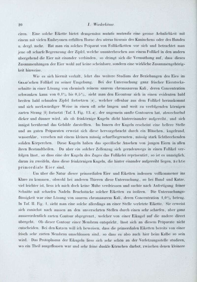 ciren. Eine solche Eikette bietet demgemäss mulatis mutandis eine grosse Aehnlichkeit mit einem mit vielen Embryonen erfüllten Hörne des ulerns bicornis des Kaninchens oder des Hundes u. dergl. mehr. Hat man ein solches Präparat von Follikelketten vor sich und betrachtet man jene oft scharfe Begrenzung der Zipfel, welche ununterbrochen aus einem Follikel in den andern übergehend die Eier mit einander verbinden, so drängt sich die Vermuthung auf, dass dieses Zusammenhängen der Eier wohl auf keine scheinbare, sondern eine wirkliche Zusammengehörig- keit hinweise. Wie es sich hiermit verhält , lehrt das weitere Studium der Beziehungen des Eies im GiuAF’schen Follikel zu seiner Umgebung. Bei der Untersuchung ganz frischer Eierstocks- schnitte in einer Lösung von chemisch reinem saurem chromsaurem Kali, deren Concentration schwanken kann von 0,1% bis 0,5%, sieht man den Eicontour sich in einen evidenten bald breiten bald schmalen Zipfel fortsetzen (a), welcher offenbar aus dem Follikel herauskommt und sich merkwürdiger Weise in einen oft sehr langen und weit zu verfolgenden körnigen zarten Strang (b) fortsetzt (Taf. I. Fig. 13. a), der ungemein sanfte Contouren hat, abwechselnd dicker und dünner wird, als ob feinkörnige Kugeln dicht hintereinander aufgereiht, und sich innigst berührend das Gebilde darstellten. Im Innern der Kugeln erscheint eine hellere Stelle und an guten Präparaten erweist sich diese hervorgebracht durch ein Bläschen, kugelrund, wasserklar, versehen mit einem kleinen mässig scharfbegrenzten, mässig stark lichtbrechenden soliden Körperchen. Diese Kugeln haben das specifische Ansehen von jungen Eiern in allen ihren Bestandtheilen. Da aber ein solcher Zellenzug sich geradenwegs in einen Follikel ver- folgen lässt, so dass eine der Kugeln des Zuges das Follikelei repräsentirt, so ist es unmöglich, daran zu zweifeln, dass diese feinkörnigen Kugeln, die hinter einander aufgereiht liegen, ächte primordiale Eier sind. Um über die Natur dieser primordialen Eier und Eiketten indessen vollkommener ins Klare zu kommen, obwohl bei anderen Thieren diese Untersuchung, so bei Hund und Katze, viel leichter ist, liess ich mich doch keine Mühe verdriessen und suchte nach Anfertigung feiner Schnitte mit scharfen Nadeln Bruchstücke solcher Eiketten zu isoliren. Die Untersuchungs- flüssigkeit war eine Lösung von saurem chromsaurem Kali, deren Concentration 1,0% betrug. In Taf. II. Fig. 1. sieht man eine solche allerdings an einer Stelle verletzte Eikette. Sie erweist sich zunächst nach aussen an den unversehrten Stellen durch einen sehr scharfen, aber ganz ausserordentlich zarten Contour abgegrenzt, welcher von einer Eikugel auf die andere direct übergeht. Ob dieser Contour einer Membran entspricht, lässt sich an diesem Präparate nicht entscheiden. Bei den Katzen will ich beweisen, dass die primordialen Eiketten bereits von einer frisch sehr zarten Membran umschlossen sind, so dass es also auch hier beim Kalbe so sein wird. Das Protoplasma der Eikugeln liess sich sehr schön an der Verletzungsstelle studiren, wo ein Tlieil ausgeflossen war und sehr feine dunkle Körnchen darbot, zwischen denen kleinere