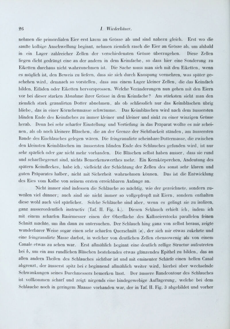 nehmen die primordialen Eier erst kaum an Grösse ab und sind nahezu gleich. Erst wo die sanfte kolhige Anschwellung beginnt, nehmen ziemlich rasch die Eier an Grösse ab, um alsbald in ein Lager zahlreicher Zellen der verschiedensten Grösse tiberzugehen. Diese Zellen liegen dicht gedrängt eine an der andern in dem Keimfache, so dass hier eine Sonderung zu Eiketten durchaus nicht wahrzunehmen ist. Die Sache muss man sich mit den Eiketten, wenn es möglich ist, den Beweis zu liefern, dass sie sich durch Knospung vermehren, was später ge- schehen wird, demnach so vorstellen, dass aus einem Lager kleiner Zellen, die das Keimfach bilden, Eifäden oder Eiketten hervorsprossen. Welche Veränderungen nun gehen mit den Eiern vor bei dieser starken Abnahme ihrer Grösse in dem Keimfache ? Am stärksten sieht man den ziemlich stark granulirten Dotter abnehmen, als ob schliesslich nur das Keimbläschen übrig bliebe, das in einer Körnchenmasse schwämme. Das Keimbläschen wird nach dem äussersten blinden Ende des Keimfaches zu immer kleiner und kleiner und sinkt zu einer winzigen Grösse herab. Denn bei sehr scharfer Einstellung und Vertiefung in das Präparat wollte es mir schei- nen, als ob noch kleinere Bläschen, die an der Grenze der Sichtbarkeit ständen, am äussersten Bande des Eischlauches gelegen wären. Die feingranulirte scheinbare Dottermasse, die zw ischen den kleinsten Keimbläschen im äussersten blinden Ende des Schlauches gefunden wird, ist nur sehr spärlich oder gar nicht mehr vorhanden. Die Bläschen selbst haben ausser, dass sie rund und scharfbegrenzt sind, nichts Bemerkenswerthes mehr. Ein Kernkörperchen, Andeutung des spätem Keimfleckes, habe ich, vielleicht der Schichtung der Zellen des sonst sehr klaren und guten Präparates halber, nicht mit Sicherheit wahrnehmen können. Das ist die Entwicklung des Eies vom Kalbe von seinem ersten erreichbaren Anfänge an. 'Nicht immer sind indessen die Schläuche so mächtig, wie der gezeichnete, sondern zu- weilen viel dünner; auch sind sie nicht immer so vollgepfropft mit Eiern, sondern enthalten diese wohl auch viel spärlicher. Solche Schläuche sind aber, wenn es gelingt sie zu isoliren, ganz ausserordentlich instructiv (Taf. II. Fig. 4.). Diesen Schlauch erhielt ich, indem ich mit einem scharfen Rasirmesser einen der Oberfläche des Kalbseierstocks parallelen feinen Schnitt machte, um ihn dann zu untersuchen. Der Schlauch hing ganz von selbst heraus, zeigte wunderbarer Weise sogar einen sehr scharfen Querschnitt (a), der sich mir etwas zukehrte und eine feingranulirte Masse darbot, in welcher von deutlichen Zellen ebensowenig als von einem Canale etwas zu sehen war. Erst allmählich beginnt eine deutlich zellige Structur aufzutreten bei b, um ein aus rundlichen Bläschen bestehendes etwas glänzendes Epithel zu bilden, das an allen andern Theilen des Schlauches sichtbar ist und mit eminenter Schärfe einen hellen Canal abgrenzt, der äusserst spitz bei c beginnend allmählich weiter wird, hierbei aber wechselnde Schwankungen seines Durchmessers bemerken lässt. Der äussere Randcontour des Schlauches ist vollkommen scharf und zeigt nirgends eine bindegewebige Auflagerung, W'elche bei dem