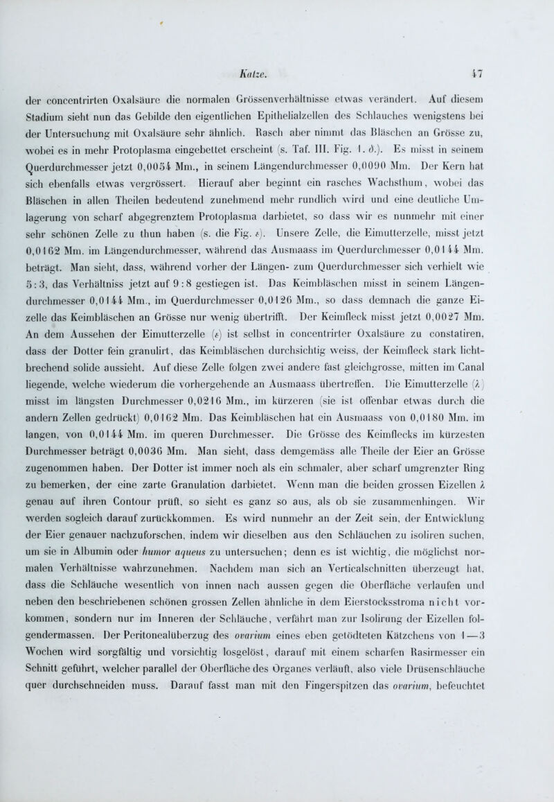 der concentrirten Oxalsäure die normalen Grössenverhältnisse etwas verändert. Auf diesem Stadium sieht nun das Gebilde den eigentlichen Epithelialzellen des Schlauches wenigstens bei der Untersuchung mit Oxalsäure sehr ähnlich. Rasch aber nimmt das Bläschen an Grösse zu, wobei es in mehr Protoplasma eingebettet erscheint (s. Taf. III. Fig. I. d.). Es misst in seinem Querdurchmesser jetzt 0,0054 Mm., in seinem Längendurchmesser 0,0090 Mm. Der Kern hat sich ebenfalls etwas vergrössert. Hierauf aber beginnt ein rasches Wachsthum, wobei das Bläschen in allen Theilen bedeutend zunehmend mehr rundlich wird und eine deutliche Um- lagerung von scharf abgegrenztem Protoplasma darbietet, so dass wir es nunmehr mit einer sehr schönen Zelle zu thun haben (s. die Fig. f). Unsere Zelle, die Eimutterzelle, misst jetzt 0,0 IG2 Mm, im Längendurchmesser, während das Ausmaass im Querdurchmesser 0,0144 Mm. beträgt. Man sieht, dass, während vorher der Längen- zum Querdurchmesser sich verhielt wie 5:3, das Verhältniss jetzt auf 9:8 gestiegen ist. Das Keimbläschen misst in seinem Längen- durchmesser 0,0144 Mm., im Querdurchmesser 0,0126 Mm., so dass demnach die ganze Ei- zelle das Keimbläschen an Grösse nur wenig übertrifft. Der Keimfleck misst jetzt 0,0027 Mm. An dem Aussehen der Eimutterzelle («) ist selbst in concentrirter Oxalsäure zu constatiren, dass der Dotter fein granulirt, das Keimbläschen durchsichtig weiss, der Keimlleck stark licht- brechend solide aussieht. Auf diese Zelle folgen zwei andere fast gleichgrosse, mitten im Canal liegende, welche wiederum die vorhergehende an Ausmaass übertreffen. Die Eimutterzelle (/.) misst im längsten Durchmesser 0,0216 Mm., im kürzeren (sie ist offenbar etwas durch die andern Zellen gedrückt) 0,0162 Mm. Das Keimbläschen hat ein Ausmaass von 0,0180 Mm. im langen, von 0,0144 Mm. im queren Durchmesser. Die Grösse des Keimflecks im kürzesten Durchmesser beträgt 0,0036 Mm. Man sieht, dass demgemäss alle Theile der Eier an Grösse zugenommen haben. Der Dotter ist immer noch als ein schmaler, aber scharf umgrenzter Ring zu bemerken, der eine zarte Granulation darbietet. Wenn man die beiden grossen Eizellen ?. genau auf ihren Contour prüft, so sieht es ganz so aus, als ob sie zusammenhingen. Wir werden sogleich darauf zurückkommen. Es wird nunmehr an der Zeit sein, der Entwicklung der Eier genauer nachzuforschen, indem wir dieselben aus den Schläuchen zu isoliren suchen, um sie in Albumin oder humor aqueus zu untersuchen; denn es ist wichtig, die möglichst nor- malen Verhältnisse w^ahrzunehmen. Nachdem man sich an Verticalschnitten überzeugt hat, dass die Schläuche wesentlich von innen nach aussen gegen die Oberfläche verlaufen und neben den beschriebenen schönen grossen Zellen ähnliche in dem Eierstocksstroma nicht Vor- kommen, sondern nur im Inneren der Schläuche, verfährt man zur Isolirung der Eizellen fol- gendermassen. Der Peritonealüberzug des ovarium eines eben getödteten Kätzchens von I—3 Wochen wird sorgfältig und vorsichtig losgelöst, darauf mit einem scharfen Rasirmesser ein Schnitt geführt, welcher parallel der Oberfläche des Organes verläuft, also viele Drüsenschläuche quer durchschneiden muss. Darauf fasst man mit den Fingerspitzen das ovarium, befeuchtet