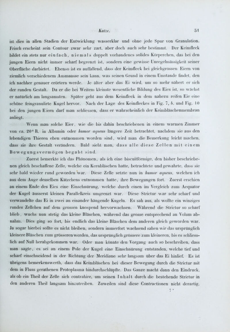 Frisch erscheint sein Contour zwar sehr zart, aber doch auch sehr bestimmt. Der Keimfleck bildet ein stets nur einfach, niemals doppelt vorhandenes solides Körperchen, das bei den jungen Eiern nicht immer scharf begrenzt ist, sondern eine gewisse Unregelmässigkeit seiner Oberfläche darbietet. Ebenso ist es auffallend, dass der Keimfleck bei gleichgrossen Eiern von ziemlich verschiedenem Ausmaasse sein kann, was seinen Grund in einem Umstande findet, den ich nachher genauer erörtern werde. Je älter aber das Ei wird, um so mehr nähert er sich der runden Gestalt. Da er die bei Weitem kleinste wesentliche Bildung des Eies ist. so wächst er natürlich am langsamsten. Später geht aus dem Keimfleck in dem nahezu reifen Eie eine schöne feingranulirte Kugel hervor. Nach der Lage des Keimfleckes in Fig. 7, b. und Fig. 10 bei den jungen Eiern darf man schliessen, dass er wahrscheinlich der Keimbläschenmembran anliegt. Wenn man solche Eier, wie die bis dahin beschriebenen in einem warmen Zimmer von ca. 20° R. in Albumin oder humor aqueus längere Zeit betrachtet, nachdem sie aus den lebendigen Thieren eben entnommen worden sind, wird man die Bemerkung leicht machen, dass sie ihre Gestalt verändern. Bald sieht man, dass alle diese Zellen mit einem Bewegungsvermögen begabt sind. Zuerst bemerkte ich das Phänomen, als ich eine biscuitförmige, den bisher beschriebe- nen gleich beschaffene Zelle, welche ein Kernbläschen hatte, betrachtete und gewahrte, dass sie sehr bald wieder rund geworden war. Diese Zelle setzte nun in humor aqueus, welchen ich aus dem Auge desselben Kätzchens entnommen hatte, ihre Bewegungen fort. Zuerst erschien an einem Ende des Eies eine Einschnürung, welche durch einen im Vergleich zum Aequator der Kugel äusserst kleinen Parallelkreis umgrenzt war. Diese Strictur war sehr scharf und verwandelte das Ei in zwei an einander hängende Kugeln. Es sah aus, als wollte ein winziges rundes Zellchen auf dem grossen knospend hervorwachsen. Während die Strictur so scharf blieb , wuchs nun stetig das kleine Bläschen, während das grosse entsprechend an Volum ab- nahm. Dies ging so fort, bis endlich das kleine Bläschen dem anderen gleich geworden war. Ja sogar hierbei sollte es nicht bleiben, sondern immerfort wachsend sahen wir das ursprünglich kleinere Bläschen zum grösseren werden, das ursprünglich grössere zum kleineren, bis es schliess- lich auf Null herabgekommen war. Oder man könnte den Vorgang auch so beschreiben, dass man sagte, es sei an einem Pole der Kugel eine Einschnürung entstanden, welche tief und scharf einschneidend in der Richtung der Meridiane sehr langsam über das Ei hinlief. Es ist übrigens bemerkenswert!}, dass das Keimbläschen bei dieser Bewegung durch die Strictur mit dem in Fluss gerathenen Protoplasma hindurchschlüpfte. Das Ganze macht dann den Eindruck, als ob ein Theil der Zelle sich contrahire, um seinen Inhalt durch die bestehende Strictur in den anderen Theil langsam hinzutreiben. Zuweilen sind diese Contractionen nicht derartig,