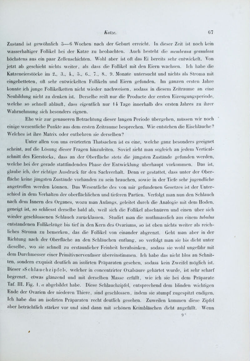 Zustand ist gewöhnlich 5—6 Wochen nach der Geburt erreicht. In dieser Zeit ist noch kein wasserhaltiger Follikel bei der Katze zu beobachten. Auch besteht die membrana granulosa höchstens aus ein paar Zellenschichten. Wohl aber ist oft das Ei bereits sehr entwickelt. Von jetzt ab geschieht nichts weiter, als dass die Follikel mit den Eiern wachsen. Ich habe die Katzeneierstöcke im 2., 3., 4., 5., 6., 7., 8., 9. Monate untersucht und nichts als Stroma mit eingebetteten, oft sehr entwickelten Follikeln und Eiern gefunden. Im ganzen ersten Jahre konnte ich junge Follikelketten nicht wieder nachweisen, sodass in diesem Zeiträume an eine Neubildung nicht zu denken ist. Derselbe reift nur die Producte der ersten Eizeugungsperiode, welche so schnell abläuft, dass eigentlich nur 14 Tage innerhalb des ersten Jahres zu ihrer Wahrnehmung sich besonders eignen. Ehe wir zur genaueren Betrachtung dieser langen Periode übergehen, müssen wir noch einige wesentliche Punkte aus dem ersten Zeiträume besprechen. Wie entstehen die Eischlauche? Welches ist ihre Matrix oder entbehren sie derselben? Unter allen von uns erörterten Thatsachen ist es eine, welche ganz besonders geeignet scheint, auf die Lösung dieser Fragen hinzuleiten. Soviel sieht man sogleich an jedem Verlical- schnitt des Eierstocks, dass an der Oberfläche stets die jüngsten Zustände gefunden werden, welche bei der gerade stattfindenden Phase der Entwicklung überhaupt Vorkommen. Das ist, glaube ich, der richtige Ausdruck für den Sachverhalt. Denn er gestattet, dass unter der Ober- fläche keine jüngsten Zustände vorhanden zu sein brauchen, sowie in der Tiefe sehr jugendliche angetroffen werden können. Das Wesentliche des von mir gefundenen Gesetzes ist der Unter- schied in dem Verhalten der oberflächlichen und tieferen Partien. Verfolgt man nun den Schlauch nach dem Innern des Organes, wozu man Anfangs, geleitet durch die Analogie mit dem Hoden, geneigt ist, so schliesst derselbe bald ab, weil sich die Follikel abschnüren und einen über sich wieder geschlossenen Schlauch zurücklassen. Studirt man die muthmasslich aus einem tubulus entstandenen Follikelzüge bis tief in den Kern des Ovariums, so ist eben nichts weiter als reich- liches Stroma zu bemerken, das die Follikel von einander abgrenzt. Geht man aber in der Richtung nach der Oberfläche an den Schläuchen entlang, so verfolgt man sie bis dicht unter dieselbe, wo sie schnell zu erstaunlicher Feinheit herabsinken, sodass sie wohl ungefähr mit dem Durchmesser einer Primitivnervenfaser übereinstimmen. Ich habe das nicht blos an Schnit- ten, sondern exquisit deutlich an isolirten Präparaten gesehen, sodass kein Zweifel möglich ist. Dieser »Schlauchzipfel«, welcher in concentrirter Oxalsäure gehärtet wurde, ist sehr scharf begrenzt, etwas glänzend und mit derselben Masse erfüllt, wie ich sie bei dem Präparate Taf. III. Fig. I. « abgebildet habe. Diese Schlauchzipfel, entsprechend dem blinden wichtigen Ende der Ovarien der niederen Thiere, sind geschlossen, indem sie stumpf zugespitzt endigen. Ich habe das an isolirten Präparaten recht deutlich gesehen. Zuweilen kommen diese Zipfel aber beträchtlich stärker vor und sind dann mit schönen Keimbläschen dicht angefüllt. Wenn 9* *