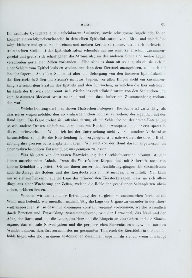 Die schönste Cylinderzelle mit scheinbarem Ausläufer, sowie sehr grosse kugelrunde Zellen kommen einträchtig nebeneinander in demselben Epithelialstratum vor. Birn- und spindelför- mige, kleinere und grössere, mit einem und mehren Kernen versehene, lassen sich nachweisen. An einzelnen Stellen ist das Epilhelialstratum scheinbar nur aus einer Zellenschicht zusammen- gesetzt und grenzt sich scharf gegen das Stroma ab; an der anderen Stelle sind mehre Lagen verschieden gestalteter Zellen vorhanden. Hier sieht es dann oft so aus, als ob sie sich in einer Schicht vom Epithel loslösen wollten, um dann dem Eierstock anzugehören, d. h. sich auf ihn abzulagern. An vielen Stellen ist aber ein Uebergang von den äusseren Epithelialzellen des Eierstocks in Zellen des Stroma’s nicht zu läugnen, vor allen Dingen nicht ein Zusammen- hang zwischen dem Stratum des Epithels und den Schläuchen, in welchen die Eier entstehen. Im Laufe der Entwicklung trennt sich wieder das epitheliale Stratum von den Schläuchen und kein bestimmtes Merkmal weist mehr darauf hin, dass früher ein Zusammenhang vorhan- den war. Welche Deutung darf man diesen Thatsachen beilegen? Die Sache ist zu wichtig, als dass ich es wagen möchte, den so wahrscheinlichen Schluss zu ziehen, der eigentlich auf der Hand liegt. Die Frage drehet sich offenbar darum, ob die Schläuche bei der ersten Entstehung so wie andere Drüsen einfach aus dem äusseren Epithel hervorsprossten oder erst später in dieses hineinwuchsen. Wenn sich bei der Untersuchung nicht ganz besondere Verhältnisse herausstellen, so dürfte die Entscheidung der vorgelegten Alternative durch die directe Beob- achtung ihre grossen Schwierigkeiten haben. Wir sind vor der Hand darauf angewiesen, an einer wahrscheinlichen Entscheidung uns genügen zu lassen. Was bis jetzt von der ersten Entwickelung der Geschlechtsorgane bekannt ist, gibt keinen ausreichenden Anhalt. Denn die WoLFF’schen Körper sind mit Sicherheit noch von keinem Keimblatt abgeleitet. Ob aus ihnen ausser den Ausführungsgängen der Sexualdrüsen auch die Anlage des Hodens und des Eierstocks entsteht, ist nicht sicher ermittelt. Man kann nur so viel mit Rücksicht auf die Lage der primordialen Eierstöcke sagen, dass sie sich aller- dings aus einer Wucherung der Zellen, welche die Höhle der gespaltenen Seitenplatten über- ziehen, erklären Hessen. Wenden wir uns zu einer Betrachtung der vergleichend-anatomischen Verhältnisse. Wenn man bedenkt, wie unendlich mannichfaltig die Lage der Organe zu einander in der Thier- welt angeordnet ist, so dass nur diejenigen constant vereinigt Vorkommen, welche wesentlich durch Function und Entwicklung zusammengehören, wie der Darmcanal, das Maul und der After, der Darmcanal und die Leber, das Herz und die Blutgefässe, das Gehirn und die Sinnes- organe, das centrale Nervensystem und die peripherischen Nervenfasern u. s. w., so muss es Wunder nehmen, dass fast ausnahmslos im gesammten Thierreich die Eierstöcke in der Bauch- höhle liegen oder doch in einem anatomischen Zusammenhänge mit ihr stehen, wenn überhaupt