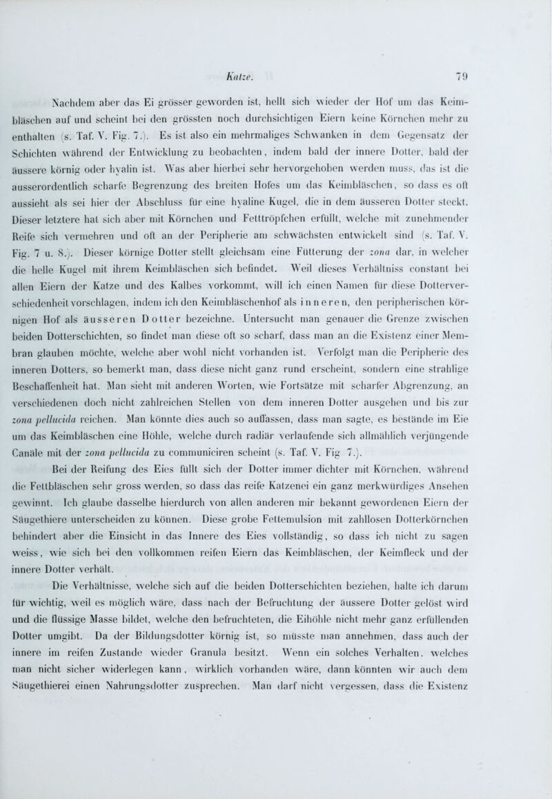 Nachdem aber das Ei grösser geworden ist, hellt sich wieder der Hof um das Keim- bläschen auf und scheint bei den grössten noch durchsichtigen Eiern keine Körnchen mehr zu enthalten (s. Taf. V. Fig. 7.). Es ist also ein mehrmaliges Schwanken in dem Gegensatz der Schichten während der Entwicklung zu beobachten, indem bald der innere Dotter, bald der äussere körnig oder hyalin ist. Was aber hierbei sehr hervorgehoben werden muss, das ist die ausserordentlich scharfe Begrenzung des breiten Hofes um das Keimbläschen, so dass es oft aussieht als sei hier der Abschluss für eine hyaline Kugel, die in dem äusseren Dotter steckt. Dieser letztere hat sich aber mit Körnchen und Fetttröpfchen erfüllt, welche mit zunehmender Reife sich vermehren und oft an der Peripherie am schwächsten entwickelt sind (s. Taf. V. Fig. 7 u. S.j. Dieser körnige Dotier stellt gleichsam eine Fütterung der zona dar. in welcher die helle Kugel mit ihrem Keimbläschen sich befindet. Weil dieses Yerhältniss constanl bei allen Eiern der Katze und des Kalbes vorkommt, will ich einen Namen für diese Dotterver- schiedenheit vorschlagen, indem ich den Keimbläschenhof als inneren, den peripherischen kör- nigen Hof als äusseren Dotter bezeichne. Untersucht man genauer die Grenze zwischen beiden Dotterschichten, so findet man diese oft so scharf, dass man an die Existenz einer Mem- bran glauben möchte, welche aber wohl nicht vorhanden ist. Verfolgt man die Peripherie des inneren Dotters, so bemerkt man, dass diese nicht ganz rund erscheint, sondern eine strahlige Beschaffenheit hat. Man sieht mit anderen Worten, wie Fortsätze mit scharfer Abgrenzung, an verschiedenen doch nicht zahlreichen Stellen von dem inneren Dotter ausgehen und bis zur zona pellucida reichen. Man könnte dies auch so aufiässen, dass man sagte, es bestände im Eie um das Keimbläschen eine Höhle, welche durch radiär verlaufende sich allmählich verjüngende Canäle mit der zona pellucida zu communiciren scheint (s. Taf. V. Fig 7.). Bei der Reifung des Eies füllt sich der Dotter immer dichter mit Körnchen, während die Fettbläschen sehr gross werden, so dass das reife Katzenei ein ganz merkwürdiges Ansehen gewinnt. Ich glaube dasselbe hierdurch von allen anderen mir bekannt gewordenen Eiern der Säugethiere unterscheiden zu können. Diese grobe Fettemulsion mit zahllosen Dotterkörnchen behindert aber die Einsicht in das Innere des Eies vollständig, so dass ich nicht zu sagen weiss, wie sich bei den vollkommen reifen Eiern das Keimbläschen, der Keimfieck und der innere Dotter verhält. Die Verhältnisse, welche sich auf die beiden Dotterschichten beziehen, halte ich darum für wichtig, weil es möglich wäre, dass nach der Befruchtung der äussere Dotter gelöst wird und die flüssige Masse bildet, welche den befruchteten, die Eihöhle nicht mehr ganz erfüllenden Dotter umgibt. Da der Bildungsdotter körnig ist, so müsste man annehmen, dass auch der innere im reifen Zustande wieder Granula besitzt. Wenn ein solches Verhalten, welches man nicht sicher widerlegen kann , wirklich vorhanden wäre, dann könnten wir auch dem Säugethierei einen Nahrungsdotter zusprechen. Man darf nicht vergessen, dass die Existenz