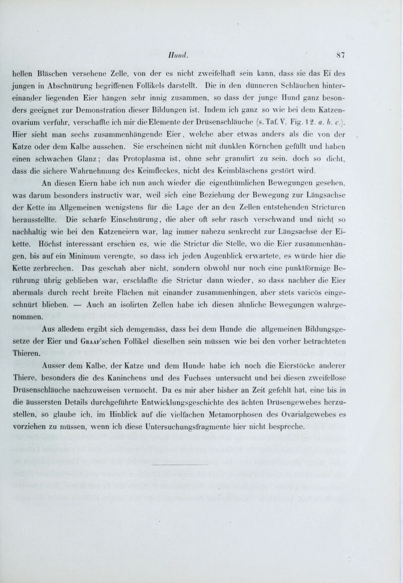 hellen Bläschen versehene Zelle, von der es nicht zweifelhaft sein kann, dass sie das Ei des jungen in Abschnürung begriffenen Follikels darstellt. Die in den dünneren Schläuchen hinter- einander liegenden Eier hängen sehr innig zusammen, so dass der junge Ilund ganz beson- ders geeignet zur Demonstration dieser Bildungen ist. Indem ich ganz so wie bei dem Katzen- ovarium verfuhr, verschaffte ich mir dieElemente der Drüsenschläuche (s.Taf. V. Fig. 1 2. a. b. c.\. Hier sieht man sechs zusammenhängende Eier, welche aber etwas anders als die von der Katze oder dem Kalbe aussehen. Sie erscheinen nicht mit dunklen Körnchen gefüllt und haben einen schwachen Glanz; das Protoplasma ist, ohne sehr granulirt zu sein, doch so dicht, dass die sichere Wahrnehmung des Keimfleckes, nicht des Keimbläschens gestört wird. An diesen Eiern habe ich nun auch wieder die eigenthümlichen Bewegungen gesehen, was darum besonders instructiv war, weil sich eine Beziehung der Bewegung zur Längsachse der Kette im Allgemeinen wenigstens für die Lage der an den Zellen entstehenden Stricturen herausstellte. Die scharfe Einschnürung, die aber oft sehr rasch verschwand und nicht so nachhaltig wie bei den Katzeneiern war, lag immer nahezu senkrecht zur Längsachse der Ei- kette. Höchst interessant erschien es, wie die Strictur die Stelle, wo die Eier Zusammenhän- gen, bis auf ein Minimum verengte, so dass ich jeden Augenblick erwartete, es würde hier die Kette zerbrechen. Das geschah aber nicht, sondern obwohl nur noch eine punktförmige Be- rührung übrig geblieben war, erschlaffte die Strictur dann wieder, so dass nachher die Eier abermals durch recht breite Flächen mit einander zusammenhingen, aber stets varicös einge- schnürt blieben. — Auch an isolirten Zellen habe ich diesen ähnliche Bewegungen wahrge- nommen. Aus alledem ergibt sich demgemäss, dass bei dem Hunde die allgemeinen Bildungsge- setze der Eier und GRAAF’schen Follikel dieselben sein müssen wie bei den vorher betrachteten Thieren. Ausser dem Kalbe, der Katze und dem Hunde habe ich noch die Eierstöcke anderer Thiere, besonders die des Kaninchens und des Fuchses untersucht und bei diesen zweifellose Drüsenschläuche nachzuweisen vermocht. Da es mir aber bisher an Zeit gefehlt hat, eine bis in die äussersten Details durchgeführte Entwicklungsgeschichte des ächten Drusengewebes herzu- stellen, so glaube ich, im Hinblick auf die vielfachen Metamorphosen des Ovarialgewebes es vorziehen zu müssen, wenn ich diese Untersuchungsfragmente hier nicht bespreche.