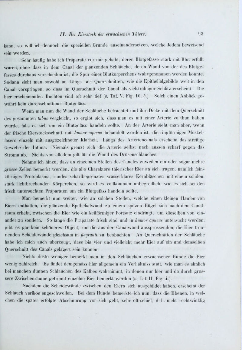 kann, so will ich dennoch die speciellen Gründe auseinandersetzen, welche Jedem beweisend sein werden. Sehr häufig habe ich Präparate vor mir gehabt, deren Blutgefässe stark mit Blut erfüllt waren, ohne dass in dem Canal der glänzenden Schläuche, deren Wand von der des Blutge- fässes durchaus verschieden ist, die Spur eines Blutkörperchens wahrgenommen werden konnte. Sodann sieht man sowohl an Längs- als Querschnitten, wie die Epithelialgebilde weit in den Canal vorspringen, so dass im Querschnitt der Canal als vielstrahliger Schlitz erscheint. Die hier erscheinenden Buchten sind oft sehr tief (s. Taf. V. Fig. 10. h.). Solch einen Anblick ge- währt kein durchschnittenes Blutgefäss. Wenn man nun die Wand der Schläuche betrachtet und ihre Dicke mit dem Querschnitt des gesummten tuhus vergleicht, so ergibt sich, dass man es mit einer Arterie zu thun haben würde, falls es sich um ein Blutgefäss handeln sollte. An der Arterie sieht man aber, wenn der frische Eierstocksschnitt mit hamor aqueus behandelt worden ist, die ringförmigen Muskel- fasern einzeln mit ausgezeichneter Klarheit. Längs des Arteriencanals erscheint das streifige Gewebe der Intima. Niemals grenzt sich die Arterie selbst nach aussen scharf gegen das Stroma ab. Nichts von alledem gilt für die Wand des Drusenschlauches. Nehme ich hinzu, dass an einzelnen Stellen des Canales zuweilen ein oder sogar mehre grosse Zellen bemerkt werden, die alle Charaktere thierischer Eier an sich tragen, nämlich fein- körniges Protoplasma, rundes scharfbegrenztes wasserklares Kernbläschen mit einem soliden, stark lichtbrechenden Körperchen, so wird es vollkommen unbegreiflich, wie es sich bei den frisch untersuchten Präparaten um ein Blutgefäss handeln sollte. Man bemerkt nun weiter, wie an solchen Stellen, welche einen kleinen Haufen von Eiern enthalten, die glänzende Epithelialwand zu einem spitzen Hügel sich nach dem Canal- raum erhebt, zwischen die Eier wie ein keilförmiger Fortsatz eindringt, um dieselben von ein- ander zu sondern. So lange die Präparate frisch sind und in humor aqueus untersucht werden, gibt es gar kein schöneres Object, um die aus der Canalwand aussprossenden, die Eier tren- nenden Scheidewände gleichsam in flagranti zu beobachten. An Querschnitten der Schläuche habe ich mich auch überzeugt, dass bis vier und vielleicht mehr Eier auf ein und demselben Querschnitt des Canals gelagert sein können. Nichts desto weniger bemerkt man in den Schläuchen erwachsener Hunde die Eier wenig zahlreich. Es findet demgemäss hier allgemein ein Verhältniss statt, wie man es ähnlich bei manchen dünnen Schläuchen des Kalbes wahrnimmt, in denen nur hier und da durch grös- sere Zwischenräume getrennt einzelne Eier bemerkt werden (s. Taf. II. Fig. 4.). Nachdem die Scheidewände zwischen den Eiern sich ausgebildet haben, erscheint der Schlauch varikös angeschwollen. Bei dem Hunde bemerkte ich nun, dass die Ebenen, in wel- chen die später erfolgte Abschnürung vor sich geht, sehr oft schief, d. Ii. nicht rechtwinklig