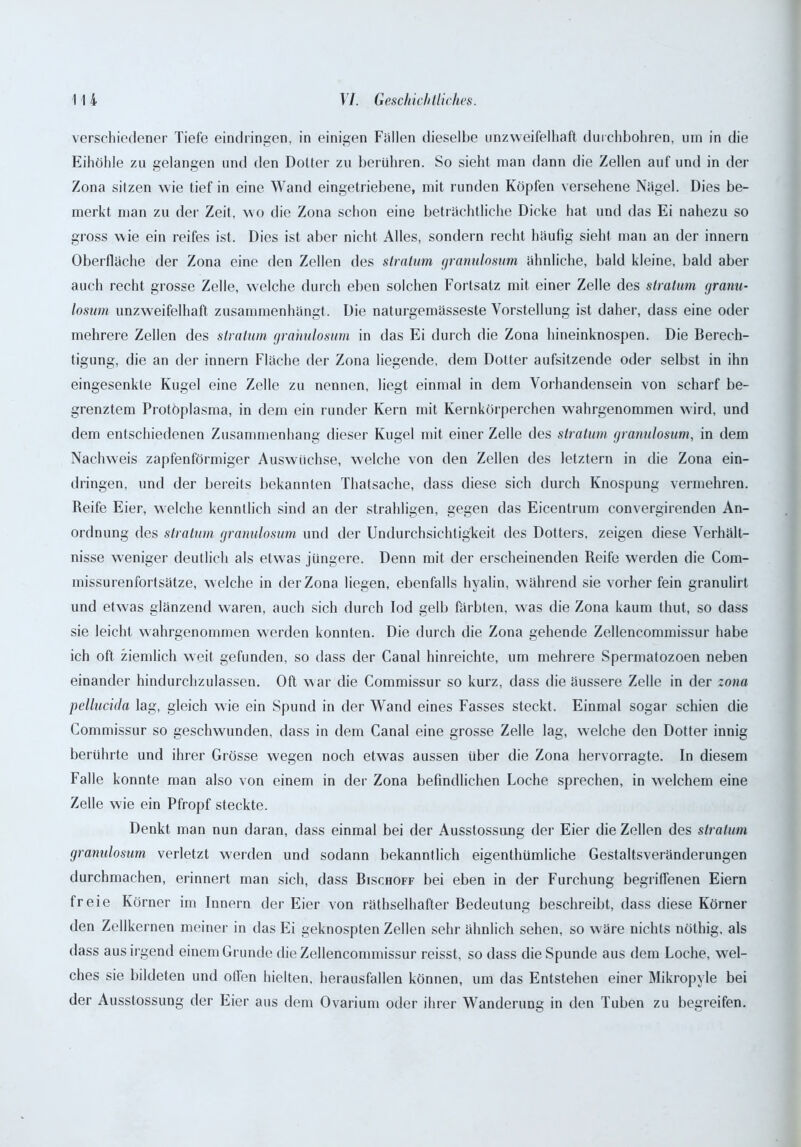 verschiedener Tiefe eindringen, in einigen Fallen dieselbe unzweifelhaft durchbohren, um in die Eihöhle zu gelangen und den Dotter zu berühren. So sieht man dann die Zellen auf und in der Zona sitzen wie tief in eine Wand eingetriebene, mit runden Köpfen versehene Nägel. Dies be- merkt man zu der Zeit, wo die Zona schon eine beträchtliche Dicke hat und das Ei nahezu so gross wie ein reifes ist. Dies ist aber nicht Alles, sondern recht häufig sieht man an der innern Oberfläche der Zona eine den Zellen des stratum granulosum ähnliche, bald kleine, bald aber auch recht grosse Zelle, welche durch eben solchen Fortsatz mit einer Zelle des stratum granu- losum unzweifelhaft zusammenhängt. Die naturgemässeste Vorstellung ist daher, dass eine oder mehrere Zellen des stratum granulosum in das Ei durch die Zona hineinknospen. Die Berech- tigung, die an der innern Fläche der Zona liegende, dem Dotter aufsitzende oder selbst in ihn eingesenkte Kugel eine Zelle zu nennen, liegt einmal in dem Vorhandensein von scharf be- grenztem Protoplasma, in dem ein runder Kern mit Kernkörperchen wahrgenommen wird, und dem entschiedenen Zusammenhang dieser Kugel mit einer Zelle des stratum granulosum, in dem Nachweis zapfen förmiger Auswüchse, welche von den Zellen des letztem in die Zona ein- dringen, und der bereits bekannten Thatsache, dass diese sich durch Knospung vermehren. Reife Eier, welche kenntlich sind an der strahligen, gegen das Eicentrum convergirenden An- ordnung des stratum granulosum und der Undurchsichtigkeit des Dotters, zeigen diese Verhält- nisse weniger deutlich als etwas jüngere. Denn mit der erscheinenden Reife werden die Com- missurenfortsätze, welche in der Zona liegen, ebenfalls hyalin, während sie vorher fein granulirt und etw as glänzend w^aren, auch sich durch lod gelb färbten, wras die Zona kaum thut, so dass sie leicht wahrgenommen werden konnten. Die durch die Zona gehende Zellencommissur habe ich oft ziemlich weit gefunden, so dass der Canal hinreichte, um mehrere Spermatozoen neben einander hindurchzulassen. Oft war die Commissur so kurz, dass die äussere Zelle in der zona pellucida lag, gleich wie ein Spund in der Wand eines Fasses steckt. Einmal sogar schien die Commissur so geschwunden, dass in dem Canal eine grosse Zelle lag, welche den Dotter innig berührte und ihrer Grösse wegen noch etwas aussen über die Zona hervorragte. In diesem Falle konnte man also von einem in der Zona befindlichen Loche sprechen, in welchem eine Zelle wie ein Pfropf steckte. Denkt man nun daran, dass einmal bei der Ausstossung der Eier die Zellen des stratum granulosum verletzt werden und sodann bekanntlich eigenthümliche Gestaltsveränderungen durchmachen, erinnert man sich, dass Bischoff bei eben in der Furchung begriffenen Eiern freie Körner im Innern der Eier von räthselhafter Bedeutung beschreibt, dass diese Körner den Zellkernen meiner in das Ei geknospten Zellen sehr ähnlich sehen, so wäre nichts nöthig, als dass aus irgend einem Grunde die Zellencommissur reisst, so dass die Spunde aus dem Loche, wel- ches sie bildeten und ofien hielten, herausfallen können, um das Entstehen einer Mikropyle bei der Ausstossung der Eier aus dem Ovarium oder ihrer Wanderung in den Tuben zu begreifen.