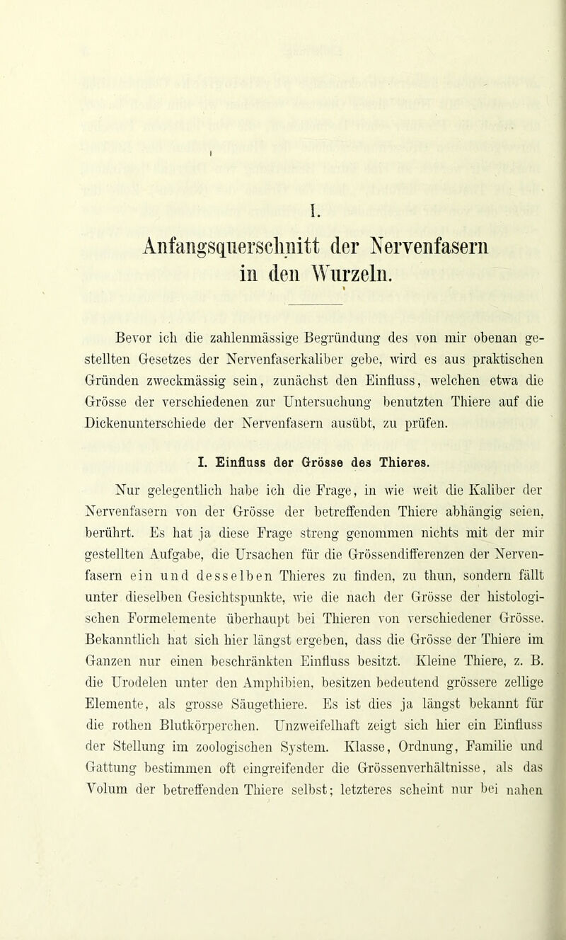Anfangsquersclmitt der Nervenfasern in den Wurzeln. Bevor ich die zahlenmässige Begründung des von mir obenan ge- stellten Gesetzes der Nervenfaserkaliber gebe, wird es aus praktischen Gründen zweckmässig sein, zunächst den Einfluss, welchen etwa die Grösse der verschiedenen zur Untersuchung benutzten Thiere auf die Dickenunterschiede der Nervenfasern ausübt, zu prüfen. I. Einfluss der Grösse des Thieres. Nur gelegentlich habe ich die Frage, in wie weit die Kaliber der Nervenfasern von der Grösse der betreffenden Thiere abhängig seien, berührt. Es hat ja diese Frage streng genommen nichts mit der mir gestellten Aufgabe, die Ursachen für die Grössendifferenzen der Nerven- fasern ein und desselben Thieres zu finden, zu thun, sondern fällt unter dieselben Gesichtspunkte, wie die nach der Grösse der histologi- schen Formelemente überhaupt bei Thieren von verschiedener Grösse. Bekanntlich hat sich hier längst ergeben, dass die Grösse der Thiere im Ganzen nur einen beschränkten Einfluss besitzt. Kleine Thiere, z. B. die Urodelen unter den Amphibien, besitzen bedeutend grössere zeitige Elemente, als grosse Säugethiere. Es ist dies ja längst bekannt für die rothen Blutkörperchen. Unzweifelhaft zeigt sich hier ein Einfluss der Stellung im zoologischen System. Klasse, Ordnung, Familie und Gattung bestimmen oft eingreifender die Grössenverhältnisse, als das Volum der betreffenden Thiere selbst; letzteres scheint nur bei nahen
