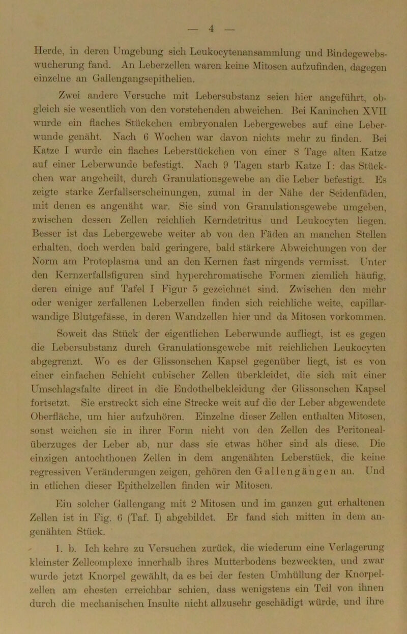 Herde, in deren Umgebung sich Leukocytenansammlung und Bindegewebs- wucherung fand. An Leberzellen waren keine Mitosen aufzufinden, dagegen einzelne an Gallengangsepithelien. Zwei andere \ ersuche mit Lebersubstanz seien hier angeführt, ob- gleich sie wesentlich von den vorstehenden abweichen. Bei Kaninchen XVII wurde ein flaches Stückchen embryonalen Lebergewebes auf eine Leber- wunde genäht. Nach 6 Wochen war davon nichts mehr zu finden. Bei Katze I wurde ein flaches Leberstückchen von einer 8 Tage alten Katze auf einer Leberwunde befestigt. Nach 9 Tagen starb Katze I: das Stück- chen war angeheilt, durch Granulationsgewebe an die Leber befestigt. Es zeigte starke Zerfallserscheinungen, zumal in der Nähe der Seidenfäden, mit denen es angenäht war. Sie sind von Granulationsgewebe umgeben, zwischen dessen Zellen reichlich Kerndetritus und Leukocyten liegen. Besser ist das Lebergewebe weiter ab von den Fäden an manchen Stellen erhalten, doch werden bald geringere, bald stärkere Abweichungen von der Norm am Protoplasma und an den Kernen fast nirgends vermisst. Unter den Kern Zerfallsfiguren sind hyperchromatische Formen ziemlich häufig, deren einige auf Tafel I Figur 5 gezeichnet sind. Zwischen den mehr oder weniger zerfallenen Leberzellen finden sich reichliche weite, capillar- wandige Blutgefässe, in deren Wandzellen hier und da Mitosen Vorkommen. Soweit das Stück der eigentlichen Leberwunde aufliegt, ist es gegen die Lebersubstanz durch Granulationsgewebe mit reichlichen Leukocyten abgegrenzt. Wo es der Glissonschen Kapsel gegenüber liegt, ist es von einer einfachen Schicht cubischer Zellen überkleidet, die sich mit einer Umschlagsfalte direct in die Endothelbekleidung der Glissonschen Kapsel fortsetzt. Sie erstreckt sich eine Strecke weit auf die der Leber abgewendete Oberfläche, um hier aufzuhören. Einzelne dieser Zellen enthalten Mitosen, sonst weichen sie in ihrer Form nicht von den Zellen des Peritoneal- überzuges der Leber ab, nur dass sie etwas höher sind als diese. Die einzigen antochthonen Zellen in dem angenähten Leberstück, die keine regressiven Veränderungen zeigen, gehören den Gallengängen an. Und in etlichen dieser Epithelzellen finden wir Mitosen. Ein solcher Gallengang mit 2 Mitosen und im ganzen gut erhaltenen Zellen ist in Fig. fi (Taf. I) abgebildet. Er fand sich mitten in dem an- genähten Stück. 1. b. Ich kehre zu Versuchen zurück, die wiederum eine Verlagerung kleinster Zellcomplexe innerhalb ihres Mutterbodens bezweckten, und zwar wurde jetzt Knorpel gewählt, da es bei der festen Umhüllung der Knorpel- zellen am ehesten erreichbar schien, dass wenigstens ein Teil von ihnen durch die mechanischen Insulte nicht allzusehr geschädigt würde, und ihre