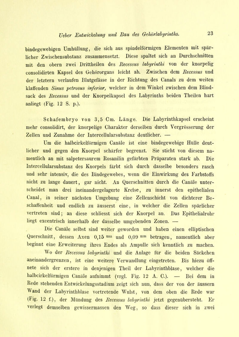 bindegewebigen Umhüllung, die sich aus spindelförmigen Elementen mit spär- licher Zwischensubstanz zusammensetzt. Diese spaltet sich an Durchschnitten mit den obern zwei Drittheilen des Recessus labyrinthi von der knorpelig consolidirten Kapsel des Gehörorgans leicht ab. Zwischen dem Recessus und der letztern verlaufen Blutgefässe in der Richtung des Canals zu dem weiten klaffenden Sinus petrosus inferior, welcher in dem Winkel zwischen dem Blind- sack des Recessus und der Knorpelkapsel des Labyrinths beiden Theilen hart anliegt (Fig. 12 S. p.). Schafembryo von 3,5 Cm. Länge. Die Labyrinthkapsel erscheint mehr consolidirt, der knorpelige Charakter derselben durch Vergrösserung der Zellen und Zunahme der Intercellularsubstanz deutlicher. — Um die halbcirkelförmigen Canäle ist eine bindegewebige Hülle deut- licher und gegen den Knorpel schärfer begrenzt. Sie sticht von diesem na- mentlich an mit salpetersaurem Rosanilin gefärbten Präparaten stark ab. Die Intercellularsubstanz des Knorpels färbt sich durch dasselbe besonders rasch und sehr intensiv, die des Bindegewebes, wenn die Einwirkung des Farbstoffs nicht zu lange dauert, gar nicht. An Querschnitten durch die Canäle unter- scheidet man drei ineinandergelagerte Kreise, zu innerst den epithelialen Canal, in seiner nächsten Umgebung eine Zellenschicht von dichterer Be- schaffenheit und endlich zu äusserst eine, in welcher die Zellen spärlicher vertreten sind; an diese schliesst sich der Knorpel an. Das Epithelialrohr liegt excentrisch innerhalb der dasselbe umgebenden Zonen. — Die Canäle selbst sind weiter geworden und haben einen elliptischen Querschnitt, dessen Axen 0,15 mm und 0,09 mm betragen, namentlich aber beginnt eine Erweiterung ihres Endes als Ampulle sich kenntlich zu machen. Wo der Recessus labyrinthi und die Anlage für die beiden Säckchen aneinandergrenzen, ist eine weitere Verwandlung eingetreten. Bis hiezu öff- nete sich der erstere in denjenigen Theil der Labyrinthblase, welcher die halbcirkelförmigen Canäle aufnimmt (vrgl. Fig. 12 A. C). — Bei dem in Rede stehenden Entwickelungsstadium zeigt sich nun, dass der von der äussern Wand der Labyrinthblase vortretende Wulst, von dem oben die Rede war (Fig. 12 f.), der Mündung des Recessus labyrinthi jetzt gegenübersteht. Er verlegt demselben gewissermassen den Weg, so dass dieser sich in zwei