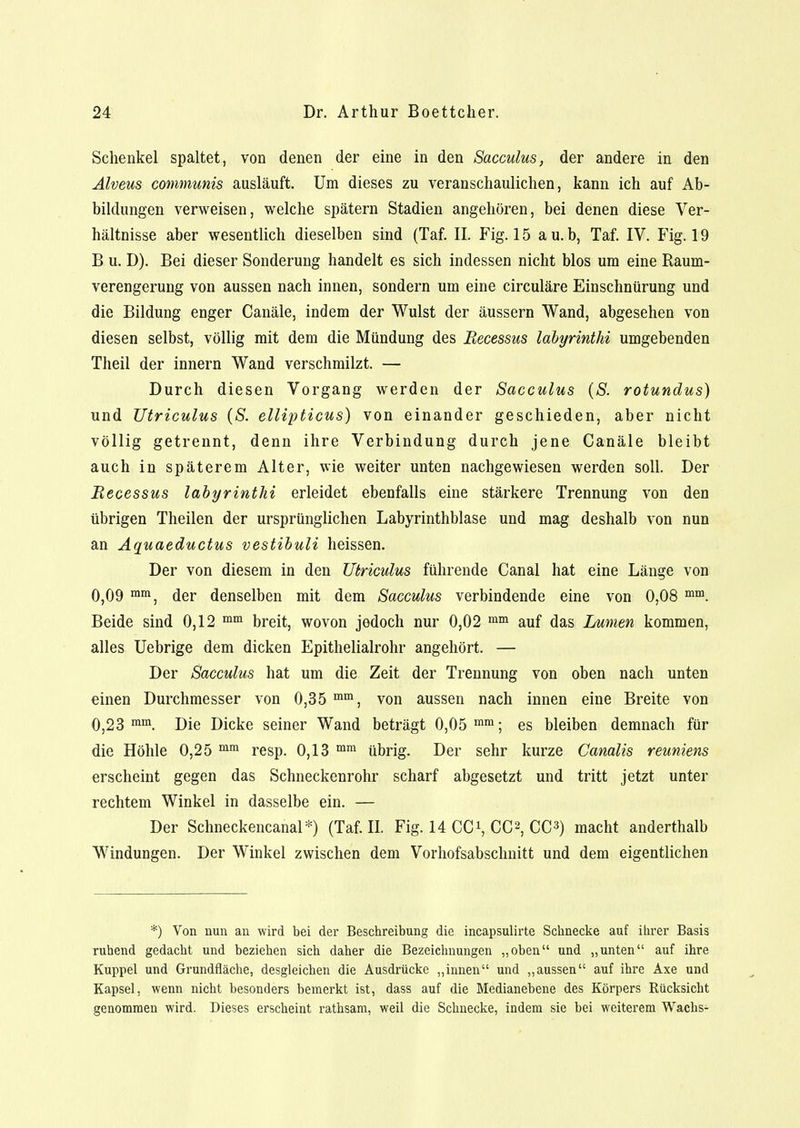 Schenkel spaltet, von denen der eine in den Sacculus, der andere in den Alvern communis ausläuft. Um dieses zu veranschaulichen, kann ich auf Ab- bildungen verweisen, welche spätem Stadien angehören, bei denen diese Ver- hältnisse aber wesentlich dieselben sind (Taf. IL Fig. 15 au.b, Taf. IV. Fig. 19 B u. D). Bei dieser Sonderung handelt es sich indessen nicht blos um eine Raum- verengerung von aussen nach innen, sondern um eine circuläre Einschnürung und die Bildung enger Canäle, indem der Wulst der äussern Wand, abgesehen von diesen selbst, völlig mit dem die Mündung des Becessus labyrinthi umgebenden Theil der innern Wand verschmilzt. — Durch diesen Vorgang werden der Sacculus (S. rotundus) und Utriculus (S. ellipticus) von einander geschieden, aber nicht völlig getrennt, denn ihre Verbindung durch jene Canäle bleibt auch in späterem Alter, wie weiter unten nachgewiesen werden soll. Der Becessus labyrinthi erleidet ebenfalls eine stärkere Trennung von den übrigen Theilen der ursprünglichen Labyrinthblase und mag deshalb von nun an Aquaeductus vestibuli heissen. Der von diesem in den Utriculus führende Canal hat eine Länge von 0,09 mm, der denselben mit dem Sacculus verbindende eine von 0,08 mm. Beide sind 0,12 mm breit, wovon jedoch nur 0,02 mm auf das Lumen kommen, alles Uebrige dem dicken Epithelialrohr angehört. — Der Sacculus hat um die Zeit der Trennung von oben nach unten einen Durchmesser von 0,35 mm, von aussen nach innen eine Breite von 0,23 mm. Die Dicke seiner Wand beträgt 0,05 mm; es bleiben demnach für die Höhle 0,25 mm resp. 0,13 mm übrig. Der sehr kurze Canalis reuniens erscheint gegen das Schneckenrohr scharf abgesetzt und tritt jetzt unter rechtem Winkel in dasselbe ein. — Der Schneckencanal*) (Taf. II. Fig. 14 CC1, CC2, CC3) macht anderthalb Windungen. Der Winkel zwischen dem Vorhofsabschnitt und dem eigentlichen *) Von nun an wird bei der Beschreibung die incapsulirte Schnecke auf ihrer Basis ruhend gedacht und beziehen sich daher die Bezeichnungen „oben und „unten auf ihre Kuppel und Grundfläche, desgleichen die Ausdrücke „innen und „aussen auf ihre Axe und Kapsel, wenn nicht besonders bemerkt ist, dass auf die Medianebene des Körpers Rücksicht genommen wird. Dieses erscheint rathsam, weil die Schnecke, indem sie bei weiterem Wachs-