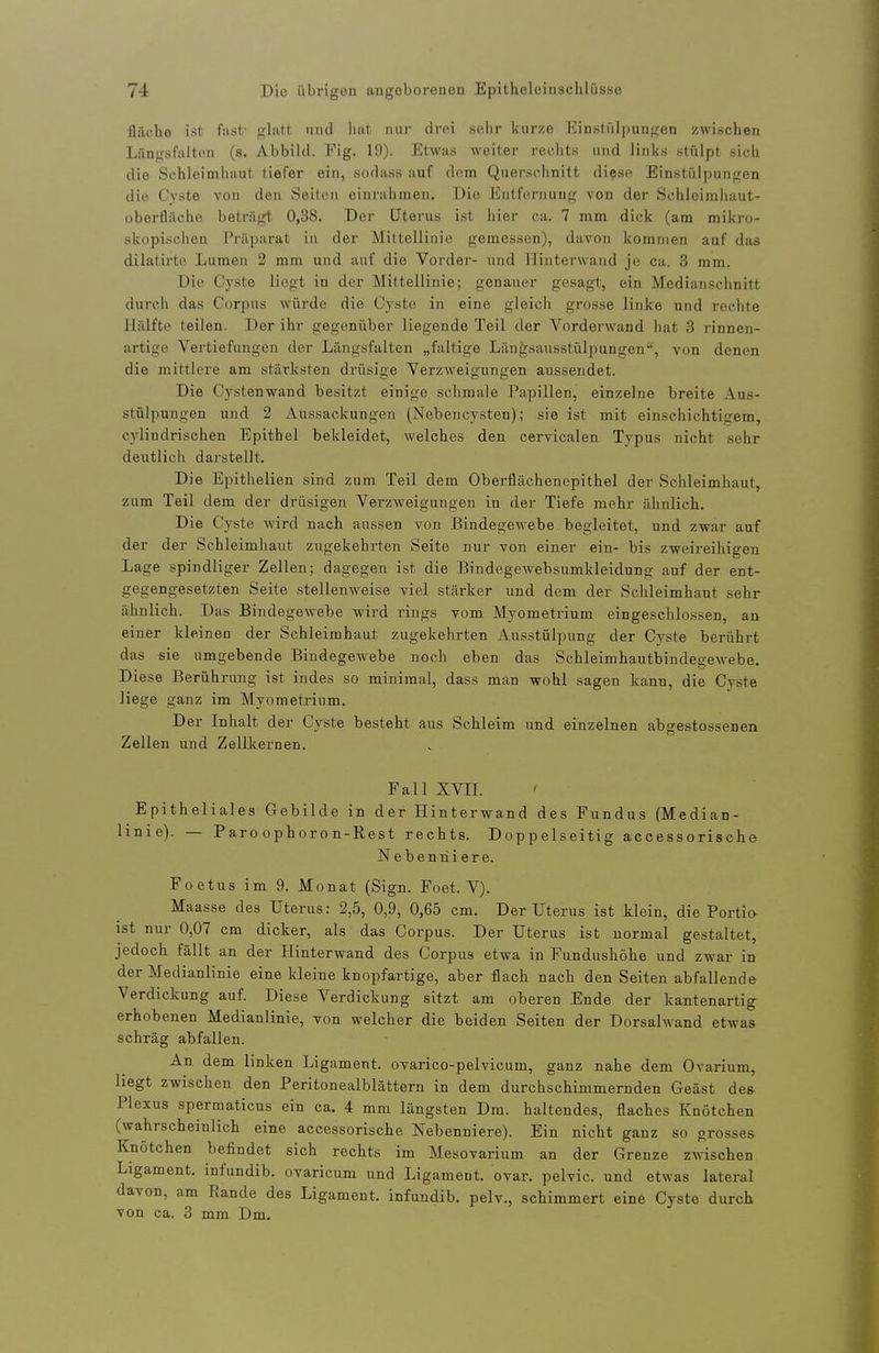 fläche ist fast- glatt und hat nur drei sehr kurze EiDstüI|)ungen zwischen Länffsfalton (s, Abbild. Fig. 19). Etwas weiter rechts und links stülpt sich die Schleimhaut tiefer ein, sodass auf dorn Querschnitt diese Einstülpungen die Cyste von den Seiton einrahmen. Die Entfernung von der Schleimliaut- oberflächo beträgt 0,38. Der Uterus ist hier ca. 7 mm dick (am mikro- skopischen Präparat in der Mittellinie gemessen), davon kommen auf das dilatirto Lumen 2 mm und auf die Vorder- und Iiiuterwand je ca. 3 mm. Die Cyste liegt in der Mittellinie; genauer gesagt, ein Medianschnitt durch das Corpus würde die Cyste in eine gleich grosse linke und rechte Hälfte teilen. Der ihr gegenüber liegende Teil der Vorderwand hat 3 rinnen- artige Vertiefungen der Längsfalten „faltige Längsausstülpungen, von denen die mittlere am stärksten drüsige Verzweigungen aussendet. Die Cystenwand besitzt einige schmale Papillen, einzelne breite Aus- stülpungen und 2 Aussackungen (NebenCysten); sie ist mit einschichtigem, cylindrischen Epithel bekleidet, welches den cervicalen Typus nicht sehr deutlich darstellt. Die Epithelien sind zum Teil dem Oberflächenepithel der Schleimhaut, zum Teil dem der drüsigen Verzweigungen in der Tiefe mehr ähnlich. Die Cyste wird nach aussen von Bindegewebe begleitet, und zwar auf der der Schleimhaut zugekehrten Seite nur von einer ein- bis zweireihigen Lage spindliger Zellen; dagegen ist die Bindegewebsumkleidung auf der ent- gegengesetzten Seite stellenweise viel stärker und dem der Schleimhaut sehr ähnlich. Das Bindegewebe wird rings vom Myometrium eingeschlossen, an einer kleinen der Schleimhaut zugekehrten Ausstülpung der Cyste berührt das sie umgebende Bindegewebe noch eben das Schleimhautbindegewebe. Diese Berührung ist indes so minimal, dass man wohl sagen kann, die Cyste liege ganz im Myometrium. Der Inhalt der Cyste besteht aus Schleim und einzelnen abgestossenen Zellen und Zellkernen. FallXVIL Epitheliales Gebilde in der Hinterwand des Fundus (Median- linie). — Paro ophoron-Rest rechts. Doppelseitig accessorische Nebenniere. Foetus im 9. Monat (Sign. Foet. V). Maasse des Uterus: 2,5, 0,9, 0,65 cm. Der Uterus ist klein, die Portio ist nur 0,07 cm dicker, als das Corpus. Der Uterus ist normal gestaltet, jedoch fällt an der Ilinterwand des Corpus etwa in Fundushöhe und zwar in der Medianlinie eine kleine knopfartige, aber flach nach den Seiten abfallende Verdickung auf. Diese Verdickung sitzt am oberen Ende der kantenartig erhobenen Medianlinie, von welcher die beiden Seiten der Dorsalwand etwas schräg abfallen. An dem linken Ligament, ovarico-pelvicum, ganz nahe dem Ovarium, liegt zwischen den Peritonealblättern in dem durchschimmernden Geäst des Plexus spermaticus ein ca. 4 mm längsten Dm. haltendes, flaches Knötchen (wahrscheinlich eine accessorische Nebenniere). Ein nicht ganz so grosses Knötchen befindet sich rechts im Mesovarium an der Grenze zwischen Ligament, infundib. ovaricum und Ligament, ovar. pelvic. und etwas lateral davon, am Rande des Ligament, infundib. pelv., schimmert eine Cyste durch von ca. 3 mm Dm.