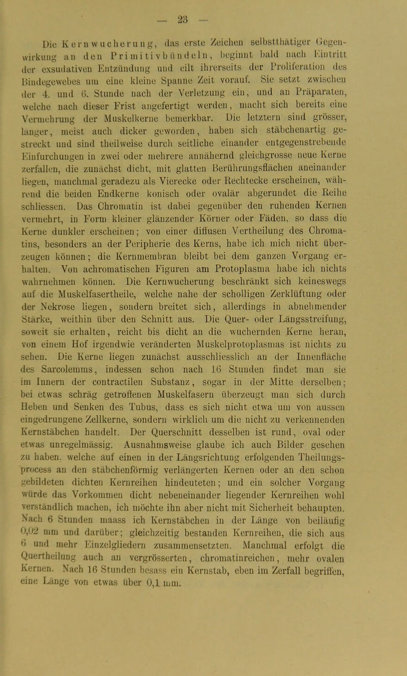 Die Kernwucherung, das erste Zeichen selbstthätiger Gegcn- wirkuug an den P ri mi ti v b ii n dein , beginnt bald nach Eintritt der exsudativen Entzündung und eilt ihrerseits der Proliferation des Bindegewebes um eine kleine Spanne Zeit vorauf. Sie setzt zwischen der 4. und 6. Stunde nach der Verletzung ein, und au Präparaten, welche nach dieser Frist angefertigt werden, macht sich bereits eine Vermehrung der Muskelkerne bemerkbar. Die letztem sind grösser, langer, meist auch dicker geworden, haben sich stäbchenartig ge- streckt und sind theilweise durch seitliche einander entgegenstrebende Einfurchungen in zwei oder mehrere annähernd gleichgrosse neue Kerne zerfallen, die zunächst dicht, mit glatten Berührungsflächen aneinander liegen, manchmal geradezu als Vierecke oder Rechtecke erscheinen, wäh- rend die beiden Endkerne konisch oder ovalär abgerundet die Reihe schliessen. Das Chromatin ist dabei gegenüber den ruhenden Kernen vermehrt, in Form kleiner glänzender Körner oder Fäden, so dass die Kerne dunkler erscheinen; von einer diffusen Vertheilung des Chroma- tins, besonders au der Peripherie des Kerns, habe ich mich nicht über- zeugen können; die Kernmembran bleibt bei dem ganzen Vorgang er- halten. Von achromatischen Figuren am Protoplasma habe ich nichts wahrnehmen können. Die Kernwucherung beschränkt sich keineswegs auf die Muskelfasertheile, welche nahe der scholligen Zerklüftung oder der Nekrose liegen, sondern breitet sich, allerdings in abnehmender Stärke, weithin über den Schnitt aus. Die Quer- oder Längsstreifung, soweit sie erhalten, reicht bis dicht an die wuchernden Kerne heran, von einem Hof irgendwie veränderten Muskelprotoplasmas ist nichts zu sehen. Die Kerne liegen zunächst ausschliesslich an der Innenfläche des Sarcolemms, indessen schon nach 16 Stunden findet man sie im Innern der contractilen Substanz, sogar in der Mitte derselben; bei etwas schräg getroffenen Muskelfasern überzeugt man sich durch Heben und Senken des Tubus, dass es sich nicht etwa um von aussen eingedruugene Zellkerne, sondern wirklich um die nicht zu verkennenden Kernstäbchen handelt. Der Querschnitt desselben ist rund, oval oder etwas unregelmässig. Ausnahmsweise glaube ich auch Bilder gesehen zu haben, welche auf einen in der Längsrichtung erfolgenden Theilungs- process an den stäbchenförmig verlängerten Kernen oder an den schon gebildeten dichten Kernreihen hindeuteten; und ein solcher Vorgang würde das Vorkommen dicht nebeneinander liegender Kernreihen wohl verständlich machen, ich möchte ihn aber nicht mit Sicherheit behaupten. Nach 6 Stunden maass ich Kernstäbchen in der Länge von beiläufig 0,02 mm und darüber; gleichzeitig bestanden Kernreihen, die sich aus 0 und mehr Einzelgliedern zusammensetzten. Manchmal erfolgt die Quertheilung auch au vergrösserten, chromatinreichen, mehr ovalen Kernen. Nach 16 Stunden besass ein Kernstab, eben im Zerfall begriffen, eine Länge von etwas über 0,1 mm.