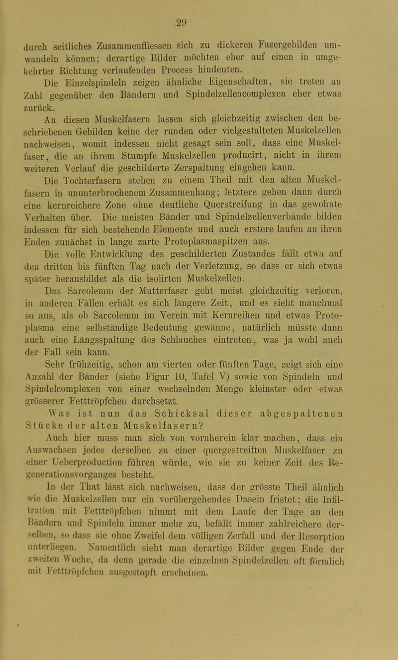 durch seitliches Zusammenflüssen sich zu dickeren Fasergebilden um- wandeln können; derartige Bilder möchten eher auf einen in umge- kehrter Richtung verlaufenden Process hindeuten. Die Einzelspiudeln zeigen ähnliche Eigenschaften, sie treten an Zahl gegenüber den Bändern und Spindelzellencomplexen eher etwas zurück. Au diesen Muskelfasern lassen sich gleichzeitig zwischen den be- schriebenen Gebilden keine der runden oder vielgestalteten Muskelzellen nachweisen, womit indessen nicht gesagt sein soll, dass eine Muskel- faser, die an ihrem Stumpfe Muskelzelleu producirt, nicht in ihrem weiteren Verlauf die geschilderte Zerspaltung eingehen kann. Die Tochterfasern stehen zu einem Theil mit den alten Muskel- fasern in ununterbrochenem Zusammenhang; letztere gehen dann durch eine kernreichere Zone ohne deutliche Querstreifung in das gewohnte Verhalten über. Die meisten Bänder und Spindelzellenverbände bilden indessen für sich bestehende Elemente und auch erstere laufen an ihren Enden zunächst in lange zarte Protoplasmaspitzen aus. Die volle Entwicklung des geschilderten Zustandes fällt etwa auf den dritten bis fünften Tag nach der Verletzung, so dass er sich etwas später herausbildet als die isolirten Muskelzellen. Das Sarcolemm der Mutterfaser geht meist gleichzeitig verloren, in auderen Fällen erhält es sich längere Zeit, und es sieht manchmal sa aus, als ob Sarcolemm im Verein mit Kernreihen und etwas Proto- plasma eine selbständige Bedeutung gewänne, natürlich müsste dann auch eine Längsspaltung des Schlauches eintreten, was ja wohl auch der Fall sein kann. Sehr frühzeitig, schon am vierten oder fünften Tage, zeigt sich eine Anzahl der Bänder (siehe Figur 10, Tafel V) sowie von Spindeln und Spindelcomplexen von einer wechselnden Menge kleinster oder etwas grösserer Fetttröpfchen durchsetzt. Was ist nun das Schicksal dieser abgespaltenen Stücke der alten Muskelfasern? Auch hier muss man sich von vornherein klar machen, dass ein Auswachsen jedes derselben zu einer quergestreiften Muskelfaser zu einer Ueberproduction führen würde, wie sie zu keiner Zeit des Re- generationsvorganges besteht. In der That lässt sich nachweisen, dass der grösste Theil ähnlich wie die Muskelzellen nur ein vorübergehendes Dasein fristet; die Infil- tration mit Fetttröpfchen nimmt mit dem Laufe der Tage an den Bändern und Spindeln immer mehr zu, befällt immer zahlreichere der- selben, so dass sie ohne Zweifel dem völligen Zerfall und der Resorption unterliegen. Namentlich sieht man derartige Bilder gegen Ende der zweiten Woche, da denn gerade die einzelnen Spindelzellen oft förmlich mit Fetttröpfchen ausgestopft erscheinen.