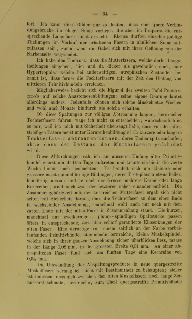 fort. Ich kann diese Bilder nur so deuten, dass eine quere Verbin- dungsbrücke im obigen Sinne vorliegt, die aber im Präparat die ent- sprechende Längsfaser nicht erreicht. Ebenso dürften einzelne gablige Theilungen im Verlauf der erhaltenen Fasern in ähnlichem Sinne auf- zufassen sein, zumal wenn die Gabel sich mit ihrer Oeftnung von der Narbenseite wegwendet. Ich habe den Eindruck, dass die Mutterfasern, welche derlei Längs- theilungen eingehen, hier und da dicker als gewöhnlich sind, eine Hypertrophie, welche bei anderweitigen, atrophischen Zuständen be- kannt ist, dass ferner die Tochterfasern mit der Zeit den Umfang von mittleren Primitivbündeln erreichen. Möglicherweise bezieht sich die Figur 4 der zweiten Tafel Perron- cito’s auf solche Anastomosenbildungen; seine eigene Deutung lautet allerdings anders. Jedenfalls können sich solche Muskelnetze Wochen und wohl auch Monate hindurch als solche erhalten. Ob diese Spaltungen zur völligen Abtrennung langer, kernreicher Tochterfasern führen, wage ich nicht zu entscheiden; wahrscheinlich ist es mir, weil ich mich mit Sicherheit überzeugt habe, dass von den alten streifigen Fasern meist unter Kernreihenbildung sich kürzere oder längere Tochter fasern abtrennen können, deren Enden spitz auslaufeu, ohne dass der Bestand der Mutterfasern gefährdet w i r d. Diese Abfurchungen sah ich am äusseren Umfang alter Primitiv- bündel zuerst am dritten Tage auftreten und konnte sie bis in die vierte Woche hinein noch beobachten. Es handelt sich um kleinere oder grössere meist spindelförmige Bildungen, deren Protoplasma etwas heller, feinkörnig aussah und je nach der Grösse mehrere Kerne oder lange Kernreihen, wohl auch zwei der letzteren neben einander enthielt. Die Zusammengehörigkeit mit der kernreichen Mutterfaser ergab sich nicht selten mit Sicherheit daraus, dass die Tochterfaser an dem einen Ende in wechselnder Ausdehnung, manchmal wohl auch nur noch mit dem zarten Ende mit der alten Faser in Zusammenhang stand. Die kurzen, manchmal nur zweikernigen, plump - spindligen Spaltstücke passen öfters in entsprechende, zart aber scharf geränderte Einsenkungen der alten Faser. Eine derartige von einem seitlich an der Narbe vorbei- laufcnden Primitivbündel stammende kernreiche, kleine Muskelspindel, welche sich in ihrer ganzen Ausdehnung sicher überblicken liess, maass in der Länge 0,08 mm, in der grössten Breite 0,01 mm. An einer ab- gespaltenen Faser fand sich am fünften Tage eine Kernreihe von 0,34 mm. Die Umwandlung der Abspaltungsproducte in neue quergestreifte Muskelfasern vermag ich nicht mit Bestimmtheit zu behaupten; sicher ist indessen, dass sich zwischen den alten Muskelfasern noch lange Zeit äusserst schmale, kernreiche, zum Theil quergestreifte Primitivbündel