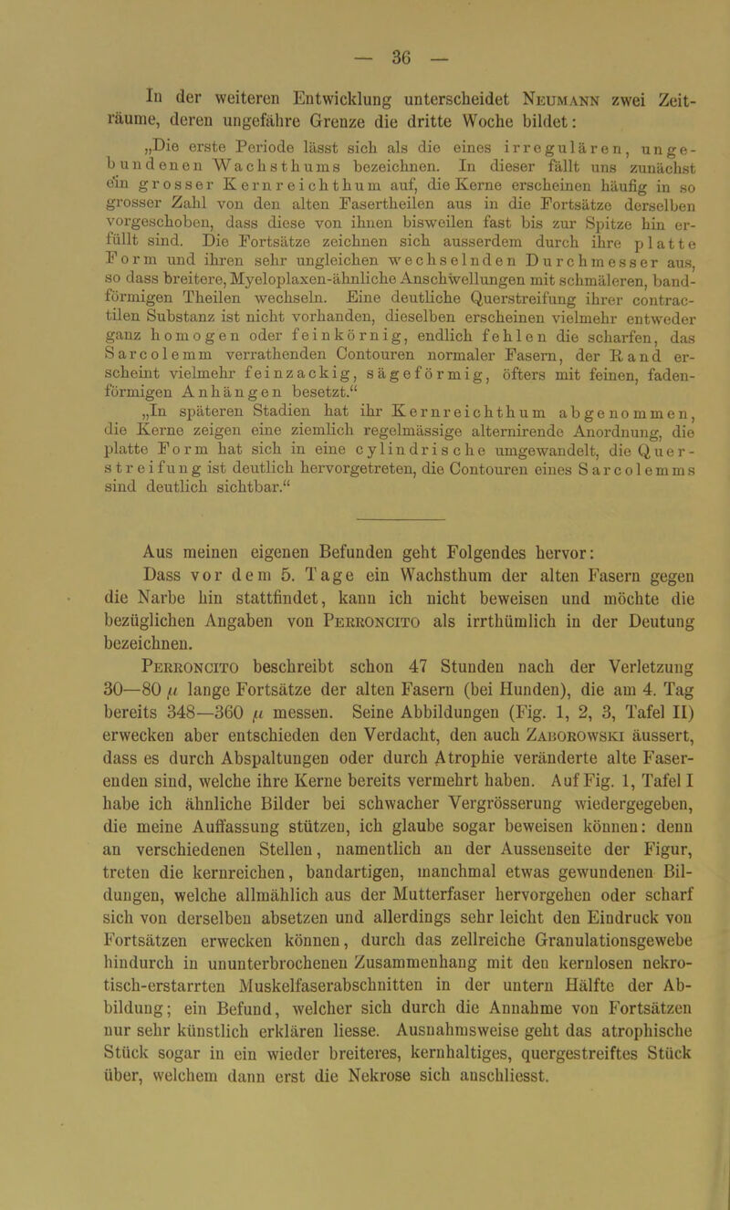 In der weiteren Entwicklung unterscheidet Neumann zwei Zeit- räume, deren ungefähre Grenze die dritte Woche bildet: „Die erste Periode lässt sich als die eines irregulären, unge- bundenen Wachsthums bezeichnen. In dieser fällt uns zunächst ein grosser Kernreichthum auf, die Kerne erscheinen häufig in so grosser Zahl von den alten Fasertheilen aus in die Fortsätze derselben vorgeschoben, dass diese von ihnen bisweilen fast bis zur Spitze hin er- füllt sind. Die Fortsätze zeichnen sich ausserdem durch ihre platte Form und ihren sehr ungleichen wechselnden Durchmesser aus, so dass breitere, Myeloplaxen-ähnliche Anschwellungen mit schmäleren, band- förmigen Theilen wechseln. Eine deutliche Querstreifung ihrer contrac- tilen Substanz ist nicht vorhanden, dieselben erscheinen vielmehr entweder ganz homogen oder feinkörnig, endlich fehlen die scharfen, das Sarcolemm verrathenden Contouren normaler Fasern, der Fand er- scheint vielmehr feinzackig, säge förmig, öfters mit feinen, faden- förmigen Anhängen besetzt.“ „In späteren Stadien hat ihr Kernreichthum abgenommen, die Kerne zeigen eine ziemlich regelmässige alternirende Anordnung, die platte Form hat sich in eine cylindrische umgewandelt, die Quer- streifung ist deutlich hervorgetreten, die Contouren eines Sarcolemms sind deutlich sichtbar.“ Aus meinen eigenen Befunden geht Folgendes hervor: Dass vor dem 5. Tage ein Wachsthum der alten Fasern gegen die Narbe hin stattfindet, kann ich nicht beweisen und möchte die bezüglichen Angaben von Perroncito als irrthümlich in der Deutung bezeichnen. Perroncito beschreibt schon 47 Stunden nach der Verletzung 30—80 f.i lange Fortsätze der alten Fasern (bei Hunden), die am 4. Tag bereits 348—360 f.i messen. Seine Abbildungen (Fig. 1, 2, 3, Tafel II) erwecken aber entschieden den Verdacht, den auch Zaborowski äussert, dass es durch Abspaltungen oder durch Atrophie veränderte alte Faser- enden sind, welche ihre Kerne bereits vermehrt haben. Auf Fig. 1, Tafel I habe ich ähnliche Bilder bei schwacher Vergrösserung wiedergegeben, die meine Auflassung stützen, ich glaube sogar beweisen können: denn an verschiedenen Stellen, namentlich an der Aussenseite der Figur, treten die kernreichen, bandartigen, manchmal etwas gewundenen Bil- dungen, welche allmählich aus der Mutterfaser hervorgehen oder scharf sich von derselben absetzen und allerdings sehr leicht den Eindruck von Fortsätzen erwecken können, durch das zellreiche Granulationsgewebe hindurch in ununterbrochenen Zusammenhang mit den kernlosen nekro- tisch-erstarrten Muskelfaserabschnitten in der untern Hälfte der Ab- bildung; ein Befund, welcher sich durch die Annahme von Fortsätzen nur sehr künstlich erklären Hesse. Ausnahmsweise geht das atrophische Stück sogar in ein wieder breiteres, kernhaltiges, quergestreiftes Stück über, welchem dann erst die Nekrose sich anschliesst.