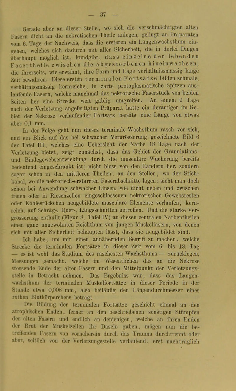 Gerade aber an dieser Stelle, wo sich die verschmächtigten alten Fasern dicht au die nekrotischen Theile anlegen, gelingt an Präparaten vom 6. Tage der Nachweis, dass die ersteren ein Längenwachsthum ciu- gehen, welches sich dadurch mit aller Sicherheit, die in derlei Dingen überhaupt möglich ist, kundgibt, dass einzelne der lebenden Fasertheile zwischen die abgestorbenen hinein wachsen, die ihrerseits, wie erwähnt, ihre Form und Lage verhältnissmässig lange Zeit bewahren. Diese ersten terminalen Fortsätze bilden schmale, verhältnissmässig kernreiche, in zarte protoplasmatische Spitzen aus- laufende Fasern, welche manchmal das nekrotische Faserstück von beiden Seiten her eine Strecke weit gablig umgreifen. An einem 9 Tage nach der Verletzung angefertigten Präparat hatte ein derartiger im Ge- biet der Nekrose verlaufender Fortsatz bereits eine Länge von etwas über 0,1 mm. In der Folge geht nun dieses terminale Wachsthum rasch vor sich, und ein Blick auf das bei schwacher Vergrösserung gezeichnete Bild 6 der Tafel III, welches eine üebersicht der Narbe 18 Tage nach der Verletzung bietet, zeigt zunächst, dass das Gebiet der Granulations- und Bindegewebsentwicklung durch die musculäre Wucherung bereits bedeutend eingeschränkt ist; nicht bloss von den Rändern her, sondern sogar schon in den mittleren Theilen, an den Stellen, wo der Stich- kanal, wo die nekrotisch-erstarrten Faserabschnitte lagen ; sieht man doch schon bei Anwendung schwacher Linsen, wie dicht neben und zwischen freien oder in Riesenzellen eingeschlossenen nekrotischen Gewebsresten oder Kohlestückchen neugebildete musculäre Elemente verlaufen, kern- reich, auf Schräg-, Quer-, Längsschnitten getroffen. Und die starke Ver- grösserung enthüllt (Figur 8, Tafel IV) an diesen centralen Narbentheilen einen ganz ungewohnten Reichthum von jungen Muskelfasern, von denen sich mit aller Sicherheit behaupten lässt, dass sie neugebildet sind. Ich habe, um mir einen annähernden Begriff zu machen, welche Strecke die terminalen Fortsätze in dieser Zeit vom 6. bis 18. Tag — es ist wohl das Stadium des raschesten Wachsthums — zurücklegen, Messungen gemacht, welche im Wesentlichen das an die Nekrose stossende Ende der alten Fasern und den Mittelpunkt der Verletzungs- stelle in Betracht nehmen. Das Ergebniss war, dass das Längen- wachsthum der terminalen Muskelfortsätze in dieser Periode in der Stunde etwa 0,008 mm, also beiläufig den Längendurchmesser eines rothen Blutkörperchens beträgt. Die Bildung der terminalen Fortsätze geschieht einmal an den atrophischen Enden, ferner an den beschriebenen sonstigen Stümpfen der alten Fasern und endlich an denjenigen, welche an ihren Enden der Brut der Muskelzellen ihr Dasein gaben, mögen nun die be- treffenden Fasern von vorneherein durch das Trauma durchtrennt oder aber, seitlich von der Verletzungsstelle verlaufend, erst nachträglich