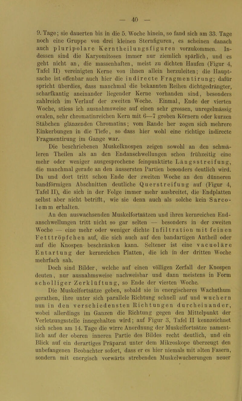 9. Tage; sie dauerten bis in die 5. Woche hinein, so fand sich am 33. Tage noch eine Gruppe von drei kleinen Sternfiguren, es scheinen danach auch pluripolare Kerntlieil ungsfiguren vorzukommen. In- dessen sind die Karyomitosen immer nur ziemlich spärlich, und es geht nicht an, die massenhaften, meist zu dichten Haufen (Figur 4, Tafel II) vereinigten Kerne von ihnen allein herzuleiten; die Haupt- sache ist offenbar auch hier die in di recte Fragmen tirung; dafür spricht überdies, dass manchmal die bekannten Reihen dichtgedrängter, scharfkantig aneinander liegender Kerne vorhanden sind, besonders zahlreich im Verlauf der zweiten Woche. Einmal, Ende der vierten Woche, stiess ich ausnahmsweise auf einen sehr grossen, unregelmässig ovalen, sehr chromatinreichen Kern mit 6—7 groben Körnern oder kurzen Stäbchen glänzenden Chromatins; vom Rande her zogen sich mehrere Einkerbungen in die Tiefe, so dass hier wohl eine richtige indirecte Fragmentirung im Gange war. Die beschriebenen Muskelknospen zeigen sowohl an den schmä- leren Theilen als an den Endanschwellungen schon frühzeitig eine mehr oder weniger ausgesprochene feinpuuktirte Längsstreifung, die manchmal gerade an den äussersten Partien besonders deutlich wird. Da und dort tritt schon Ende der zweiten Woche an den dünneren bandförmigen Abschnitten deutliche Querstreifung auf (Figur 4, Tafel II), die sich in der Folge immer mehr ausbreitet, die Endplatten selbst aber nicht betrifft, wie sie denn auch als solche kein Sarco- lemm erhalten. An den auswachsenden Muskelfortsätzen und ihren kernreichen End- anschwellungen tritt nicht so gar selten — besonders in der zweiten Woche — eine mehr oder weniger dichte Infiltration mit feinen Fetttröpfchen auf, die sich auch auf den bandartigen Antheil oder auf die Knospen beschränken kann. Seltener ist eine vaeuoläre Entartung der kerureichen Platten, die ich in der dritten Woche mehrfach sah. Doch sind Bilder, welche auf einen völligen Zerfall der Knospen deuten, nur ausnahmsweise nachweisbar und dann meistens in Form scholliger Zerklüftung, so Ende der vierten Woche. Die Muskelfortsätze geben, sobald sie in energischeres Wachsthum gerathen, ihre unter sich parallele Richtung schnell auf und wuchern nun in den verschiedensten Richtungen durcheinander, wobei allerdings im Ganzen die Richtung gegen den Mittelpunkt der Verletzungsstelle innegehalten wird; auf Figur 3, Tafel II kennzeichnet sich schon am 14. Tage die wirre Anordnung der Muskelfortsätze nament- lich auf der oberen inneren Partie des Bildes recht deutlich, und ein Blick auf ein derartiges Präparat unter dem Mikroskope überzeugt den unbefangenen Beobachter sofort, dass er es hier niemals mit alten Fasern, sondern mit energisch vorwärts strebenden Muskelwucherungcn neuer I