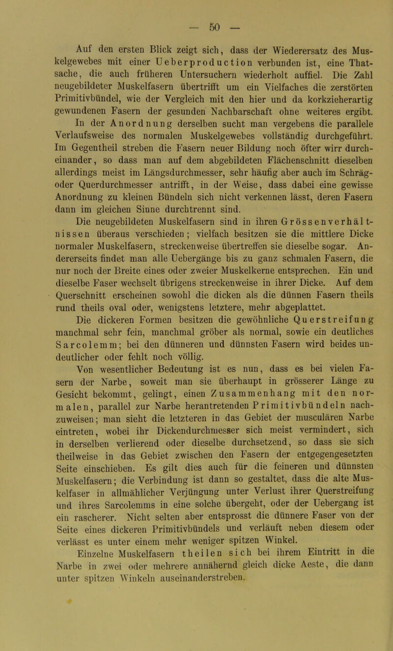 Aul den ersten Blick zeigt sich, dass der Wiederersatz des Mus- kelgewebes mit einer Ueberproduction verbunden ist, eine That- sache, die auch früheren Untersuchern wiederholt auffiel. Die Zahl neugebildeter Muskelfasern übertrifft um ein Vielfaches die zerstörten Primitivbündel, wie der Vergleich mit den hier und da korkzieherartig gewundenen Fasern der gesunden Nachbarschaft ohne weiteres ergibt. In der Anordnung derselben sucht man vergebens die parallele Verlaufsweise des normalen Muskelgewebes vollständig durchgeführt. Im Gegentheil streben die Fasern neuer Bildung noch öfter wirr durch- einander, so dass man auf dem abgebildeten Flächenschnitt dieselben allerdings meist im Längsdurchmesser, sehr häufig aber auch im Schräg- oder Querdurchmesser antrifft, in der Weise, dass dabei eine gewisse Anordnung zu kleinen Bündeln sich nicht verkennen lässt, deren Fasern dann im gleichen Sinne durchtrennt sind. Die neugebildeten Muskelfasern sind in ihren Gross enverhäl t- nissen überaus verschieden; vielfach besitzen sie die mittlere Dicke normaler Muskelfasern, streckenweise übertreffen sie dieselbe sogar. An- dererseits findet man alle Uebergänge bis zu ganz schmalen Fasern, die nur noch der Breite eines oder zweier Muskelkerne entsprechen. Ein und dieselbe Faser wechselt übrigens streckenweise in ihrer Dicke. Auf dem Querschnitt erscheinen sowohl die dicken als die dünnen Fasern theils rund theils oval oder, wenigstens letztere, mehr abgeplattet. Die dickeren Formen besitzen die gewöhnliche Querstreifung manchmal sehr fein, manchmal gröber als normal, sowie ein deutliches Sarcolemm; bei den dünneren und dünnsten Fasern wird beides un- deutlicher oder fehlt noch völlig. Von wesentlicher Bedeutung ist es nun, dass es bei vielen Fa- sern der Narbe, soweit man sie überhaupt in grösserer Länge zu Gesicht bekommt, gelingt, einen Zusammenhang mit den nor- malen, parallel zur Narbe herantretenden Primitivbündein nach- zuweisen; man sieht die letzteren in das Gebiet der musculären Narbe eintreten, wobei ihr Dickendurchmesser sich meist vermindert, sich in derselben verlierend oder dieselbe durchsetzend, so dass sie sich theilweise in das Gebiet zwischen den Fasern der entgegengesetzten Seite einschieben. Es gilt dies auch für die feineren und dünnsten Muskelfasern; die Verbindung ist dann so gestaltet, dass die alte Mus- kelfaser in allmählicher Verjüngung unter Verlust ihrer Querstreifung und ihres Sarcolemms in eine solche übergeht, oder der Uebergang ist ein rascherer. Nicht selten aber entsprosst die dünnere Faser von der Seite eines dickeren Primitivbündels und verläuft neben diesem oder verlässt es unter einem mehr weniger spitzen Winkel. Einzelne Muskelfasern theilen sich bei ihrem Eintritt in die Narbe in zwei oder mehrere annähernd gleich dicke Aeste, die dann unter spitzen Winkeln auseinanderstreben.