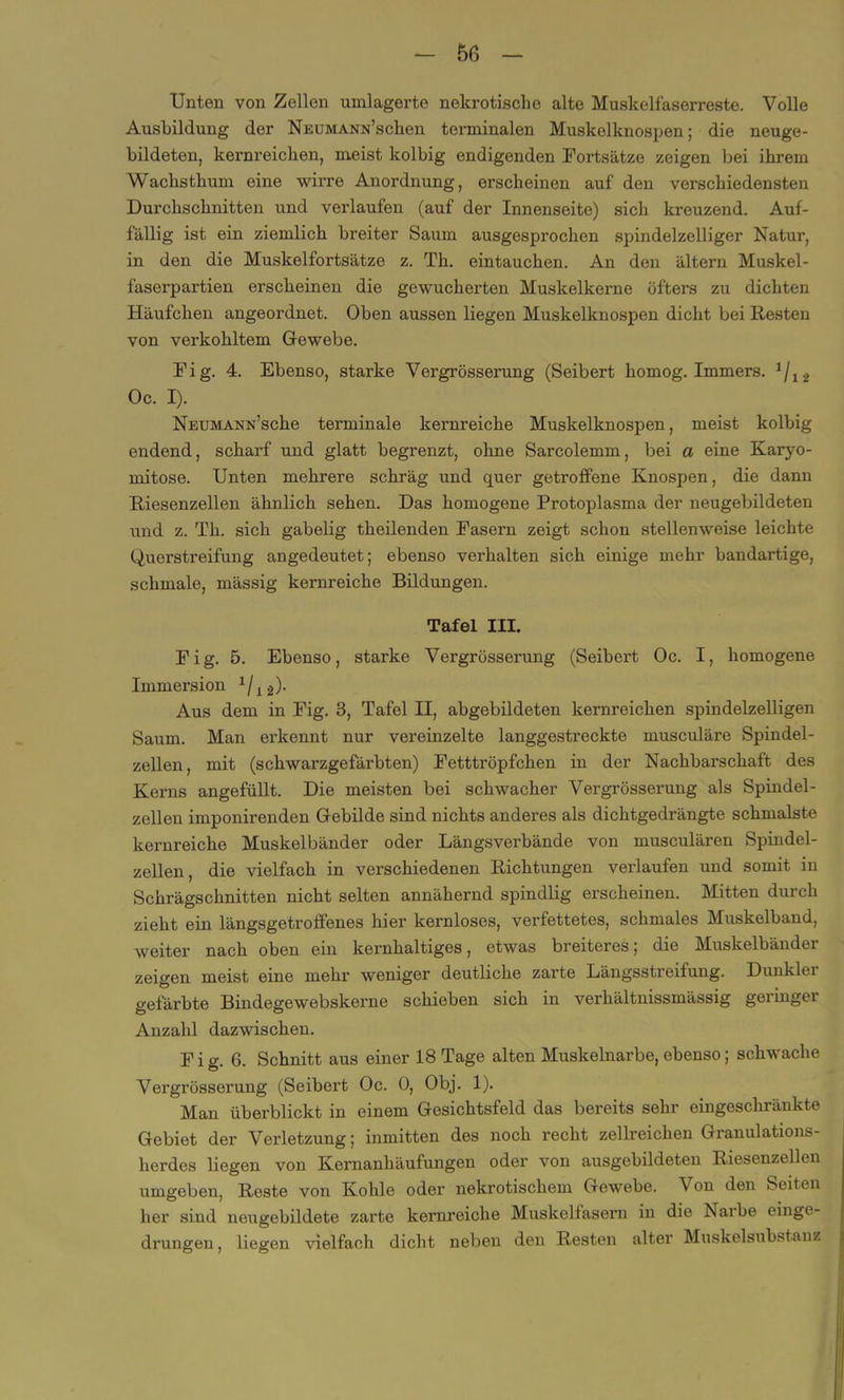Unten von Zellen umlagerte nekrotische alte Muskelfaserreste. Volle Ausbildung der NEUMANN’scken terminalen Muskelknospen; die neuge- bildeten, kornreichen, meist kolbig endigenden Fortsätze zeigen bei ihrem Wachsthum eine wirre Anordnung, erscheinen auf den verschiedensten Durchschnitten und verlaufen (auf der Innenseite) sich kreuzend. Auf- fällig ist ein ziemlich breiter Saum ausgesprochen spindelzelliger Natur, in den die Muskelfortsätze z. Th. eintauchen. An den ältern Muskel- faserpartien erscheinen die gewucherten Muskelkerne öfters zu dichten Häufchen angeordnet. Oben aussen liegen Muskelknospen dicht bei Resten von verkohltem Gewebe. Fig. 4. Ebenso, starke Vergrösserung (Seibert homog. Immers. */12 Oc. I). NEUMANN’sche tei’minale kernreiche Muskelknospen, meist kolbig endend, scharf und glatt begrenzt, ohne Sarcolemm, bei a eine Karyo- mitose. Unten mehrere schräg und quer getroffene Knospen, die dann Riesenzellen ähnlich sehen. Das homogene Protoplasma der neugebildeten und z. Th. sich gabelig theilenden Fasern zeigt schon stellenweise leichte Querstreifung angedeutet; ebenso verhalten sich einige mehr bandartige, schmale, mässig kernreiche Bildungen. Tafel III. Fig. 5. Ebenso, starke Vergrösserung (Seibert Oc. I, homogene Immersion 1/1a). Aus dem in Fig. 3, Tafel II, abgebildeten kernreichen spindelzelligen Saum. Man erkennt nur vereinzelte langgestreckte musculäre Spindel- zellen, mit (schwarzgefärbten) Fetttröpfchen in der Nachbarschaft des Kerns angefüllt. Die meisten bei schwacher Vergrösserung als Spindel- zellen imponirenden Gebilde sind nichts anderes als dichtgedrängte schmälste keimreiche Muskelbänder oder Längsverbände von musculären Spindel- zellen, die vielfach in verschiedenen Richtungen verlaufen und somit in Schrägschnitten nicht selten annähernd spindlig erscheinen. Mitten durch zieht ein längsgetroffenes hier kernloses, verfettetes, schmales Muskelband, weiter nach oben ein kernhaltiges, etwas breiteres; die Muskelbänder zeigen meist eine mehr weniger deutliche zarte Längsstreifung. Dunkler gefärbte Bindegewebskei'ne schieben sich in verhältnissmässig geringer Anzahl dazwischen. Fig. 6. Schnitt aus einer 18 Tage alten Muskelnarbe, ebenso; schwache Vergrösserung (Seibert Oc. 0, Obj. 1). Man überblickt in einem Gesichtsfeld das bereits sehr eingeschränkte Gebiet der Verletzung; inmitten des noch recht zellreichen Granulations- herdes liegen von Kernanhäufungen oder von ausgebildeten Riesenzellen umgeben, Reste von Kohle oder nekrotischem Gewebe. Von den Seiten her sind neugebildete zarte kernreiche Muskelfasern in die Narbe einge- drungen , liegen vielfach dicht neben den Resten alter Muskelsubstanz