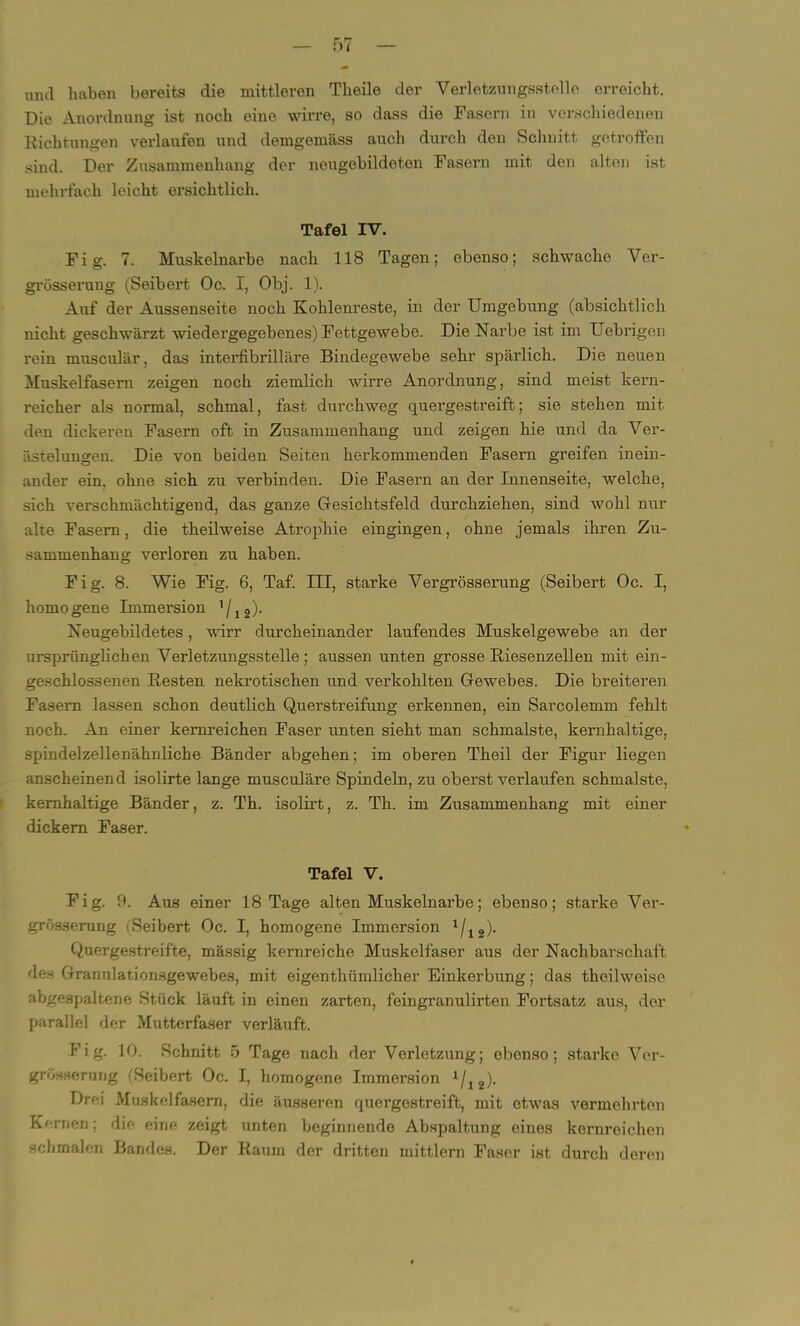 und haben bereits die mittleren Theile der Verletzungsstelle erreicht. Die Anordnung ist noch eine wirre, so dass die Fasern in verschiedenen Richtungen verlaufen und demgemäss auch durch den Schnitt getroffen sind. Der Zusammenhang der neugebildeten Fasern mit den alten ist mehrfach leicht ersichtlich. Tafel IV. Fig. 7. Muskelnarbe nach 118 Tagen; ebenso; schwache Ver- grösserung (Seibert Oc. I, Obj. 1). Auf der Aussenseite noch Kohlenreste, in der Umgebung (absichtlich nicht geschwärzt wiedergegebenes) Fettgewebe. Die Narbe ist im Uebrigen rein musculär, das interfibrilläre Bindegewebe sehr spärlich. Die neuen Muskelfasern zeigen noch ziemlich wirre Anordnung, sind meist kern- reicher als normal, schmal, fast durchweg quergestreift; sie stehen mit den dickeren Fasern oft in Zusammenhang und zeigen hie und da Ver- ästelungen. Die von beiden Seiten herkommenden Fasern greifen inein- ander ein. ohne sich zu verbinden. Die Fasern an der Innenseite, welche, sich verschmächtigend, das ganze Gesichtsfeld durchziehen, sind wohl nur alte Fasern, die theilweise Atrophie eingingen, ohne jemals ihren Zu- sammenhang verloren zu haben. Fig. 8. Wie Fig. 6, Taf. III, starke Vergrösserung (Seibert Oc. I, homogene Immersion 1 / j 2). Neugebildetes, wirr durcheinander laufendes Muskelgewebe an der ursprünglichen Verletzungsstelle; aussen unten grosse Riesenzellen mit ein- geschlossenen Resten nekrotischen und verkohlten Gewebes. Die breiteren Fasern lassen schon deutlich Querstreifung erkennen, ein Sarcolemm fehlt noch. An einer kemreichen Faser unten sieht man schmälste, kernhaltige, spindelzellenähnliche Bänder abgehen; im oberen Theil der Figur liegen anscheinend isolirte lange musculäre Spindeln, zu oberst verlaufen schmälste, kernhaltige Bänder, z. Th. isolirt, z. Th. im Zusammenhang mit einer dickem Faser. Tafel V. Fig. 9. Aus einer 18 Tage alten Muskelnarbe; ebenso; starke Ver- grösserung (Seibert Oc. I, homogene Immersion l/12). Quergestreifte, massig kornreiche Muskelfaser aus der Nachbarschaft des Granulationsgewebes, mit eigenthümlicher Einkerbung; das theilweise abgespaltene Stück läuft in einen zarten, feingranulirten Fortsatz aus, der parallel der Mutterfaser verläuft. Fig. 10. Schnitt 5 Tage nach der Verletzung; ebenso; starke Ver- grosserung 'Seibert Oc. I, homogene Immersion */j 2). Drei Muskelfasern, die äusseren quergestreift, mit etwas vermehrten Kernen; die eine zeigt unten beginnende Abspaltung eines kernreichen schmalen Bandes. Der Raum der dritten mittlern Faser ist durch deren