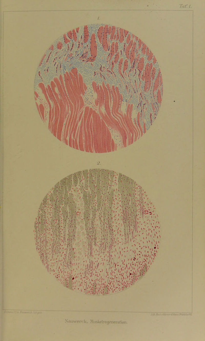 Ta/:/. 1. XmiwtMvk, Muskelretjoiu’iiilioii.