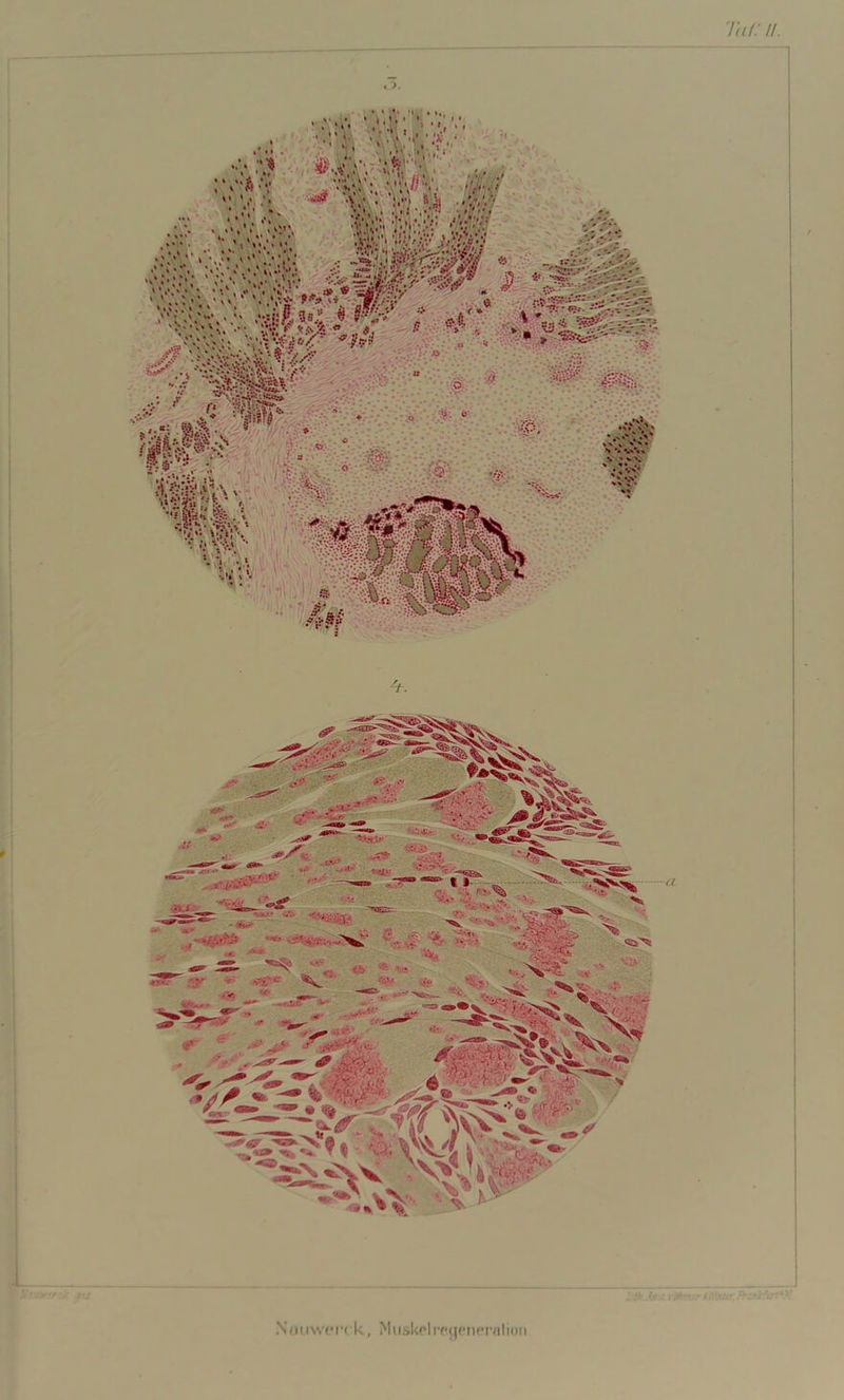 Tat: //. Nmiwerck, MuskpIrejjeneraliiHi