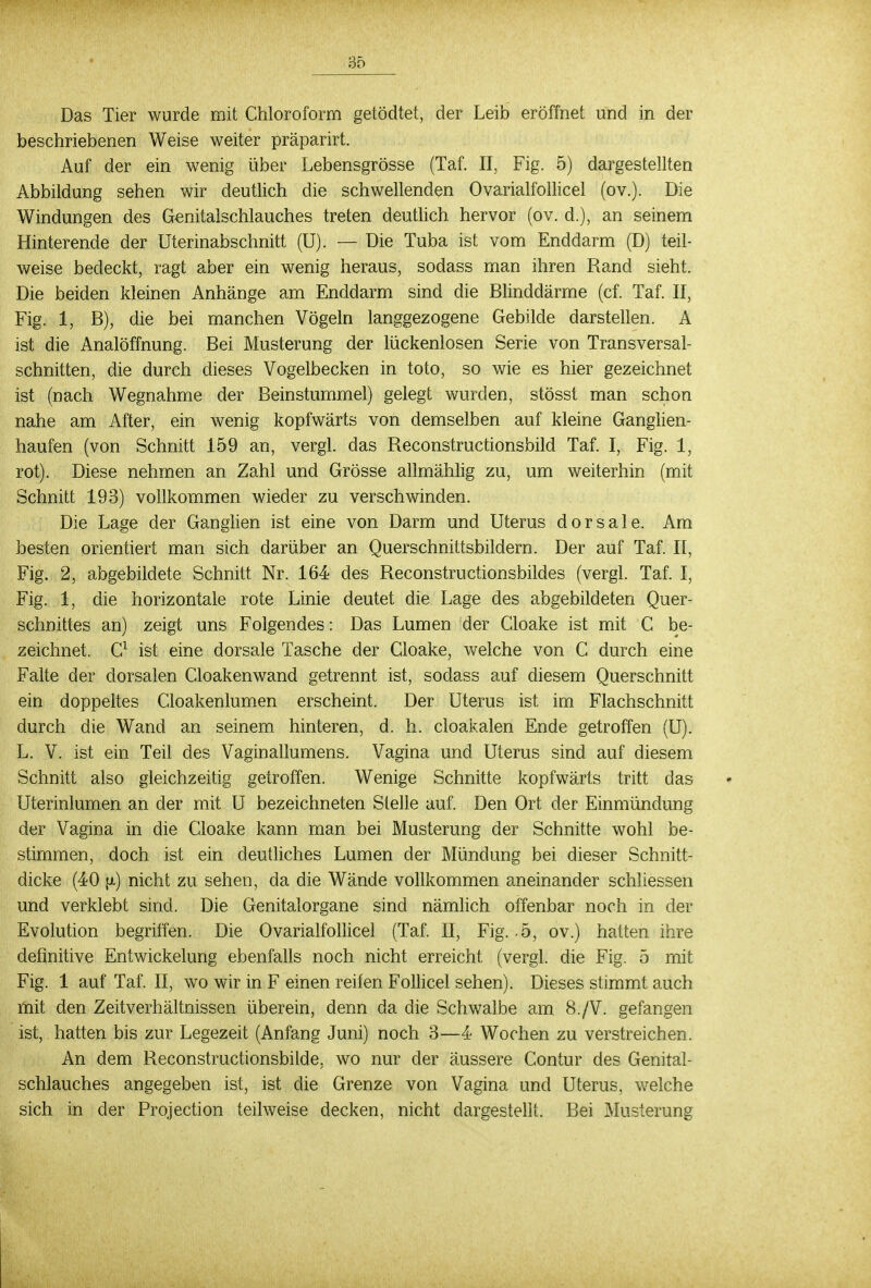 Das Tier wurde mit Chloroform getödtet, der Leib eröffnet und in der beschriebenen Weise weiter präparirt. Auf der ein wenig über Lebensgrösse (Taf. II, Fig. 5) dargestellten Abbildung sehen wir deutlich die schwellenden Ovarialfollicel (ov.). Die Windungen des Genitalschlauches treten deutlich hervor (ov. d.), an seinem Hinterende der Uterinabschnitt (U). — Die Tuba ist vom Enddarm (D) teil- weise bedeckt, ragt aber ein wenig heraus, sodass man ihren Rand sieht. Die beiden kleinen Anhänge am Enddarm sind die Blinddärme (cf. Taf. II, Fig. 1, B), die bei manchen Vögeln langgezogene Gebilde darstellen. A ist die Analöffnung. Bei Musterung der lückenlosen Serie von Transversal- schnitten, die durch dieses Vogelbecken in toto, so wie es hier gezeichnet ist (nach Wegnahme der Beinstummel) gelegt wurden, stösst man schon nahe am After, ein wenig kopfwärts von demselben auf kleine Ganglien- haufen (von Schnitt 159 an, vergl. das Reconstructionsbild Taf. I, Fig. 1, rot). Diese nehmen an Zahl und Grösse allmählig zu, um weiterhin (mit Schnitt 193) vollkommen wieder zu verschwinden. Die Lage der Ganglien ist eine von Darm und Uterus dorsale. Am besten orientiert man sich darüber an Querschnittsbilclern. Der auf Taf. II, Fig. 2, abgebildete Schnitt Nr. 164 des Reconstructionsbildes (vergl. Taf. I, Fig. 1, die horizontale rote Linie deutet die Lage des abgebildeten Quer- schnittes an) zeigt uns Folgendes: Das Lumen der Cloake ist mit C be- zeichnet. C1 ist eine dorsale Tasche der Cloake, welche von C durch eine Falte der dorsalen Cloakenwand getrennt ist, sodass auf diesem Querschnitt ein doppeltes Cloakenlumen erscheint. Der Uterus ist im Flachschnitt durch die Wand an seinem hinteren, d. h. cloakalen Ende getroffen (U). L. V. ist ein Teil des Vaginallumens. Vagina und Uterus sind auf diesem Schnitt also gleichzeitig getroffen. Wenige Schnitte kopfwärts tritt das Uterinlumen an der mit U bezeichneten Stelle auf. Den Ort der Einmündung der Vagina in die Cloake kann man bei Musterung der Schnitte wohl be- stimmen, doch ist ein deutliches Lumen der Mündung bei dieser Schnitt- dicke (40 {x) nicht zu sehen, da die Wände vollkommen aneinander schltessen und verklebt sind. Die Genitalorgane sind nämlich offenbar noch in der Evolution begriffen. Die Ovarialfollicel (Taf. II, Fig. 5, ov.) hatten ihre definitive Entwickelung ebenfalls noch nicht erreicht (vergl. die Fig. 5 mit Fig. 1 auf Taf. II, wo wir in F einen reifen Follicel sehen). Dieses stimmt auch mit den Zeitverhältnissen überein, denn da die Schwalbe am 8./V. gefangen ist, hatten bis zur Legezeit (Anfang Juni) noch 3—4 Wochen zu verstreichen. An dem Reconstructionsbüde, wo nur der äussere Contur des Genital- schlauches angegeben ist, ist die Grenze von Vagina und Uterus, welche sich in der Protection teilweise decken, nicht dargestellt. Bei Musterung