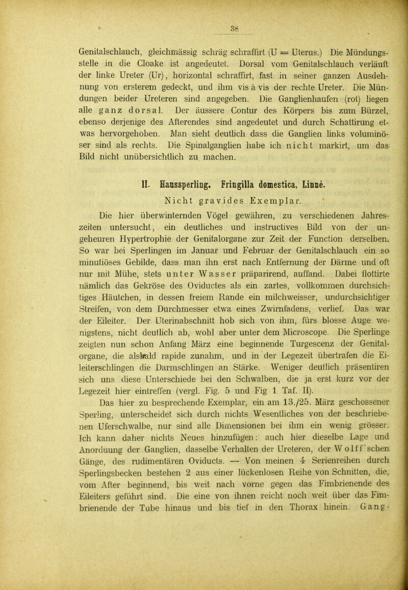 Genitalschlauch, gleichmässig schräg schraffirt (U = Uterus.) Die Mündungs- stelle in die Cloake ist angedeutet. Dorsal vom Genitalschlauch verläuft der linke Ureter (Ur), horizontal schraffirt, fast in seiner ganzen Ausdeh- nung von ersterem gedeckt, und ihm vis ä vis der rechte Ureter. Die Mün- dungen beider Ureteren sind angegeben. Die Ganglienhaufen (rot) liegen alle ganz dorsal. Der äussere Contur des Körpers bis zum Bürzel, ebenso derjenige des Afterendes sind angedeutet und durch Schattirung et- was hervorgehoben. Man sieht deutlich dass die Ganglien links voluminö- ser sind als rechts. Die Spinalganglien habe ich nicht markirt, um das Bild nicht unübersichtlich zu machen. IL Maussperling. Fringilla domestica, Linne. Nicht gravides Exemplar. Die hier überwinternden Vögel gewähren, zu verschiedenen Jahres- zeiten untersucht, ein deutliches und instructives Bild von der un- geheuren Hypertrophie der Genitalorgane zur Zeit der Function derselben. So war bei Sperlingen im Januar und Februar der Genitalschlauch ein so minutiöses Gebilde, dass man ihn erst nach Entfernung der Därme und oft nur mit Mühe, stets unter Wasser präparirend, auffand. Dabei flottirte nämlich das Gekröse des Oviductes als ein zartes, vollkommen durchsich- tiges Häutchen, in dessen freiem Rande ein milchweisser, undurchsichtiger Streifen, von dem Durchmesser etwa eines Zwirnfadens, verlief. Das war der Eileiter. Der Uterinabschnitt hob sich von ihm, fürs blosse Auge we- nigstens, nicht deutlich ab, wohl aber unter dem Microscope. Die Sperlinge zeigten nun schon Anfang März eine beginnende Turgescenz der Genital- organe, die alsbald rapide zunahm, und in der Legezeit übertrafen die Ei- leiterschlingen die Darmschlingen an Stärke. Weniger deutlich präsentiren sich uns diese Unterschiede bei den Schwalben, die ja erst kurz vor der Legezeit hier eintreffen (vergl. Fig. 5 und Fig 1 Taf. II). Das hier zu besprechende Exemplar, ein am 13./25. März geschossener Sperling, unterscheidet sich durch nichts Wesentliches von der beschriebe- nen Uferschwalbe, nur sind alle Dimensionen bei ihm ein wenig grösser. Ich kann daher nichts Neues hinzufügen : auch hier dieselbe Lage und Anorduung der Ganglien, dasselbe Verhalten der Ureteren, der Wolff'sehen Gänge, des rudimentären Oviclucts. — Von meinen k Serienreihen durch Sperlingsbecken bestehen 2 aus einer lückenlosen Reihe von Schnitten, die, vom After beginnend, bis weit nach vorne gegen das Fimbrienende des Eileiters geführt sind. Die eine von ihnen reicht noch weit über das Fim- brienende der Tube hinaus und bis tief in den Thorax hinein. Gang-